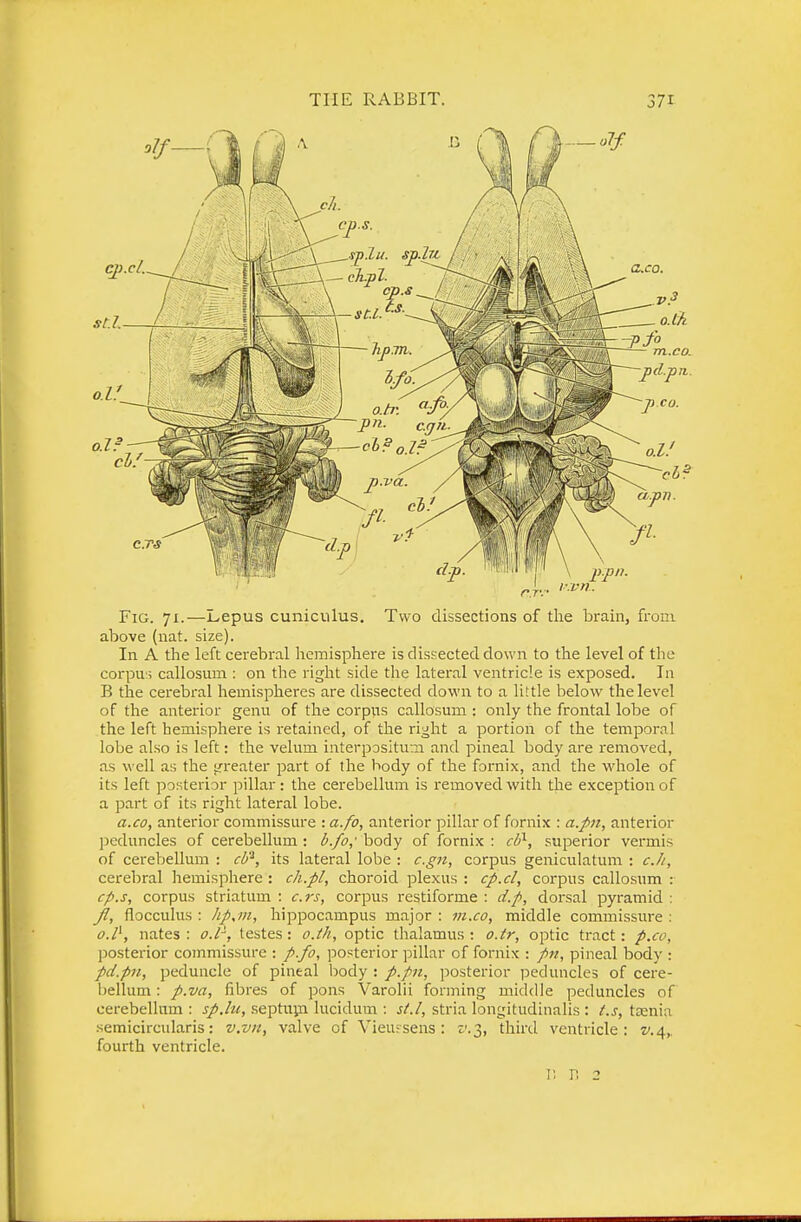 Fig. 71.—Lepus cuniculus. Two dissections of the brain, from above (nat. size). In A the left cerebral licmisphere is dissected down to the level of the corpu:; callosum : on the right side the lateral ventricle is exposed. In B the cerebral hemispheres are dissected down to a little below the level of the anterior genu of the corpus callosum : only the frontal lobe of the left hemisphere is retained, of the right a portion of the temporal lobe also is left: the velum interposltum and pineal body are removed, as well as the </reater part of the body of the fornix, and the whole of its left posterior pillar: the cerebellum is reinovedwith the exception of a part of its right lateral lobe. a.CO, anterior commissure : a.fo, anterior pillar of fornix : a.pn, anteiior peduncles of cerebellum: b.fo,' body of fornix : cb^, superior vermis of cerebellum : cb'^, its lateral lobe : c.gn, corpus geniculatum : c.h, cerebral hemisphere : ch.pl, choroid plexus : cp.cl, corpus callosum : cp.s, corpus striatum : c.rs, corpus restiforme : dp, dorsal pyramid : Jfl, flocculus : hp,m, hippocampus major : m.co, middle commissure : o.l^, nates : o.l^, testes : o.th, optic thalamus : o.tr, optic tract : p.cu, posterior commissure : p.fo, posterior pillar of fornix : pn., pineal body : pd.p7i, peduncle of pineal body : p.pn, posterior peduncles of cere- bellum : p.va, fibres of pons Varolii forming middle peduncles of cerebellum : sp.lu, septupi lucidum : st.l, stria longitudinalis : i.s, taenia semicircularis: v.vn, valve of Vieufsens: ^'.3, third ventricle: v.^,. fourth ventricle. I; r. 2