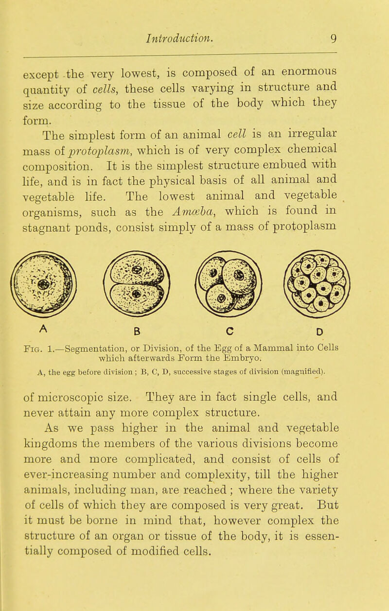 except -the very lowest, is composed of an enormous quantity of cells, these cells varying in structure and size according to the tissue of the body which they form. The simplest form of an animal cell is an irregular mass of protoplasm, which is of very complex chemical composition. It is the snnplest structure embued with life, and is in fact the physical basis of all animal and vegetable life. The lowest animal and vegetable organisms, such as the Amceha, which is found in stagnant ponds, consist simply of a mass of protoplasm A B C D Fig. 1.—Segmentation, or Division, of the Egg of a Mammal into Cells ■which afterwards Form the Embryo. A, the egg before division ; B, C, D, successive stages of division (magnified). of microscopic size. They are in fact single cells, and never attain any more complex structure. As we pass higher in the animal and vegetable kingdoms the members of the various divisions become more and more complicated, and consist of cells of ever-increasing number and complexity, till the higher animals, including man, are reached ; where the variety of cells of which they are composed is very great. But it must be borne in mind that, however complex the structure of an organ or tissue of the body, it is essen- tially composed of modified cells.