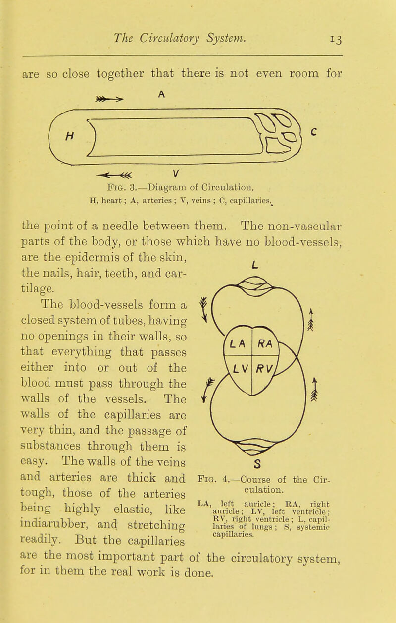 are so close together that there is not even room for A Fig. 3.—Diagram of Circulation. H, heart; A, arteries ; V, veins ; C, capillaries.^ the point of a needle between them. The non-vascular parts of the body, or those vv^hich have no blood-vessels, are the epidermis of the skin, ^ the nails, hair, teeth, and car- tilage. The blood-vessels form a closed system of tubes, having no openings in their v^alls, so that everything that passes either into or out of the blood must pass through the walls of the vessels. The walls of the capillaries are very thin, and the passage of substances through them is easy. The walls of the veins and arteries are thick and Fig. 4.- tough, those of the arteries being highly elastic, like indiarubber, and stretching readily. But the capillaries are the most important part of the circulatory system, for in them the real work is done. LA, -Course of the Cir- culation. left auricle; RA, right auricle; LV, left ventricle; RV, i-ight ventricle ; L, capil- laries of lungs; S, systemic capillaries.