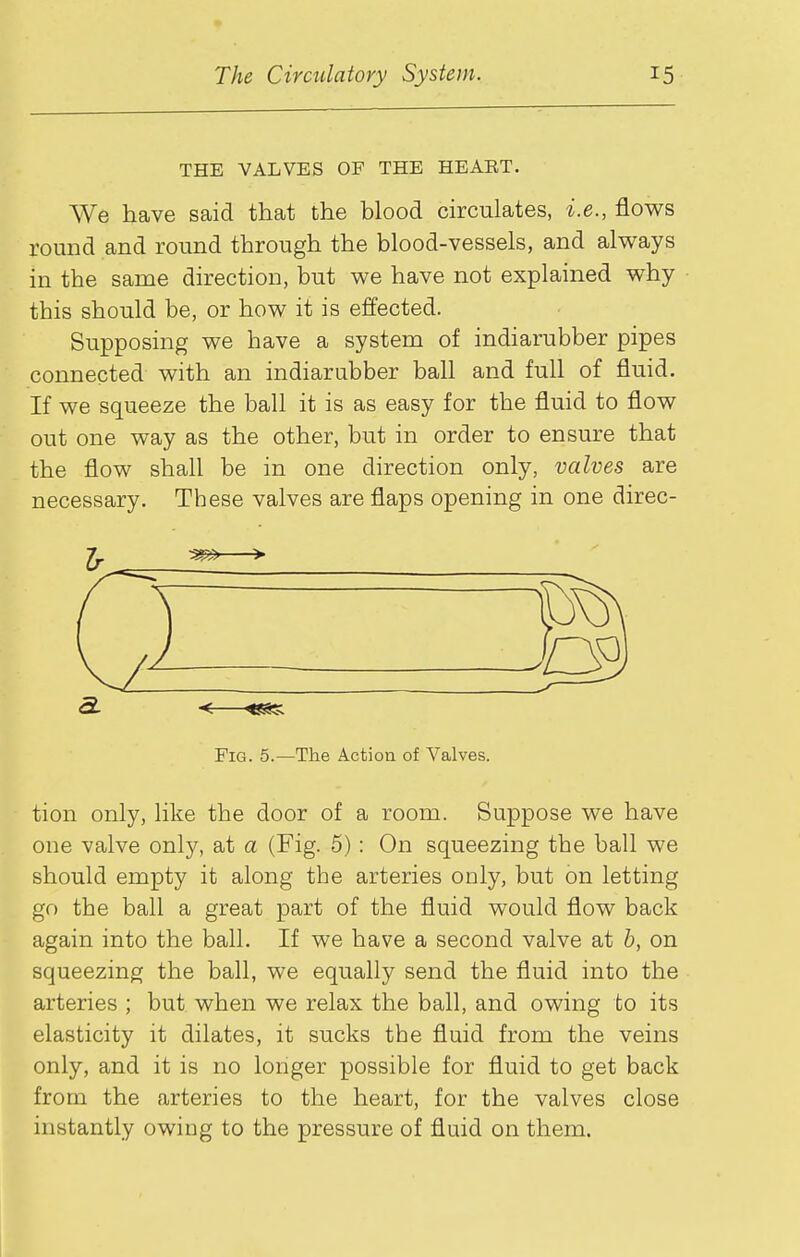 THE VALVES OF THE HEAET. We have said that the blood circulates, i.e., flows round and round through the blood-vessels, and always in the same direction, but we have not explained why this should be, or how it is effected. Supposing we have a system of indiarubber pipes connected with an indiarubber ball and full of fluid. If we squeeze the ball it is as easy for the fluid to flow out one way as the other, but in order to ensure that the flow shall be in one direction only, valves are necessary. These valves are flaps opening in one direc- a. <— Fig. 5.—The Action of Valves. tion only, like the door of a room. Suppose we have one valve only, at a (Fig. 5): On squeezing the ball we should empty it along the arteries only, but on letting go the ball a great part of the fluid would flow back again into the ball. If we have a second valve at b, on squeezing the ball, we equally send the fluid into the arteries ; but when we relax the ball, and owing to its elasticity it dilates, it sucks the fluid from the veins only, and it is no longer possible for fluid to get back from the arteries to the heart, for the valves close instantly owing to the pressure of fluid on them.