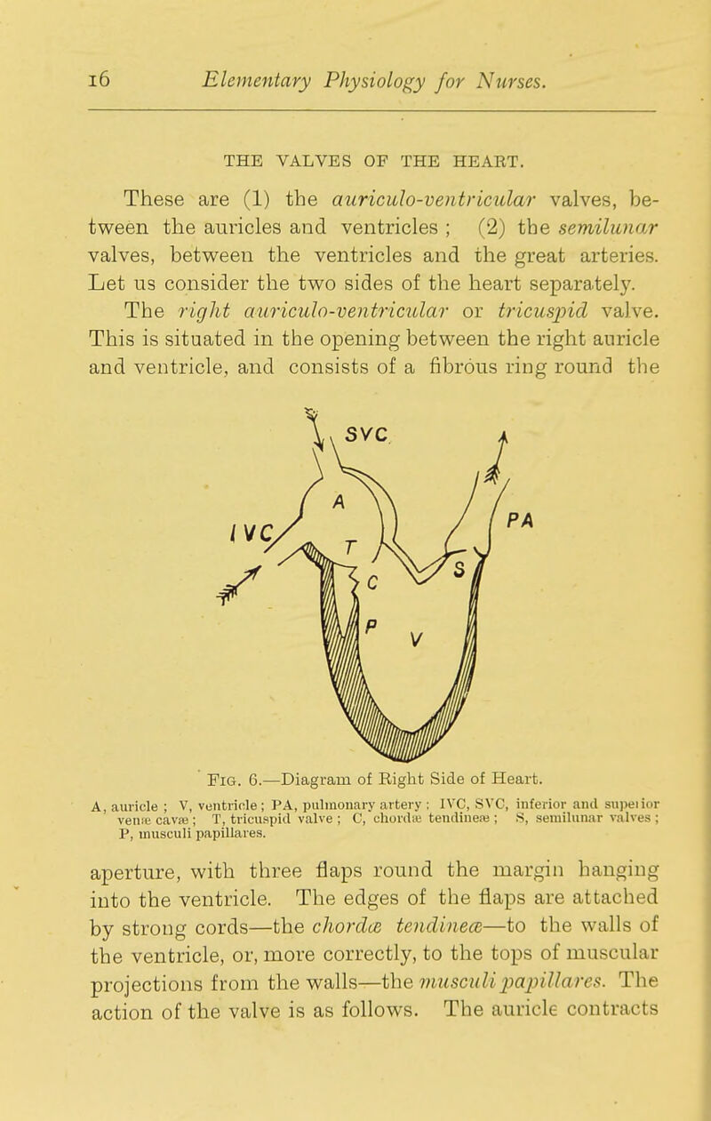 THE VALVES OF THE HEART. These are (1) the auriculo-ventricular valves, be- tween the auricles and ventricles ; (2) the semilunar valves, betv^^een the ventricles and the great arteries. Let us consider the two sides of the heart separately. The right auriculo-ventricular or tricuspid valve. This is situated in the opening between the right auricle and ventricle, and consists of a fibrous ring round the Fig. 6.—Diagram of Right Side of Heart. A, auricle ; V, ventricle ; PA, pulmonary artery ; IVC, SVC, inferior and supeiior vense cavre ; T, tricuspid valve ; C, chordtu tendine.-e ; .S, semilunar valves ; P, musculi papillares. aperture, with three flaps round the margin hanging into the ventricle. The edges of the flaps are attached by strong cords—the chordce tendinece—to the walls of the ventricle, or, more correctly, to the tops of muscular projections from the walls—i\\Q musculi papillares. The action of the valve is as follows. The auricle contracts