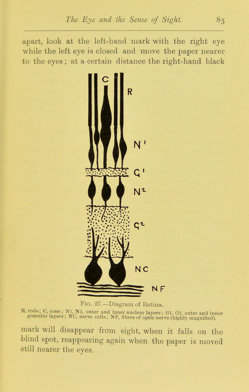 apart, look at the left-hand mark with the right eye while the left eye is closed and move the paper nearer to the eyes; at a certain distance the right-hand black NC Fig. 27.—Diagram of Retina. II, rods; C, cone ; Nl N2, outer and inner nuclear layers ; Gl, 02, outer and inner granular layers; NC, nerve cells; NP, fibres of optic nerve (highly magnified). mark will disappear from sight, when it falls on the hlmd spot, reappearing again when the paper is moved .still nearer the eyes.