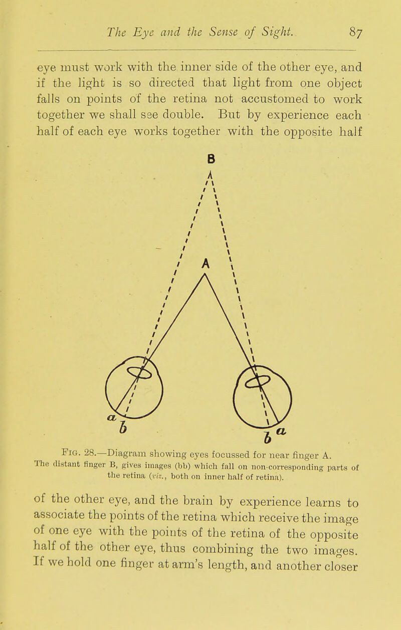 eye must work with the inner side of the other eye, and if the light is so directed that hght from one object falls on points of the retina not accustomed to work together we shall sse double. But by experience each half of each eye works together with the opposite half B A /1 / \ / \ I \ Fig. 28.—Diagram showing eyes focussed for near finger A. The distant Hnger B, gives images (bb) which fall on non-corresponding parts of the retina {viz., both on inner half of retina). of the other eye, and the brain by experience learns to associate the points of the retina which receive the image of one eye with the points of the retina of the opposite half of the other eye, thus combining the two images. If we hold one finger at arm's length, and another closer