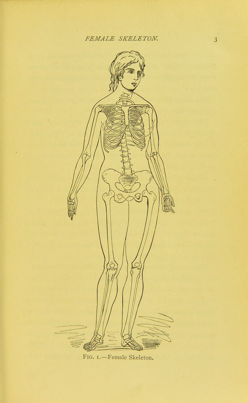 FEMALE SKELETON. Fig. i.—Female Skeleton.