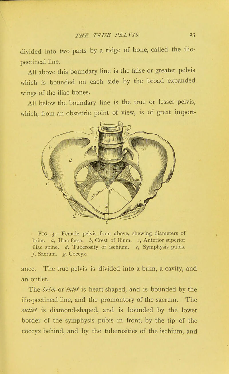 divided into two parts by a ridge of bone, called the ilio- pectineal line. All above this boundary line is the false or greater pelvis which is bounded on each side by the broad expanded wings of the iliac bones. All below the boundary line is the true or lesser pelvis, which, from an obstetric point of view, is of great import- Fig. 3.—Female pelvis from above, shewing diameters of brim, a, Iliac fossa, b, Crest of ilium, c, Anterior superior iliac spine, d, Tuberosity of ischium, e, Symphysis pubis. f, Sacrum, g, Coccyx. ance. The true pelvis is divided into a brim, a cavity, and an outlet. The brim ox inlet is heart-shaped, and is bounded by the ilio-pectineal line, and the promontory of the sacrum. The outlet is diamond-shaped, and is bounded by the lower border of the symphysis pubis in front, by the tip of the coccyx behind, and by the tuberosities of the ischium, and