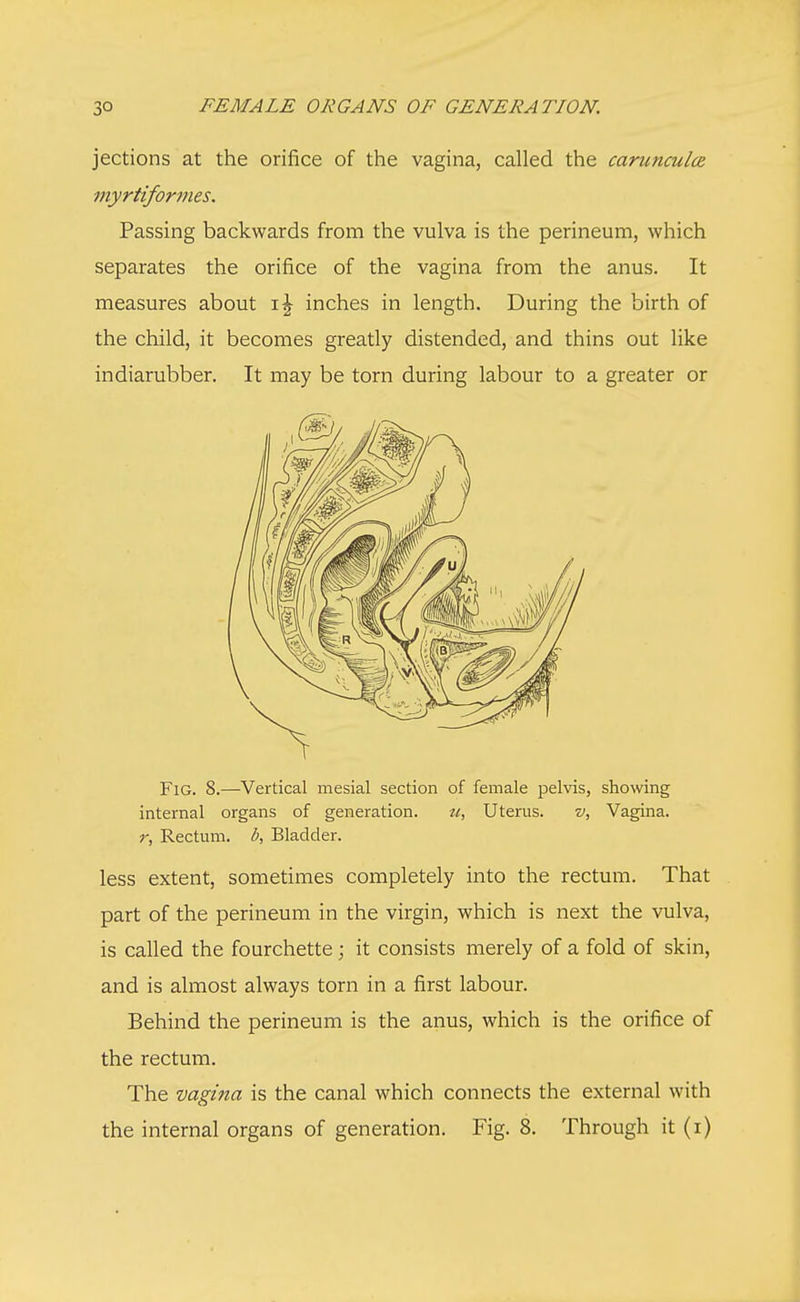 jections at the orifice of the vagina, called the carunculce myrtiformes. Passing backwards from the vulva is the perineum, which separates the orifice of the vagina from the anus. It measures about \\ inches in length. During the birth of the child, it becomes greatly distended, and thins out like indiarubber. It may be torn during labour to a greater or Fig. 8.—Vertical mesial section of female pelvis, showing internal organs of generation. zi, Uterus. v, Vagina. r, Rectum, b, Bladder. less extent, sometimes completely into the rectum. That part of the perineum in the virgin, which is next the vulva, is called the fourchette; it consists merely of a fold of skin, and is almost always torn in a first labour. Behind the perineum is the anus, which is the orifice of the rectum. The vagina is the canal which connects the external with the internal organs of generation. Fig. 8. Through it (i)