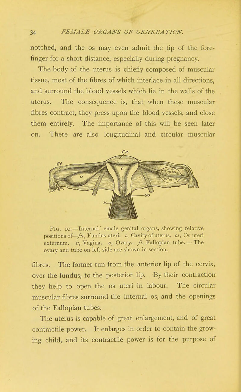 notched, and the os may even admit the tip of the fore- finger for a short distance, especially during pregnancy. The body of the uterus is chiefly composed of muscular tissue, most of the fibres of which interlace in all directions, and surround the blood vessels which lie in the walls of the uterus. The consequence is, that when these muscular fibres contract, they press upon the blood vessels, and close them entirely. The importance of this will be seen later on. There are also longitudinal and circular muscular Fig. io.—Internal: emale genital organs, showing relative positions oi—fu, Fundus uteri, c, Cavity of uterus, os, Os uteri externum, v, Vagina, o, Ovary, ft, Fallopian tube. — The ovary and tube on left side are shown in section. fibres. The former run from the anterior lip of the cervix, over the fundus, to the posterior lip. By their contraction they help to open the os uteri in labour. The circular muscular fibres surround the internal os, and the openings of the Fallopian tubes. The uterus is capable of great enlargement, and of great contractile power. It enlarges in order to contain the grow- ing child, and its contractile power is for the purpose of