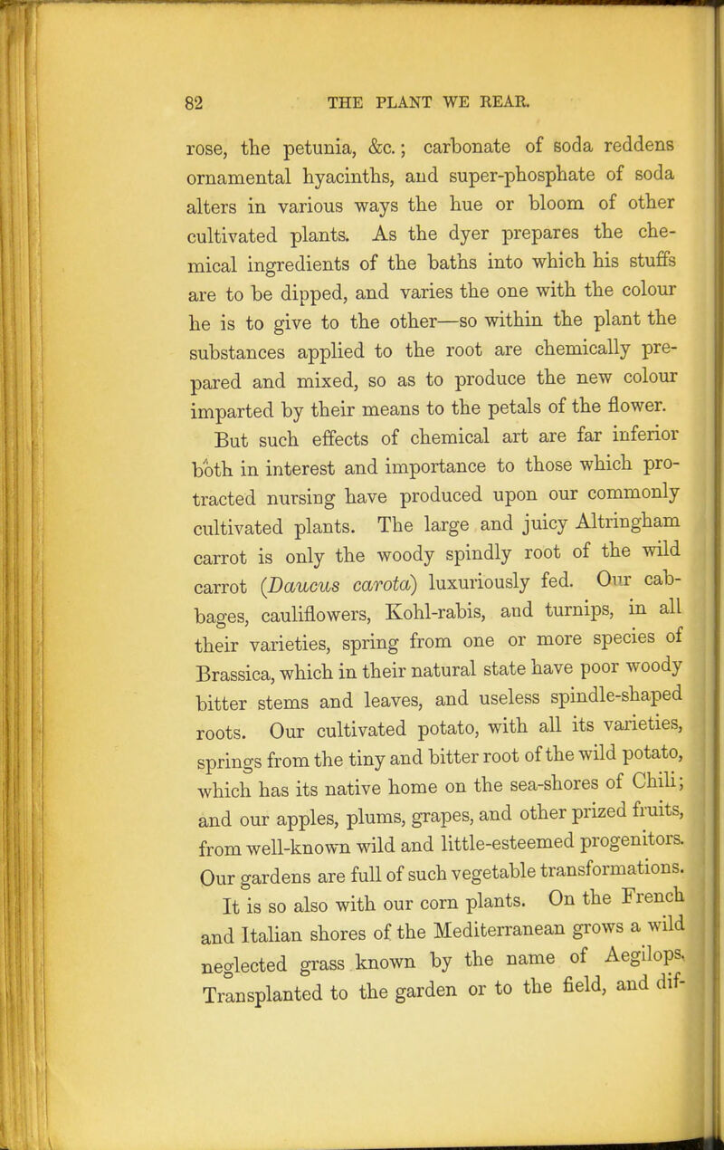 T 82 THE PLANT WE REAR. rose, the petunia, &c.; carbonate of soda reddens ornamental hyacinths, and super-phosphate of soda alters in various ways the hue or bloom of other cultivated plants. As the dyer prepares the che- mical ingredients of the baths into which his stuffs are to be dipped, and varies the one with the colour he is to give to the other—so within the plant the substances applied to the root are chemically pre- pared and mixed, so as to produce the new colour imparted by their means to the petals of the flower. But such effects of chemical art are far inferior both in interest and importance to those which pro- tracted nursing have produced upon our commonly cultivated plants. The large and juicy Altringham carrot is only the woody spindly root of the wild carrot {Daucus carota) luxuriously fed. Our cab- bages, cauliflowers, Kohl-rabis, and turnips, in all their varieties, spring from one or more species of Brassica, which in their natural state have poor woody bitter stems and leaves, and useless spindle-shaped roots. Our cultivated potato, with all its varieties, springs from the tiny and bitter root of the wild potato, which has its native home on the sea-shores of Chih; and our apples, plums, grapes, and other prized fruits, from well-known wild and little-esteemed progenitors. Our gardens are full of such vegetable transformations. It is so also with our corn plants. On the French and Italian shores of the Mediterranean grows a wild neglected grass known by the name of Aegilops, Transplanted to the garden or to the field, and dif- 1