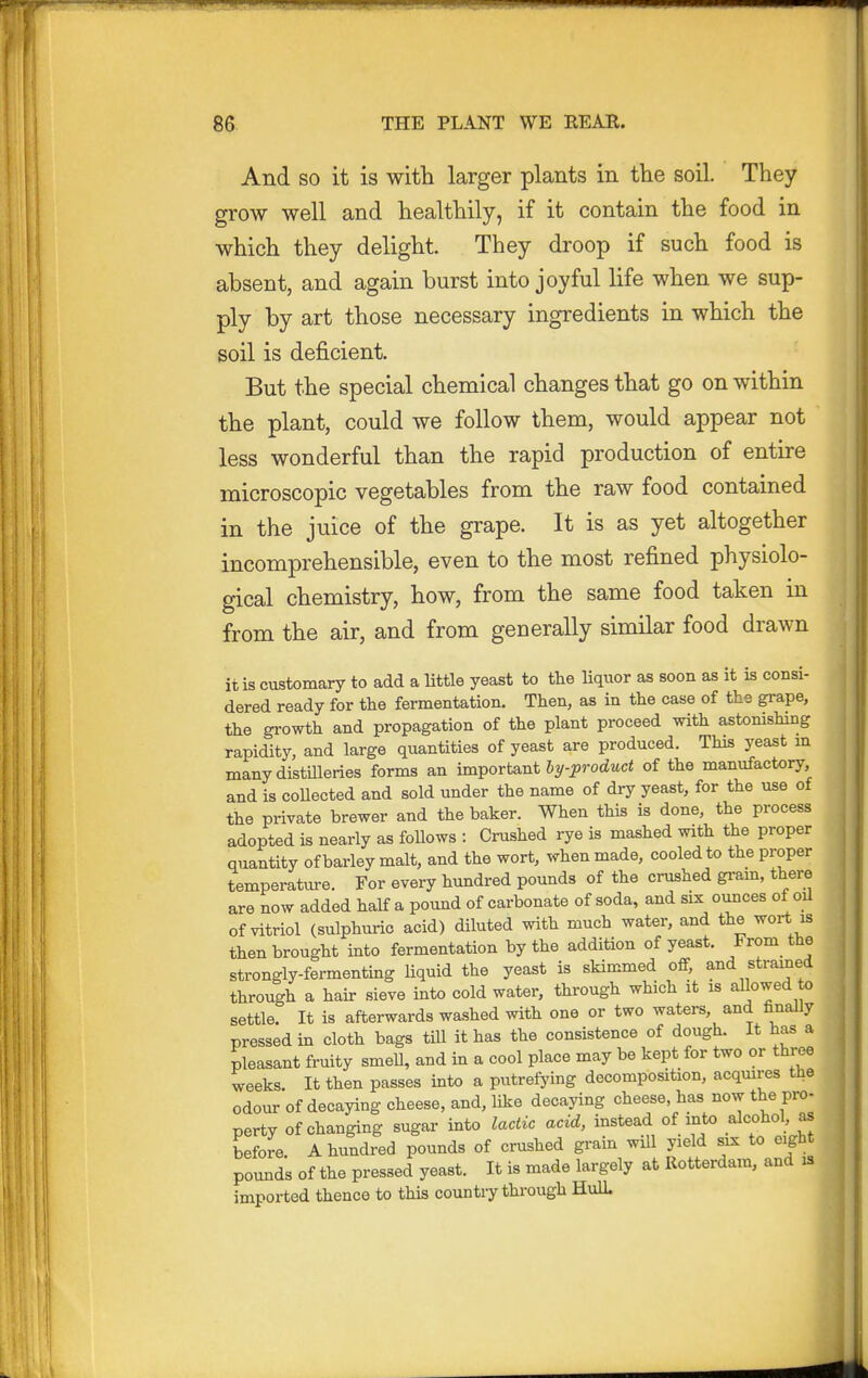 And SO it is with larger plants in the soil. They grow well and healthily, if it contain the food in which they delight. They droop if such food is absent, and again burst into joyful life when we sup- ply by art those necessary ingredients in which the soil is deficient. But the special chemical changes that go on within the plant, could we follow Ihem, would appear not less wonderful than the rapid production of entire microscopic vegetables from the raw food contained in the juice of the grape. It is as yet altogether incomprehensible, even to the most refined physiolo- gical chemistry, how, from the same food taken in from the air, and from generally similar food drawn it is customary to add a little yeast to the liquor as soon as it is consi- dered ready for tlie fermentation. Then, as in the case of the grape, the gi-owth and propagation of the plant proceed with astonishing rapidity, and large quantities of yeast are produced. This yeast m manydistUleries forms an important fty-i^roc^Mci of the manufactory, and is coUected and sold under the name of dry yeast, for the use of the private brewer and the baker. When this is done, the process adopted is nearly as follows : Crushed rye is mashed with the proper quantity of barley malt, and the wort, when made, cooled to the proper temperature. For every hundred pounds of the crushed gram, there are now added half a pound of carbonate of soda, and six ounces of oil of vitriol (sulphuric acid) diluted with much water, and the wort is then brought into fermentation by the addition of yeast. From the strongly-fermenting Hquid the yeast is skimmed off, and strained through a hair sieve into cold water, through which it is allowed to settle. It is afterwards washed with one or two waters, and finally pressed in cloth bags tUl it has the consistence of dough. It has a pleasant fruity smeU, and in a cool place may be kept for two or three weeks It then passes into a putrefying decomposition, acqmres the odour of decaying cheese, and, like decaying cheese has now the pro- perty of changing sugar into lactic acid, instead of into alcohol, as before. A hundred pounds of crushed grain will yield six to eight pounds of the pressed yeast. It is made largely at Rotterdam, and is imported thence to this countiy through Hull.