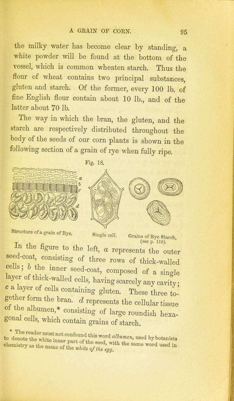 A GRA.IN OF CORK 96. the milky water has become clear by standing, a white powder will be found at the bottom of the vessel, which is common wheaten starch. Thus the flour of wheat contains two principal substances, gluten and starch. Of the former, every 100 lb. of fine English flour contain about 10 lb., and of the latter about 70 lb. The way in which the bran, the gluten, and the starch are respectively distributed throughout the body of the seeds of our corn plants is shown in the following section of a grain of rye when fully ripe. Fig. 18. Structure of a grain of Rye. single cell Grains of Rye Starch , (seep. 119). In the figure to the left, a represents the outer seed-coat, consisting of three rows of thick-walled cells; h the inner seed-coat, composed of a single layer of thick-walled cells, having scarcely any ca.dty • c a layer of cells containing gluten. These three to- gether form the bran, d represents the cellular tissue of the albumen,* consisting of large roundish hexa- gonal cells, which contain grains of starch. cheo^stry as the naroTtCS 0/^^I^