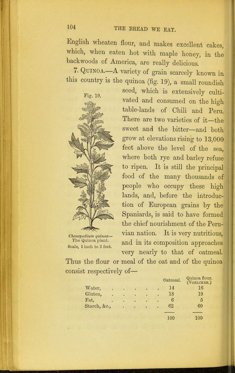 Fig. 19. English wheaten flour, and makes excellent cakes, which, when eaten hot with maple honey, in the backwoods of America, are really delicious. 7. QuiNOA.—A variety of grain scarcely known in this country is the quinoa (fig. 19), a small roundish seed, which is extensively culti- vated and consumed on the high table-lands of Chili and Peru. There are two varieties of it—the sweet and the bitter—and both grow at elevations rising to 13,000 feet above the level of the sea, where both rye and barley refuse to ripen. It is still the principal food of the many thousands of people who occupy these high lands, and, before the introduc- tion of European grains by the Spaniards, is said to have formed the chief nourishment of the Pera- vian nation. It is very nutritious, and in its composition approaches very nearly to that of oatmeal. Thus the flour or meal of the oat and of the quinoa consist respectively of— Oatmeal. 14 18 6 62 Chenopodium quinoa— The Quinoa plant. Scale, 1 inch to 2 feet. Water, Gluten, Fat, Starch, &c., Quinoa flour. (VOELCKEai.) 16 19 5 60 100 100