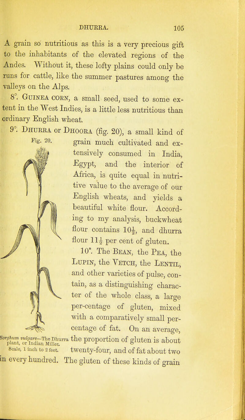 Fig. 20. A gi-ain so nutritious as this is a very precious gift to the inhabitants of the elevated regions of the Andes. Without it, these lofty plains could only be runs for cattle, like the summer pastures among the valleys on the Alps. 8°. Guinea corn, a small seed, used to some ex- tent in the West Indies, is a little less nutritious than ordinary English wheat. 9°. Dhurra or Dhoora (fig. 20), a small kind of grain much cultivated and ex- tensively consumed in India, Egypt, and the interior of Africa, is quite equal in nutri- tive value to the average of our English wheats, and yields a beautiful white flour. Accord- ing to my analysis, buckwheat flour contains 10^, and dhurra flour 11| per cent of gluten. 10'. The Bean, the Pea, the Lupin, the Vetch, the Lentil, and other varieties of pulse, con- tain, as a distinguishing charac- ter of the whole class, a large per-centage of gluten, mixed wdth a comparatively small per- centage of fat. On an average, ''^SZ.'S'riaJ^^^i^r^ proportion of gluten is about Scale, 1 inch to 2 feet twcuty-four, and of fat about two in every hundred. The gluten of these kinds of grain