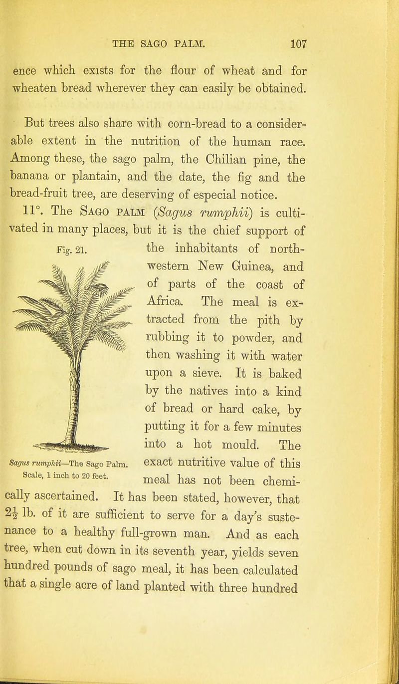 ence which exists for the flour of wheat and for wheaten bread wherever they can easily be obtained. But trees also share with corn-bread to a consider- able extent in the nutrition of the human race. Among these, the sago palm, the Chilian pine, the banana or plantain, and the date, the fig and the bread-fruit tree, are deserving of especial notice. 11°. The Sago palm (Sagus rumphii) is culti- vated in many places, but it is the chief support of Fig. 21. the inhabitants of north- western New Guinea, and of parts of the coast of Africa. The meal is ex- tracted from the pith by rubbing it to powder, and then washing it with water upon a sieve. It is baked by the natives into a kind of bread or hard cake, by putting it for a few minutes into a hot mould. The exact nutritive value of this meal has not been chemi- cally ascertained. It has been stated, however, that 2i lb. of it are sufficient to serve for a day^s suste- nance to a healthy full-grown man. And as each tree, when cut down in its seventh year, yields seven hundred pounds of sago meal, it has been calculated that a single acre of land planted with three hundred Sagus rumphii—The Sago Palm. Scale, 1 inch to 20 feet.