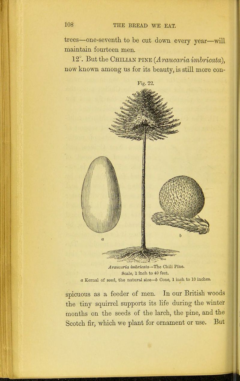 trees—one-seventh to be cut down every year—will maintain fourteen men. 12. But the Chilian pine {Amucariavmhricata), now known among us for its beauty, is still more con- Fig. 22. Araucaria imbricata—The CMli Pine. Scale, 1 inch to 40 feet. a Kernal of seed, the natural size—6 Cone, 1 inch to 10 inches. spicuous as a feeder of men. In our British woods the tiny squirrel supports its life during the winter months on the seeds of the larch, the pine, and the Scotch fir, which we plant for ornament or use. But