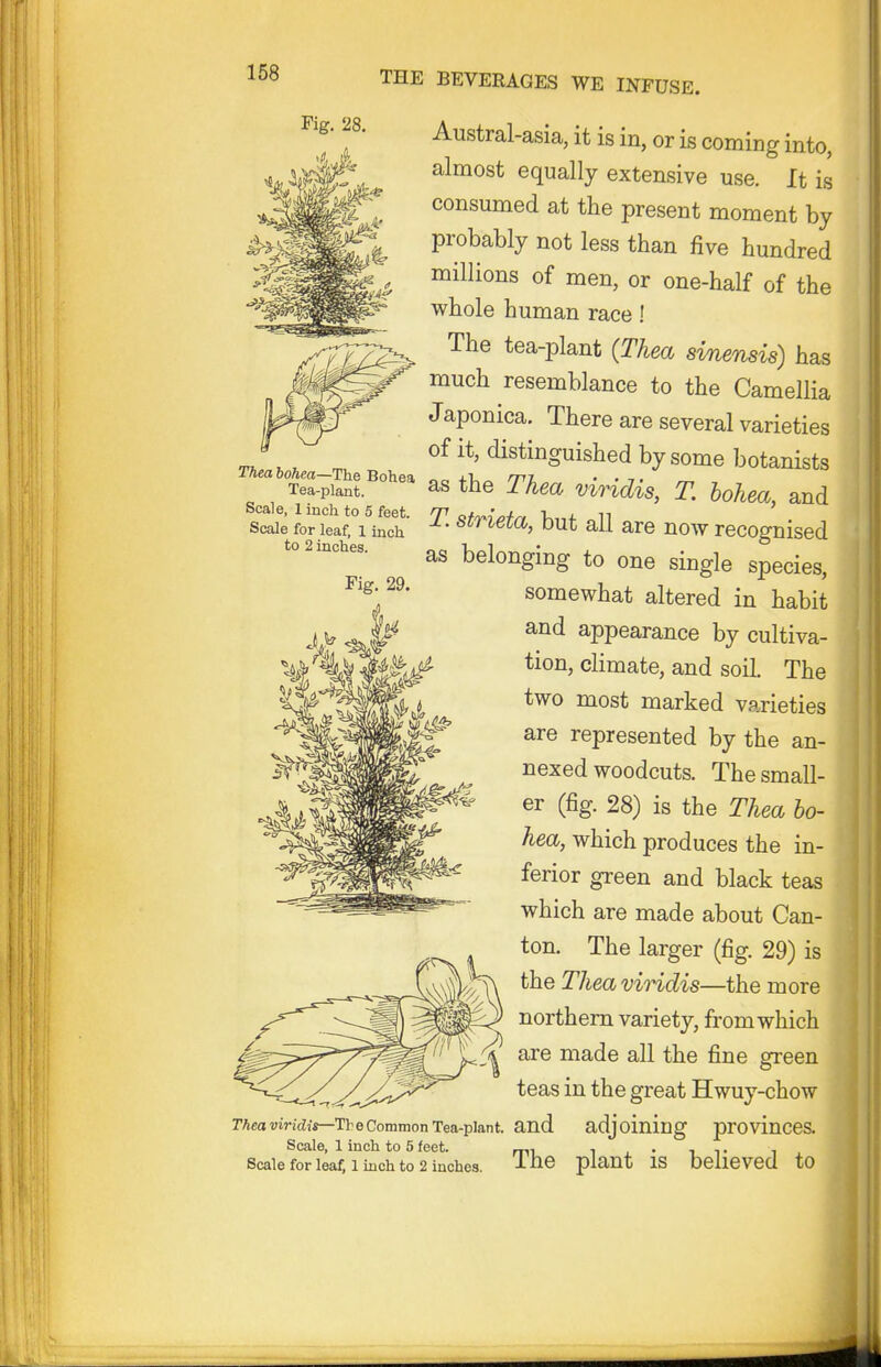 Fig. 28. Austral-asia, it is in, or is coming into, almost equally extensive use. It is consumed at the present moment by probably not less than five hundred millions of men, or one-half of the whole human race! The tea-plant {Thea sinensis) has ^ much resemblance to the Camellia Japonica. There are several varieties of distinguished by some botanists Tea-plant ^^^ as the Thca viHdis, T. hohea, and Scale, 1 inch to 6 feet. 7^ q/W/j/^ V>,■■^- „11 Scale for leaf. 1 inch  ^'^^^^^(^7 DUt all are uow recoguised to 2 inches. belonging to one single species, ^'s- somewhat altered in habit and appearance by cultiva- tion, climate, and soil. The two most marked varieties are represented by the an- nexed woodcuts. The small- er (fig. 28) is the Thea ho- hea, which produces the in- ferior green and black teas which are made about Can- ton. The larger (fig. 29) is the Thea viHdis—the more northern variety, from which are made all the fine green teas in the great Hwuy-chow rAeavincZii—TheCommonTea-piant. and adjoining provinccs. Scale, 1 inch to 5 feet. i . • -it i Scale for leaf, 1 inch to 2 inches. -1-^16 plant IS belie Ved tO 4 i