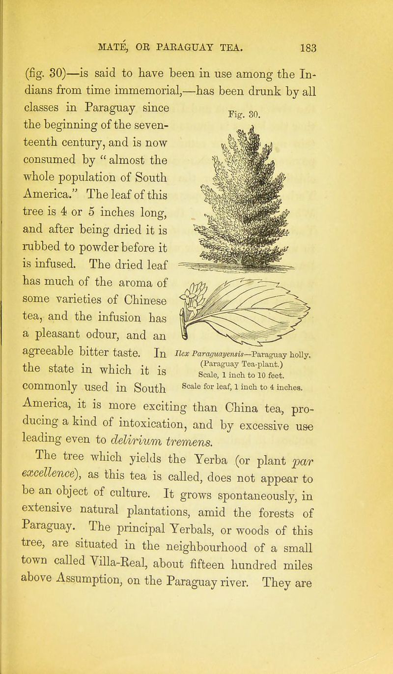 Fig. 30. (fig. 30)—is said to have been in use among the In- dians from time immemorial,—has been drunk by all classes in Paraguay since the beginning of the seven- teenth century, and is now consumed by  almost the whole population of South America. The leaf of this tree is 4 or 5 inches long, and after being dried it is rubbed to powder before it is infused. The dried leaf has much of the aroma of some varieties of Chinese tea, and the infusion has a pleasant odour, and an agTeeable bitter taste the state in which it is commonly used in South America, it is more exciting than China tea, pro- ducing a kind of intoxication, and by excessive use leading even to delirium tremens. The tree which yields the Yerba (or plant par excellence), as this tea is called, does not appear to be an object of culture. It grows spontaneously, in extensive natural plantations, amid the forests of Paraguay. The principal Yerbals, or woods of this tree, are situated in the neighbourhood of a small town called Villa-Real, about fifteen hundred miles above Assumption, on the Paraguay river. They are In Ilex Paraguayensis—Taxngnaj holly. (Paraguay Tea-plant.) Scale, 1 inch to 10 feet. Scale for leaf, 1 inch to 4 inches.