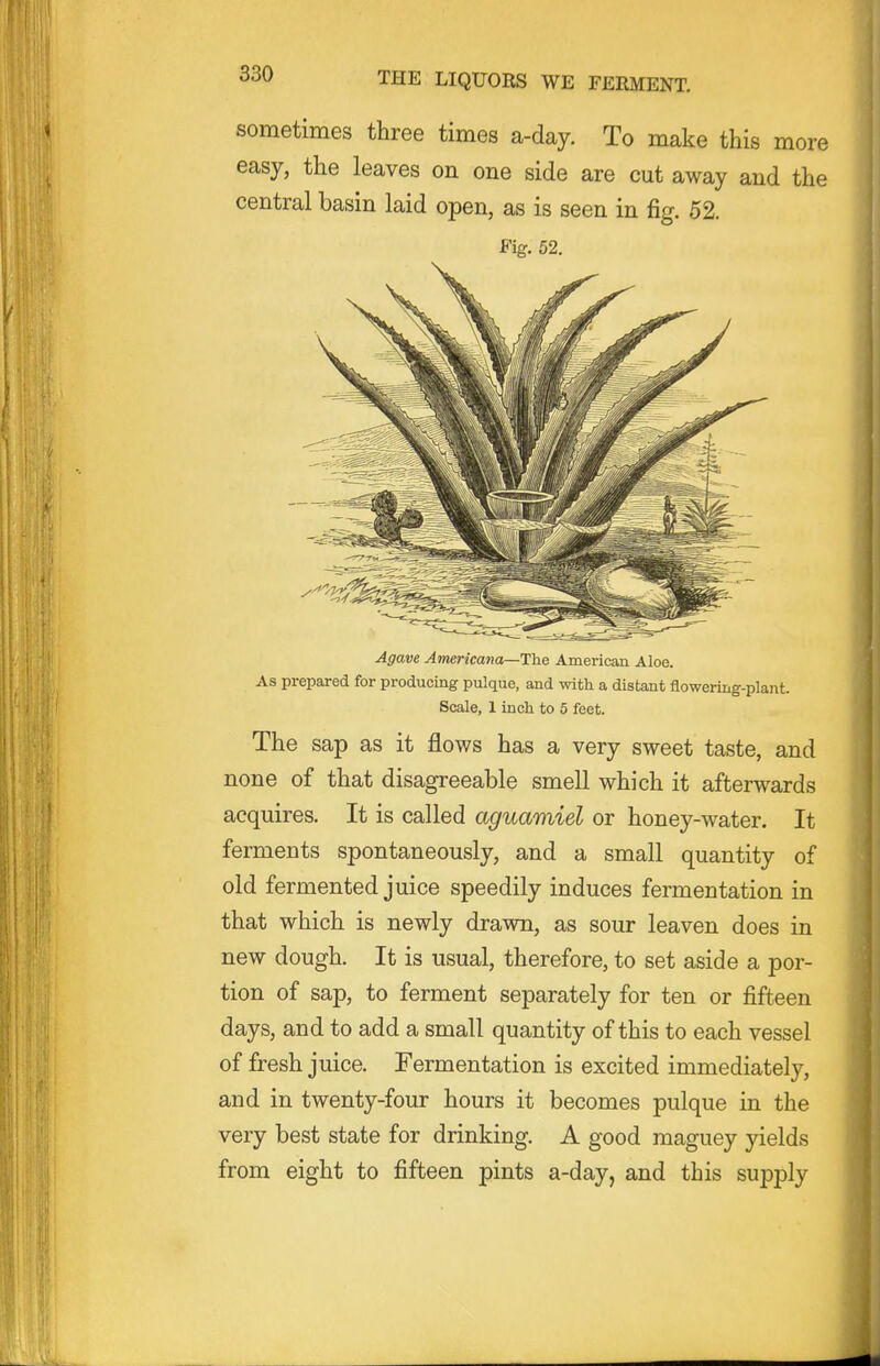 sometimes three times a-day. To make this more easy, the leaves on one side are cut away and the central basin laid open, as is seen in fig. 52. Fig. 52. Agave Americana—The American Aloe. As prepared for producing pulque, and with a distant flowering-plant. Scale, 1 inch to 5 feet. The sap as it flows has a very sweet taste, and none of that disagreeable smell which it afterwards acquires. It is called aguamiel or honey-water. It ferments spontaneously, and a small quantity of old fermented juice speedily induces fermentation in that which is newly drawn, as sour leaven does in new dough. It is usual, therefore, to set aside a por- tion of sap, to ferment separately for ten or fifteen days, and to add a small quantity of this to each vessel of fresh juice. Fermentation is excited immediately, and in twenty-four hours it becomes pulque in the very best state for drinking. A good maguey yields from eight to fifteen pints a-day, and this supply