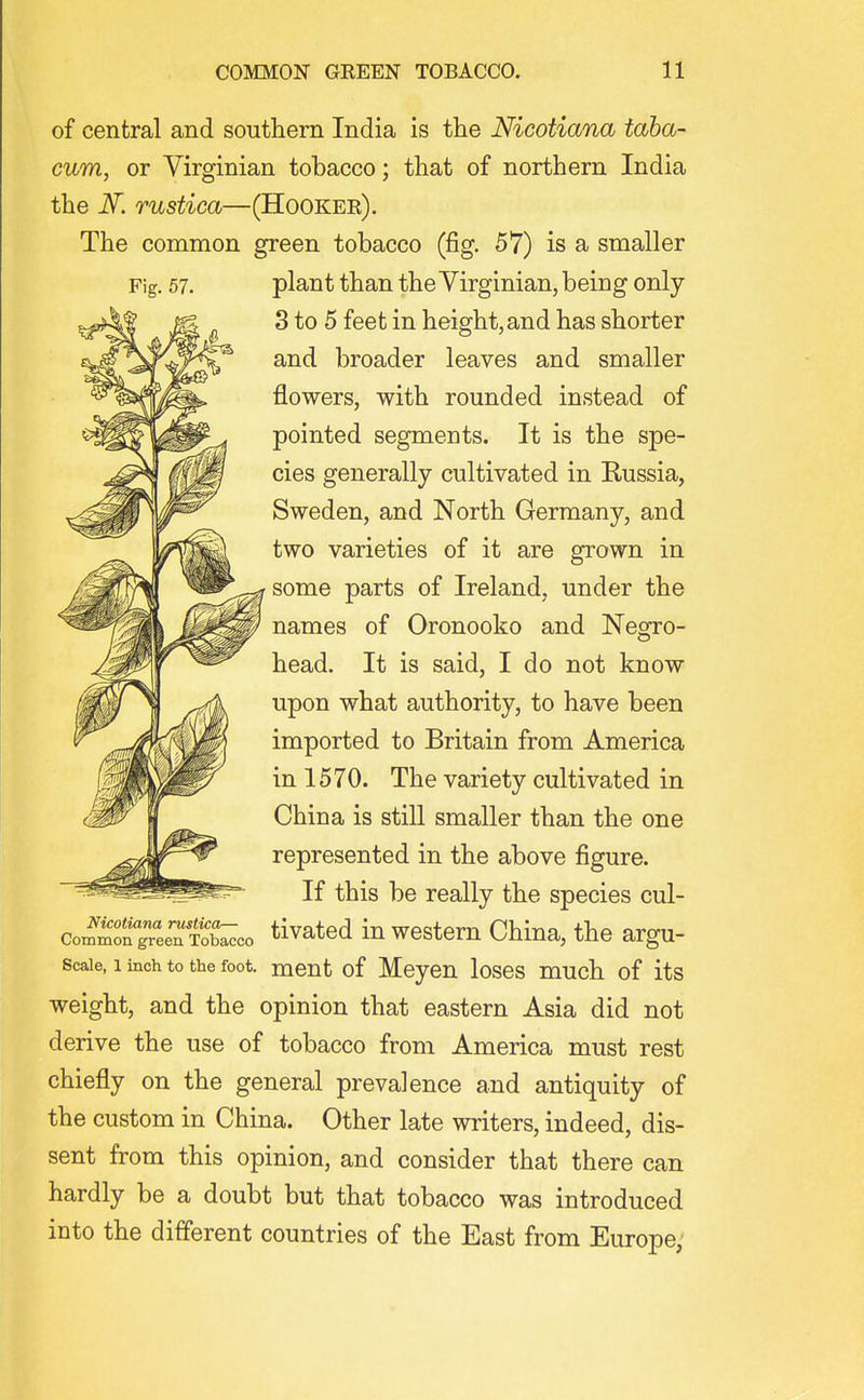 Fig. 57. of central and southern India is the Nicotiana taha- cum, or Virginian tobacco; that of northern India the iV. rustica—(Hookek). The common green tobacco (fig. 57) is a smaller plant than the Virginian, being only 3 to 5 feet in height, and has shorter and broader leaves and smaller flowers, with rounded instead of pointed segments. It is the spe- cies generally cultivated in Russia, Sweden, and North Germany, and two varieties of it are grown in some parts of Ireland, under the names of Oronooko and Negro- head. It is said, I do not know upon what authority, to have been imported to Britain from America in 1570. The variety cultivated in China is still smaller than the one represented in the above figure. If this be really the species cul- Coi!fgTeentb^co tlvatcd in westem China, the argu- scaie, 1 inch to the foot, meut of Meyeu loses much of its weight, and the opinion that eastern Asia did not derive the use of tobacco from America must rest chiefly on the general prevalence and antiquity of the custom in China. Other late writers, indeed, dis- sent from this opinion, and consider that there can hardly be a doubt but that tobacco was introduced into the different countries of the East from Europe;