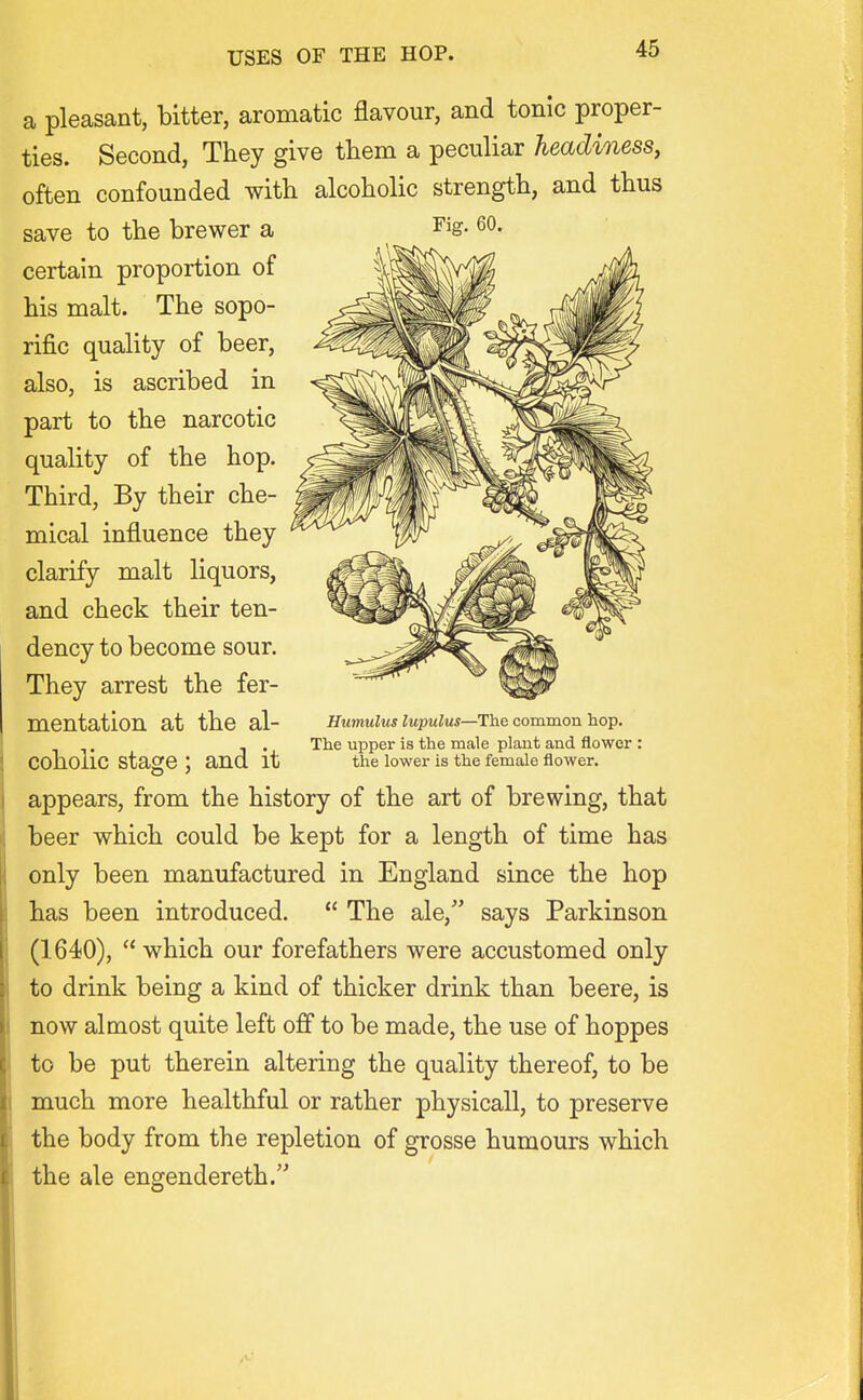 a pleasant, bitter, aromatic flavour, and tonic proper- ties. Second, They give tliem a peculiar headiness, often confounded with alcoholic strength, and thus save to the brewer a certain proportion of his malt. The sopo- rific quality of beer, also, is ascribed in part to the narcotic quality of the hop. Third, By their che- mical influence they clarify malt liquors, and check their ten- dency to become sour. They arrest the fer- mentation at the al- . . The upper is the male plant and flower : COhollC stage ; and it the lower is the female flower. appears, from the history of the art of brewing, that beer which could be kept for a length of time has only been manufactured in England since the hop has been introduced.  The ale, says Parkinson (1640), which our forefathers were accustomed only to drink being a kind of thicker drink than beere, is now almost quite left off to be made, the use of hoppes to be put therein altering the quality thereof, to be much more healthful or rather physicall, to preserve the body from the repletion of grosse humours which the ale engendereth. Fig. 60. Humulus lupulus—The common hop.