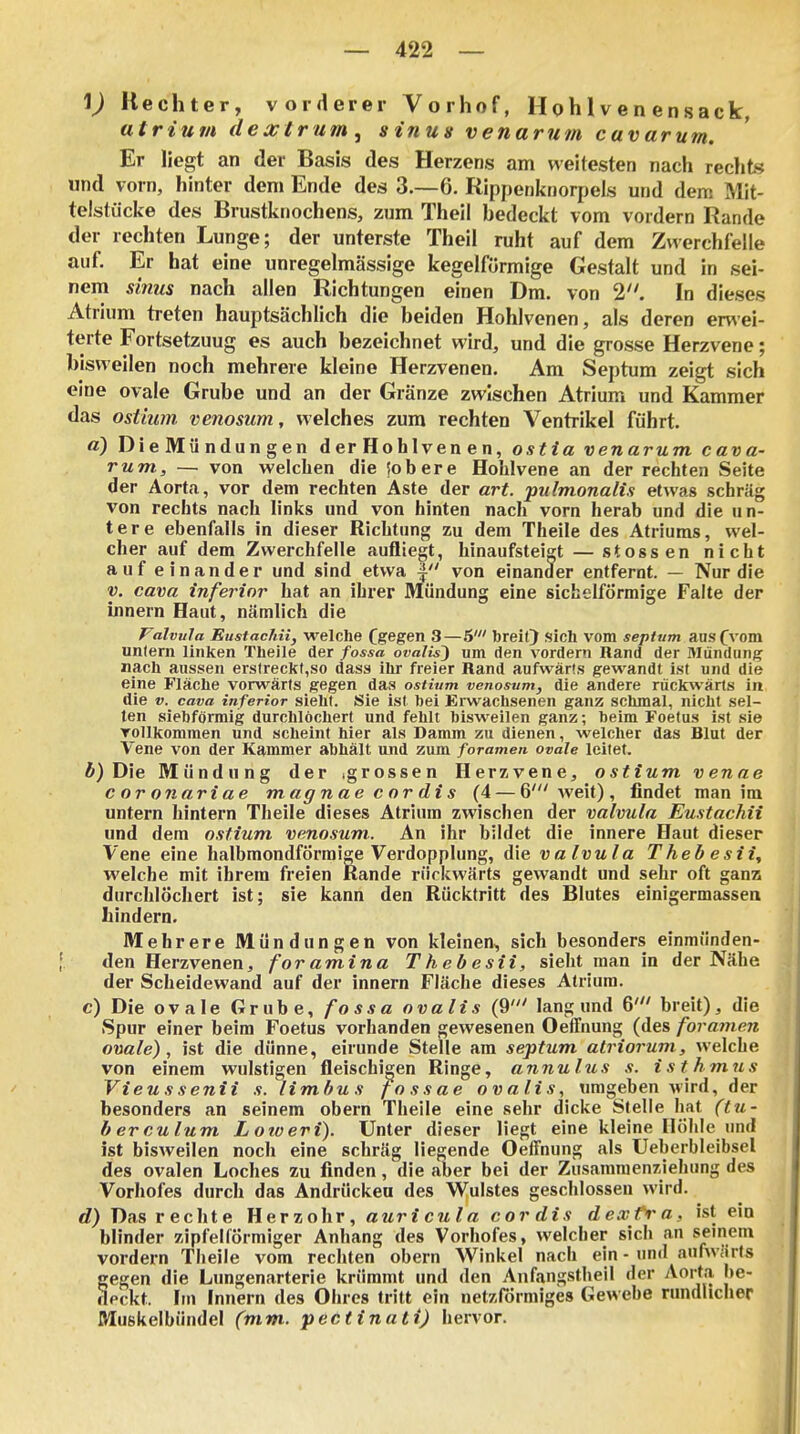 1) Kechter, vorderer Vorhof, Hohlven ensack, atrium dextrum ^ sinus venarum cavarum. Er liegt an der Basis des Herzens am weitesten nach rechts und vorn, hinter dem Ende des 3.-6. Rippenknorpels und dem Mit- telstücke des Brustknochens, zum Theil hedeckt vom vordem Rande der rechten Lunge; der unterste Theil ruht auf dem Zwerchfelle auf. Er hat eine unregelmässige kegelförmige Gestalt und in sei- nem Sinus nach allen Richtungen einen Dm. von 2. In dieses Atrium treten hauptsächlich die beiden Hohlvenen, als deren erwei- terte Fortsetzung es auch bezeichnet wird, und die grosse Herzvene; bisweilen noch mehrere kleine Herzvenen. Am Septum zeigt sich eine ovale Grube und an der Gränze zwischen Atrium und Kammer das ostium venosum, welches zum rechten Ventrikel führt. a) Die Mü ndun gen der Hohlven en, ostia venarum cava- rum, — von welchen die 5obere Hoblvene an der rechten Seite der Aorta, vor dem rechten Aste der art. pulmonalis etwas schräg von rechts nach links und von hinten nach vorn herab und die un- tere ebenfalls in dieser Richtung zu dem Theile des Atriums, wel- cher auf dem Zwerchfelle aufliegt, hinaufsteigt — stossen nicht auf einander und sind etwa | von einander entfernt. — Nur die y. Cava inferior hat an ihrer Mündung eine sichelförmige Falte der innern Haut, nämlich die Falvula EustacJiii, welche fgegen 3—5' breit) sich vom septum aus ([vom unlern linken Theile der fossä ovalis) um den vordem Rand der Mündung nach aussen erstreckt,so dass ihr freier Rand aufwärts gewandt ist und die eine Fläche vorwärts gegen das ostium venosum, die andere rückwärts in die V. Cava inferior sieht. Sie ist hei Erwachsenen ganz schmal, nicht sel- ten siebförmig durchlöchert und fehlt bisweilen ganz; beim Foetus ist sie TOllkommen und scheint hier als Damm zu dienen, welcher das Blut der Vene von der Kammer abhält und zum foramen ovale leitet, Ä) Die Mündung der .grossen Herzvene, ostium venae coronariae magnae cor dis (4 — 6'weit) , findet man im untern hintern Theile dieses Atrium zwischen der valvula Eustachii und dem ostium venosum. An ihr bildet die innere Haut dieser Vene eine halbmondförmige Verdopplung, die valvula Theb esii, welche mit ihrem freien Rande rückwärts gewandt und sehr oft ganis durchlöchert ist; sie kann den Rücktritt des Blutes einigermassen hindern. Mehrere Mündungen von kleinen, sich besonders einmünden- den Herzvenen, foramina Thebesii, sieht man in der Nähe der Scheidewand auf der Innern Fläche dieses Atrium. c) Die ovale Grube, fossa ovalis (9' lang und 6' breit), die Spur einer beim Foetus vorhanden gewesenen Oeffnung (des foramen ovale), ist die dünne, eirunde Stelle am septum atriorum, welche von einem wulstigen fleischigen Ringe, annulus s. isthmns Vieussenii s. limbus fossae ovalis, umgeben Avird, der besonders an seinem obern Theile eine sehr dicke Stelle bat (tu- berculum Loroeri). Unter dieser liegt eine kleine Höhle und ist bisweilen noch eine schräg liegende Oeffnung als Ueberbleibsel des ovalen Loches zu finden, die aber bei der Zusamraenziehung des Vorhofes durch das Andrücken des Wulstes geschlossen wird. d) Das rechte Herzohr, auricula cordis dexfva, ist ein blinder zipfelförmiger Anhang des Vorhofes, welcher sich an seinem vordem Theile vom rechten obern Winkel nach ein - und anfwärls fegen die Lungenarterie krümmt und den Anfangstlieil der Aorta be- pckt. hn Innern des Ohres tritt ein netzförmiges Gewebe rundlicher Muskelbündel (mm. pectinati) hervor.