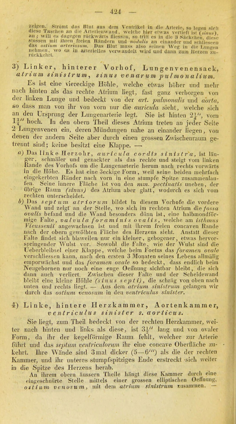 zeipeii. Strömt das Blut aus dem Venfrlkel in die Arlerle, so legen Hlrh diese Tasolie« an die Arleiieiiwaiid, welrlie hier etwas vertieft ist fAi««*) mi ,• will OS dagegen rückwärts lllesson, so tritt es in die 3 (Sackclien diesA Stessen mit ihren freien Rändern und nodiilis an einander und schlleseen das osliiim arteriosum. Das Blut muss also seinen AVeg In die Lungen nelimen, wo es in aalerielle.s verwaudelt wixU und dann zum Herzen zu- ruckkeJirt. 3) Linker, hinterer Vorhof, Lun gen venensack, atrium sinistrum^ sitius venarum fulmonalium. Es ist eine viereckige Höhle, welche etwas höher und mehr nach liinten als das rechte Atrium liegt, fast ganz verborgen von der linken Lunge und bedeckt von der art. pulmonalis und aorta, so dass man von ihr von vorn nur die auricula sieht, weiche sich an den Ursprung der Lungenarterie legt. Sie ist hinten 2}, vorn 1| hoch. In den obern Theil dieses Atrium treten an jeder Seite 2 Lungenvenen ein, deren Mündungen nalie an einander liegen, von denen der andern Seite aber durch einen grossen Zwischenraum ge- trennt sind; keine besitzt eine Klappe. — «) Das link e Herzohr, auricula cordis sinis tra, ist län- ßer, schmäler und gezackter als das rechte und steigt vom linken ande des Vorhofs um die Lungenarterie herum nach rechts vorwärts in die Höhe. Es hat eine 3eckige Form, weil seine beiden mehrfach eingekerbten Ränder nach vorn in eine stumpfe Spitze zusammenlau- fen._ Seine innere Fläche ist von den mm. pectinalis uneben, der übrige Raum (sinus) des Atrium aber glatt, wodurch es sich vom rechten unterscheidet. b) Das septum atr iorum bildet in diesem Vorhofe die vordere Wand und zeigt an der Stelle, wo sich im rechten Atrium die fossa ovalis befand und die Wand besonders dünn ist, eine halbmondför- mige Falte, valvula for amini s ovalis, welche am isthmus Vieussenii angewachsen ist und mit ihrem freien concaven Rande nach der obern gewölbten Fläche des Herzens sieht. Anstalt dieser Falte findet sich bis'tveilen nur ein kleiner, gebogener, etwas hervor- springender Wulst vor. Sowohl die Falte, wie der Wulst sind die Ueberbleibsel einer Klappe, welche beim Foetus das foramen ovale verschliessen kann, nach den ersten 3 Monaten seines Lebens allmälig emporwächst und das foramen ovale so bedeckt, dass endlich beim Netigebornen nur noch eine enge Oelfnung sichtbar bleibt, die sich dann auch verliert. Zwischen dieser Falte und der Scheidewand bleibt eine kleine Höhle (sinus septi), die schräg von oben nach unten und rechts liegt. — Aus dem atrium sinistriim gelangen wir durch das ostium venosum in den ventriculus siiiister. 4) Linke, hintere Herzkammer, Aortenkammer, ventriculus sinister s.aorticus. Sie liegt, zum Theil bedeckt von der rechten Herzkammer, wei- ter nach hinten und links als diese, ist 3,} lang und von ovaler Form, da ihr der kegelförmige Raum fehlt, welcher zur Arterie fiihrt und das septtim ventriculorum ihr eine concave Oberfläche zu- kehrt. Ihre Wände sind 3 mal dicker (5—6') als die der rechten Kammer, und ihr unteres stumpfspitziges Ende erstreckt sich weiter in die Spitze des Herzens herab. An ihrem obern äussern Theile hängt diese Kammer durch eine •'ingeschnürte Stelle mittels einer grossen elliptischen Oeffnung. ottium venosum, mit dem atrium sinistrum rusainmen. —