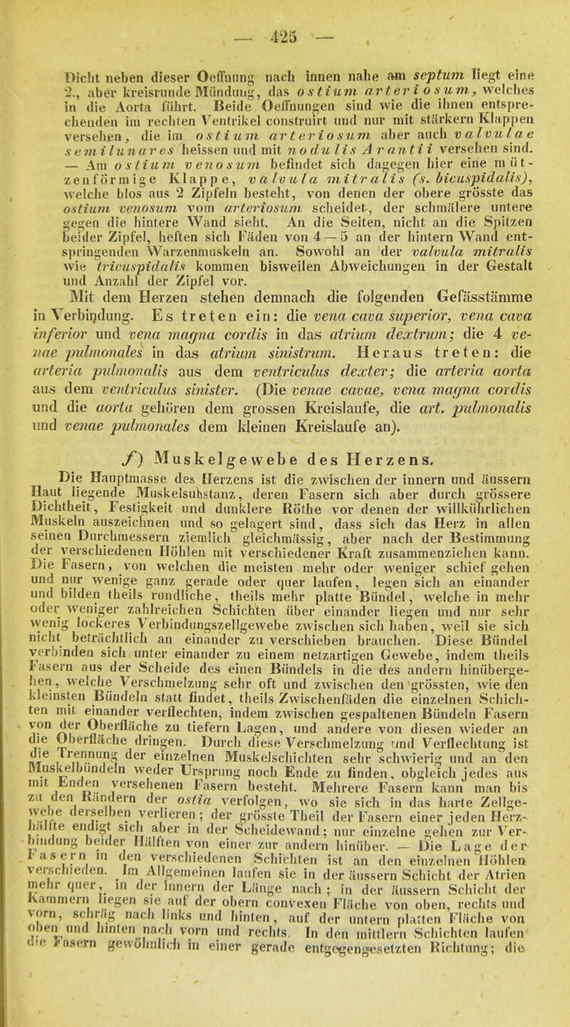 Diclit neben dieser Oeffnnng nach innen nahe am septum liegt eine 2., aber la-eisnnule Miindiiug, das ostium arter i osuvi, welclies in die Aorta lilhrt. Beide OelTnungen sind wie die iiuien entspre- chenden im reciiten Ventriicel constriiirt und nur mit stilrlvern Klappen versehen j die im ostium arteriosum aber mch v a Ivu la e s e m i lu7iar es heissen und mit nodu Iis A rantii versehen sind. — Am ostium v euo sum befindet sich dagegen hier eine miit- 5S e n 1' ö r m i g e Klappe, v a I v ul a mitral i s (s. bicuspidalis), welche blos ans 2 Zipfeln besteht, von denen der obere grösste das ostium venosum vom arteriosum sclieidet, der schmälere untere gegen die liintere Wand sieht. An die Seiten, nicht an die Spitzen beider Zipfel, heften sich Fäden von 4 —5 an der hintern Wand ent- springenden Warzenmuskeln an. Sowohl an der valvula mitralis wie tricuspidalis Ivommen bisweilen Abweichungen in der Gestalt und Anzahl der Zipfel vor. Mit dem Herzen stehen demnach die folgenden Gefässtämme in Verbiijdung. Es treten ein: die ve7ia cava superior, vena cava inferior und vena magna cordis in das atrium dextrum; die 4 ve- nae pidnionales in das atrium sinistrum. Heraus treten: die arteria pidmonalis aus dem ventriculus dexter; die arteria aorta aus dem ventriculus sinister. (Die venae cavae, vena magna cordis und die aorta gehören dem grossen Kreislaufe, die art. pidnionaUs und venae pidmonales dem kleinen Kreislaufe an). f) Muskelgewebe des Herzens. Die Hauptmasse des Herzens ist die zwischen der innern und äussern Haut Hegende Musivelsubstanz, deren Fasern sich aber durch grössere Dichtheit, Festigkeit und dunklere Rothe vor denen der %villkii1ulichen JVIuskeln auszeichnen und so gelagert sind, dass sich das Herz in allen seinen Durchmessern ziemlich gleichmässig, aber nach der Bestimmung der verschiedenen Höhlen mit verschiedener Kraft zusammenziehen kann. Die Fasern, von welchen die meisten mehr oder weniger schief gehen und nur wenige ganz gerade oder quer laufen, legen sich an einander und bilden theils rundliche, theils mehr platte Bündel, welche in mehr oder weniger zahlreicben Schichten über einander liegen und nur sehr wenig lockeres Verbindungszellgewebe zwischen sich haben, weil sie sich nicht beträchtlich an einander zu verschieben brauchen. Diese Bündel verbinden sich unter einander zu einem netzartigen Gewebe, indem theils Fasern aus der Scheide des einen Bündels in die des andern hinüberge- hen, welche Verschmelzung sehr oft und zwischen den grössten, wie den klemsten Bündeln statt findet, theils Zwischenfäden die einzelnen Schich- ten niit einander verflechten, indem zwischen gespaltenen Bündeln Fasern von der Oberfläche zu tiefern Lagen, und andere von diesen wieder an die Uberflädie dringen. Durch diese Verschmelzung und Verflechtung ist „i^ /'^t einzelnen Muskelschichten sehr schwierig und an den Muskelbundeln weder Ursprung noch Ende zu finden, obgleich jedes aus mit H-nden versehenen Fasern besteht. Mehrere Fasern kann man bis zu den Kandern der ostia verfolgen, wo sie sich in das harte Zellge- webe derselben verlieren; der grösste Theil der Fasern einer jeden Herz- Jiallte endigt sich aber in der Scheidewand; nur einzelne gehen zur Ver- hiMdung beider Hälften von einer zur andern hinüber. — Die Lage der Jrasern in den verschiedenen Schichten ist an den einzelnen Höhlen verschieden. Im Allgemeinen laufen sie in der äussern Schicht der Atrien mehr quer, in der innern der Länge nach; in der äussern Schicht der Kammern liegen sie auf der obern convexen Fläche von oben, rechts und vorn, schräg nach links und hinten, auf der untern platten Fläche von oben und hinten nach vorn und rechts. In den mittlem Schichten laufen Ute fasern gewöhnlich in einer gerade entgegengesetzten Richtung; die