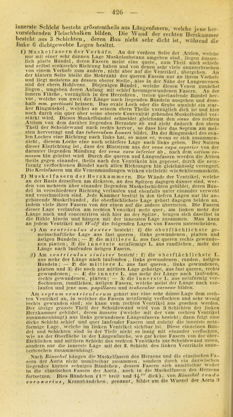 innei-ste Schicht besteht grösstentheils aus L.'lngeafiisern, welche jene her- vorslelienden Fleischbalken bilden. Die Wand der rechten Herzkammer besteht ans 3 Sciiichten, deren Bau nicht sehr dicht ist, während die linke 6 dichtgevvebte Lngen besitzt. 13 Muskelfasern der Vorliöfe. An der vordem Seile der Atrien, w^clie nur iiiil einer selir dünnen Lage Muskelsubstanz umgehen sind, liegen ausser- )ich platte Bündel, deren Fasern meist eine quere, zum Tlieil auch scliiefe und seihst senkrechte Uichtung haben und von denen sehr viele ununlerhrochen von einem Vorhofe zum andern, nicht aher auf die Ventrikel, ühergehen An der hintern Seite bleihi die Mehrzahl der queren Fasern nur an ihrem A'örhofe und liegt meistens an dessen oberer Stelle, also in der Nähe der Lungenvenen und der Obern Hohlvene. Diejenigen Bündel, welche diesen Venen zunächst liegen, umgeben deren Anfang mit schief herumgewundenen Fasern. An der Iiinern Fläche, vorzüglich in den Ilerzoliien, treten querlaufende Bündel her- vor, welche von zwei der Länge nach liegenden Bündeln ausgehen und de.ss- halb mm. pectinatt lieissen. Das ovale Loch oder die Grube umzieht ein star- ker Ringmuskel, welcher an seinem obern Theile vorzüglich dick ist und hier noch durch ein quer über seine oberste C'onvexität gehendes Muskelhündel ver- stärkt wird. Dieses Muskelbündel schneidet gleichsam den sinvs des rechten Atrium von dem darüber liegenden Herzohre ab und zieht dadurch den obern Theil der Scheidewand nach rechts hervor, so dass hier das Septum am mei- sten hervorragt und das tuberculum Loweri bildet. Da der Riiigmuskel des ova- len Loches eine Richtung nach links hat, so niuss er, wenn er sich zusammen- zieht , diesem Loche eine noch schiefere Lage nach links geben. Der Nutzen dieser Einrichtung ist, dass der Blutstrom aus der vena capa superior von der darunter liegenden Mündung der vena cava inferior ab, nach dem osiium ve- nosum hin geleitet wird Durch die queren und'Längenfasern werden die Atrien theils gegen einander, Iheils nach den Ventrikeln hin gepresst, durch die netz- förmig verflochtenen Bündel nach allen Richtungen hin gleichmässig verengert. Die Kreisfasern um die Venenmündungen wirken vielleicht wieSchliessmuskeln. 2) Muskelfasern der Herzkammern. Die Wände der Ventrikel, welche an der Basis derselben am dicksten, an den Spitzen dagegen dünner sind, wer- den von mehrern über einander liegenden Muskelschithlen gebildet, deren Bün- del in verschiedener Richtung verlaufen und ebenfalls unter einander verweht und verschmolzen sind. Jede Kammer besitzt in den tiefern Lagen nur ihr an- gehörende Muskelbündel, die oberflächlichste Lage gehört dagegen beiden an, indem viele ihrer Fasern von der einen auf die andere übertreten. Die Fasern dieser Lage verlaufen am rechten Ventrikel melir quer, am Unken mehr der Länge nach und concentriren sich hier an der Spitze, heugen sich daselbst in die Höhle hinein und hängen mit der innersten Lage zusammen. Man kann an Jedem Ventrikel mit TVolff die folgenden Lagen von Fasern unterscheiden. a) Am ventriculus deocter bestellt: 1) die oberflächlichste ge- meinschaftliche Lage aus fast queren, links gewundenen, platten und ästigen Bündeln; — 2) die mittlere L. aus fast queren rechts gew-unde- nen platten; 3) die innerste netzförmige L. aus rundlichen, mehr der Länge nach laufenden ästigen Fasern. ß) Am ventriculus sinister besteht: 1) die oberflächlicliste L. aus mehr der Länge nach laufenden ,. links gew^lndenen, runden, ästigen Bündeln; — 2) die mittlere L. aus fast queren, links gew-undenen, platten und 3) die noch zur mittlem Lage gehörige, aus fast queren, rechts gewundenen; — 4) die innere L. aus mehr der Länge nach laufenden, rechts gewundenen, platten; — 5) die innerste L. aus nelzfönnig ver- flochtenen, rundlichen, ästigen Fasern, welche meist der Länge nach ver- laufen und jene mm. papilläres und irabectilae carneae bilden. Am septum v e ni ricu l o rn m gehört nur eine sehr dünne Lage dem rech- ten Ventrikel an, in welcher die Fasern netzförmig verflochten und sehr wenig rechts gewunden sind; sie kann vom rechten Ventrikel aus gesehen werden. Der übrige grösste Theil der Scheidew^and wird von 3 Scliicliten der linken Herzkammer gebildet, deren äussere fwelche mit der vom recliten A'entrikel zusammenhängt) aus links gewundenen Längenfasern besteht; dann folgt eine dicke Schicht schief und quer laufender Fasern und zuletzt die innerste netz- förmige I/age, welche im linken Ventrikel sichtbar ist. Diese einzelnen Hün- del und Schichten sind in der Tiefe nicht so innig mit einander verflochten, wie an der Oberfläche in der Längenfuiclie, wo gar keine Fasern von der ober- flächlichen und mitllern Schicht des rechten Ventrikels zur Scheidewand treten, Hondern nur die innerste Lage mit der 2. Schicht des linken Ventrikels unun- terbrochen Zusammenhängt. Nach Biitischel hängen die Muskelfasern des Herzens und die ela.s(ischen Fa- sern der Aorta nicht immillelliar zusammen, sondern durch ein dfizwisrluMi liegendes kurzes sehniges Bändchen, dessen Fasern sich iininillelbHr weder in die elastischen Fasern der Aorla. iiocli in die Muskelfasern des Jlerzi-ns fortsetzen. Dies Bändchen fl' breit und \^' dick), von lUhischcl lou.ln eoroHariiiit, Kranzbnndclien, genannt, bildet um die Wurzel df^r Aorta .t
