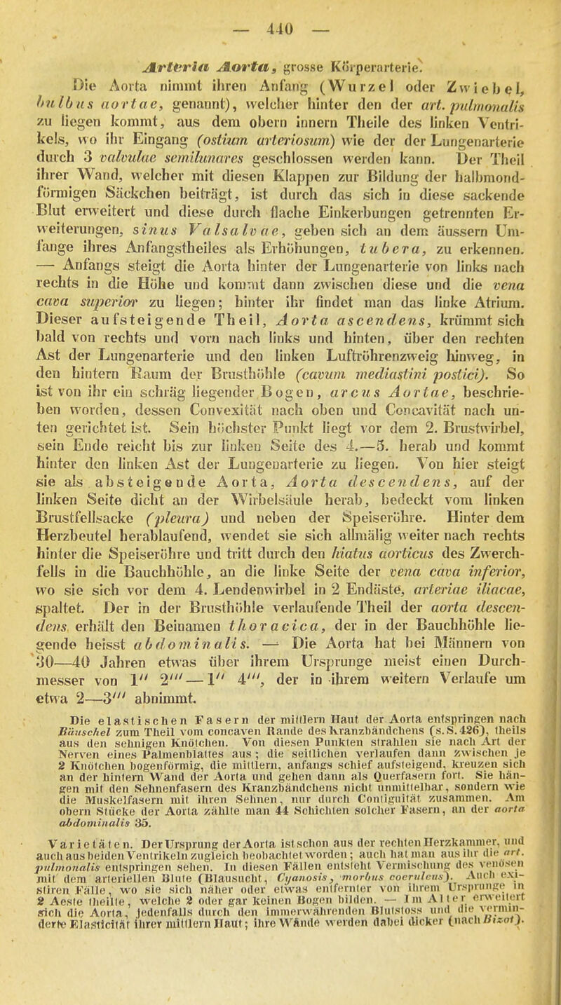 JLrttirla JLortUi grosse Körperarterie^ Die Aorta nimmt ihren Anfang (Wurzel oder Zwiebel, hu Ib as aortae, genannt), welcher hinter den der art. pidmonulis zu liegen kommt, aus dem obern Innern Theile des linken Ventri- kels, wo ihr Eingang (ostiwn urieriosum) wie der der Lungenarterie durch 3 valvulae semihmares geschlossen werden kann. Der Theil ihrer Wand, welcher mit diesen Klappen zur Bildung der halbmond- förmigen Säckchen beiträgt, ist durch das sich in diese sackende Blut erweitert und diese durch flache Einkerbungen getrennten Er- weiterungen, sinus Valsalvae, geben sich an dem äussern Um- iange ihres Anfangstheiles als Erhöhungen, tubera, zu erkennen. — Anfangs steigt die Aorta hinter der Lungenarterie von links nach rechts in die Höhe und kommt dann zwischen diese und die vena Cava superior zu liegen; hinter ihr findet man das linke Atrium. Dieser aufsteigende Theil, Aorta ascendens, krümmt sich bald von rechts und vorn nach links und hinten, über den rechten Ast der Lungenarterie und den linken Luftiöhrenzweig hinweg, in den hintern Kaum der Brusthöhle (cavuin mediastini postici). So ist von ihr ein schräg liegender Bogen, arcus Aortae, beschrie- ben worden, dessen Convexitiit nach oben und Concavität nach un- ten gerichtet ist. Sein höchster Pimkt liegt vor dem 2. Brustwirbel, sein Ende reicht bis zur linken Seite des 4.—5. herab und kommt hinter den linken Ast der Lungenarterie zu liegen. Von hier steigt sie als absteigende Aorta, Aorta descendens, auf der linken Seite dicht an der Wirbelsäule herab, bedeckt vom linken Brustfellsacke (pleura) und neben der Speiserühre. Hinter dem Herzbeutel herablaufend, wendet sie sich allmälig weiter nach rechts hinter die Speiseröhre und tritt durch den hiatus aorticus des Zwerch- fells in die Bauchhöhle, an die linke Seite der ve^ia cava inferior, wo sie sich vor dem 4. Lendenwirbel in 2 Endäste, arteriae iliacae, spaltet. Der in der BrusthJihle verlaufende Theil der aorta descen- dens. erhält den Beinamen thoracica, der in der Bauchhöhle lie- gende heisst abdominalis. —■■ Die x\orta hat bei Männern von ';J0—40 Jahren etwas über ihrem Ursprünge meist einen Durch- messer von 1 2'—1 i', der in ihrem weitern Verlaufe um etwa 2—Z' abnimmt. Die elastischen Fasern der milllern Haut der Aorta entspringen nach Räiisclicl zum Theil vom concaven Rande des Kranzhändchens f s. S. 426), theils aus den sehnigen Knötchen. Von diesen Punkten siralilen sie nacl» Art der Nerven eines Palmenblattes aus; die seillichen verlaufen dann zwischen je 2 Knötchen hogenförmig, die miltlern, anfangs schief aufsteigend, kieuzen sich an der hinlern Wand der Aorta und gehen dann als Querfasern fort. Sie hän- gen mit den Sehnenfasern des Kranztaändchens nicht unmiKelhar, sondern wie die Muskelfasern mit ihren Seimen, nur durch Coniiguilät zusammen. Am Obern Stücke der Aorta zählte man 44 Schichten solcher Fasern, an der aorta abdominalis 35. Varietäten. DerUrsprung der Aorta istschon aus der rechten Herzkammer, und aucli aus beiden Ventrikeln zugleich beobachtet worden; auch hat mau aus ihr Am ort. piilmonalis entspringen sehen. In diesen Fällen entsteht Vermischung des venösen mit dem arteriellen White (Blausucht, Ci/anosis, morbus cocmlciis^. Auen e.\i- sliren Fälle, wo sie sich näher oder etwas entfernter von ilirem Urspninge in « Aesle (heilte, welche 2 oder gar keinen Bogen bilden. — Im Aller er^^eIlert srich die Aorta, (edenfalls durch den immerwährenden Blutsloss und \''V- derlv Elasiicität ilirer miltlern Haut; ihre\^'Ände werden dabei dicker (j\m\aisoij.