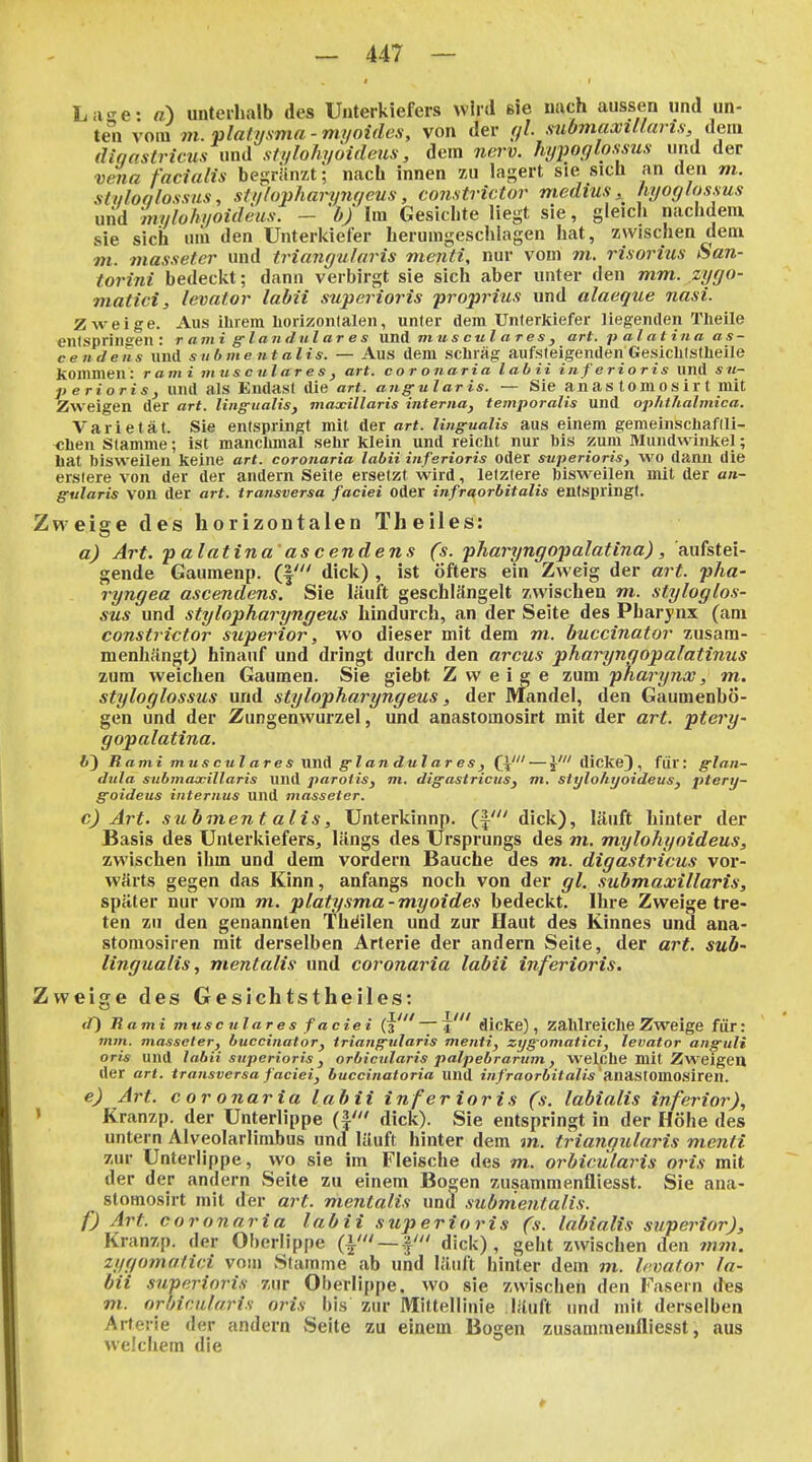 Lii-^e: a) unterhalb des Unterkiefers wird ele nach aussen und un- ten vom m. platmma-myoides, von der r/l. siibmaxillaris, dem diqaslricus und stylohy6ideus, dem nerv, hypoglossus und der Vena facialis begrlinzt; nach innen zu lagert sie sich an den m. sti/lonlossns, st//fophary7if/cus, constrictor medius, hyoglossus und mylohi/oideus. - 'bj Im Gesichte liegt sie, gleich nachdem sie sich nili den Unterkiefer herumgeschlagen hat, zwischen dem m. masseter und triangularis menti, nur vom m. risorius San- torini bedeckt; dann verbirgt sie sich aber unter den mm. zygo- matici, levator labil superioris proprius und alaeque nasi. Zweige. Aus ihrem liorizon(alen, unier dem Unterkiefer liegenden Theile enlsprinffen : r aini g'landnlar es \mä mu s cul a r e s , art. p al at in a a s- ce Ilde US und s u b nie ut alis. — Aus dem schräg aufsteigenden Gesichlstheile kommen: rami inusculares, art. cor onaria lahii inferioris und su- perioris, und als Endast die art. angularis. — Sie anas tomosir t mit Zweigen der art. Ungualis, maoeillaris interna, temporalis und ophtlialmica. Varietät. Sie entspringt mit der art. lingualis aus einem gemeinschaftli- chen Stamme; ist manchmal sehr klein und reicht nur bis zum Mundwinkel; liat bisweilen keine art. coronaria labii inferioris Oder svperioris, wo dann die erslere von der der andern Seite ersetzt wird, letztere bisweilen mit der an- gularis von der art. transversa faciei Oder infraorbitalis entspringt. Zw eige des horizontalen Theiles: a) Art. -p a tatina asc endens (s. -pharyngopalatina), aufstei- gende Gaumenp. (|' dick) , ist öfters ein Zweig der art. pha- ryngea ascendens. Sie läuft geschlängelt zwischen m. styloglos- sus und stylopharyngeus hindurch, an der Seite des Pharynx (am constrictor superior, wo dieser mit dem m. buccinator zusam- menhängt) hinauf und dringt durch den arcus pharyngopalatinus zum weichen Gaumen. Sie giebt Zweige zum 'pharynx, m. styloglossus und stylopharyngeus, der Mandel, den GaumenbÖ- gen und der Zungenwurzel, und anastomosirt mit der art. ptery- gopalatina. Uy Rami musculares und glanduläres, Q' — y dicke), für: glan- dula submaxillaris und parotis, m. digastricus, m. stylohtjoideus, ptery- goideus internus und masseter. c) Art. subment alis, Unterkinnp. (|' dick), läuft hinter der Basis des Unterkiefers^ längs des Ursprungs des m. mylohyoideus, zwischen ihm und dem vordem Bauche des m. digastricus vor- wärts gegen das Kinn, anfangs noch von der gl. submaxillaris, später nur vom m. platysma-myoides bedeckt. Ihre Zweigetre- ten zu den genannten Tht^ilen und zur Haut des Kinnes und ana- stomosiren mit derselben Arterie der andern Seite, der art. sub- ungualis, mentalis und coronaria labii inferioris. Zweige des Gesichtstheiles: J) Rami musculares f aciei (s'*' dicke), zahlreiche Zweige für: Wim. masseter, buccinator, triangularis menti, zygomatici, levator anguli oris und labii siiperioris, orbicularis palpebrarum, welche mit Zweigen der art. transversa faciei, buccinatoria und infraorbitalis anastomosiren. e) Art. coronaria labii inferioris (s. labialis inferior), ' Kranzp. der Unterlippe (|' dick). Sie entspringt in der Höhe des untern Alveolarlimbus und läuft hinter dem m. triangularis menti zur Unterlippe, wo sie im Fleische des m. orbicülaris oris mit der der andern Seite zu einem Bogen ziisammenfliesst. Sie ana- stomosirt mit der a7 t. mentalis und submeiitalis. f) Art. coronaria labii superioris (s. labialis superior), Kranzp. der Oberlippe {\'— dick), geht zwischen den mm. zygomatici vom Stamme ab und läuft hinler dem m. levator la- bii superioris zur Oberlippe, wo sie zwischen den Fasern des m. orbicularis oris bis zur Mittellinie läuft und mit derselben Arterie der andern vSeile zu einem Bogen zusammenfliesst, aus welchem die