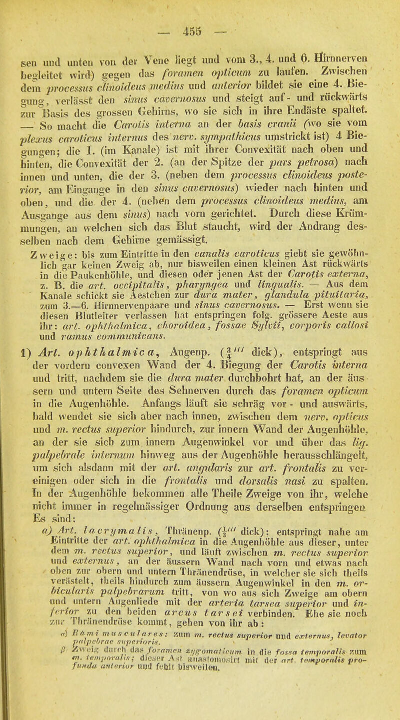 seo und unttm von der Vene liegt und vom 3., 4. und 0. Hhnnei ven begleitet wird) gegen das foramen opticnm 7ai laufen. Zwischen dein processus cUno'uleus rnedius und anterior bildet sie eine 4, Bie- oxn)o-, verlässt den shms cavernosus und steigt auf- und rückwärts zur Basis des grossen Gehirns, wo sie sich in ihre Endäste spaltet. So macht die Carotis interna an der basis cranii (wo sie vom 2)lea us cnroticus internus des nerc. sympathicus umstrickt ist) 4 Bie- gungen; die 1. (im Kanäle) ist mit ihrer Convexität nach oben und hinten, die Convexität der 2. (an der Spitze der pars petrosd) nach innen und unten, die der 3. (neben dem processus clinoideus poste- rior, am Eingange in den shms cavernosus) wieder nach hinten und oben, und die der 4. (neben dem processus clinoideus medius, am Ausgange aus dem sinus) nach vorn gerichtet. Durch diese Krüm- mungen, an vvelcheu sich das Blut staucht, wird der Andrang des- selben nach dem Gehirne gemässigt. Zvveio-e: bis zum Eintritte in den canalis caroticus giebt sie gewöhn- lich gar keinen Zweig ab, nur bisweilen einen kleinen Ast rückwärts in die Paukenhöhle, und diesen oder jenen Ast der Carotis externa, z. B. die art. occipitalis, pharyngea und linnualis. — Aus dem Kanäle schickt sie Aestchen zur dura mater, glandula pituitaria, zum 3.—6. Hirnnervenpaare und sinus cavernosus. — Erst wenn sie diesen Blutleiter verlassen hat entspringen folg. grössere Aeste aus ihr: art. ophthalmica^ chnroidea, fossae Sylvii, corporis callosi und ramus communicans. 1) Art. Ophthalmie a., Augenp. (.|' dick), entspringt aus der vordem convexen Wand der 4. Biegung der Carotis interna und tritt, nachdem sie die dura mater durchbohrt hat, an der aus sern und untern Seite des Sehnerven durch das foramen 02)ticum in die Augenhöhle. Anfangs läuft sie schräg vor - und auswärts, bald wendet sie sich aber nach innen, zwischen dem nerv, opticus und m. rectus superior hindurch, zur Innern Wand der Augenhöhle, an der sie sich zum Innern Augenwinkel vor und über das lirj. jjalpeörale internwn hinweg aus der Augenhöhle herausschlängelt, um sich alsdann mit der art. angidaris zur art. frontalis zu ver- einigen oder sich in die frontalis und dorsalis nasi zu spalten. In der Augenhöhle bekommen alle Theile Zweige von ihr, welche nicht immer in regelmässiger Ordnung aus derselben entspringee Es sind: a) Art. lacrymalis, Thrilnenp. (|' dick); entspringt nahe am Eintritte der art. ophthalmica in die Augenhöhle aus dieser, unter dem m. rectus superior, und läuft zwischen m. rectus superior und externus, an der äussern Wand nach vorn und etwas nach oben zur obern und untern Thränendrüse, in welcher sie sich theils verästelt, tbeils hindurch zum äussern Augenwinkel in den m. or- hicularis palpebrarum tritt, von wo aus sich Zweige am ohern und imteru Augenliede mit der artei ia tarsea superior und in- frrior im den beiden arcus ««r.v ei verbinden. Ehe sie noch v.\w Tliränendrüse kommt, gehen von ihr ab: n) UAmi musctilnres; Kum m. rectus superior uud externus, levator l>(ilj)i;orne .•itipcrioTis. ß Zwois lUiif li (las /o?n»if>;i zi/pcomaliriim in die fos.ia temporalis 7.i\m m. ieiirporali/i j dieser A st anaslomwih t niil Aar ort. tcm-uoraUs pro- funda antertur u«d fubll Uitrwt'iieii.