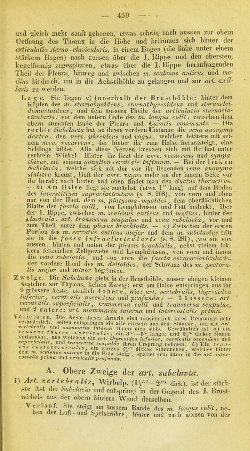 imd gleich ioiehr sanft gebogen, etwas scliriiü; nach aussen zur obern Oeflnung des Tliorax in die Hübe und krümmen sich hinter der articulatio stmio - clavicularis, in einem Bogen (die linke unter einem stärkern Bogen) nach aussen über die 1. Rippe und den obersten, kegelförmig zugespitzten, etwas über die I.Rippe heraufragenden Theil der Pleura, hinweg und zwischen m. scnlenus aniicus und me- iliiis hindurch, um in die Achselhöhle zu gelangen und zur urt. axil- laris zu v>'erden. Lage. Sie liegen a) innerhalb der Brusthöhle: hinter dem Köpfen des ni. sternohyoidens, sternothyreoideus und sternoclei- doma.s'toideus, und dem äussern Theile der articulatio .steimocla- vicularis, vor dem untern Ende des m. longus colli, zwischen dem obern stumpfen Ende der Pleura und Carotis communis. — Die rechte Subclavia hat an ihrem vordernUmfange die vena anonyma dextra, den nerv, phrenicus und vagus, welcher letztere mit sei- nem 7ze?ü. recurrens, der hinter ihr zum Halse heraufsteigt, eine Schlinge bildet. Alle diese Nerven kreuzen sich mit ihr fast unter rechtem Winkel. Hinter ihr liegt der nerv, recurrens und sympa- thicus, mit seinem yanglion cervicale infimum. — Bei der linken Subclavia, welche sich mit der vor ihr liegenden vena anonyma sinistra kreuzt, läuft der nerv, vagus mehr an der innern Seite vor ihr herab; nach hinten und oben findet man den ductus thoracicus. — V) Am Halse liegt sie zunächst (etwa 1 lang) auf dem Boden des interstitium swpraclaviculare (s. S. 268), von A'orn und oben nur von der Haut, dem m. platysma-myoides, dem oberflächlichen Blatte der fascia colli, von Lymphdrüsen und Fett bedeckt, über der I. Rippe, zwischen m. scalenus anticus und medius, hinter der filavicula, art. transversa scapulae und vena subclavia, vor und zum Theil unter dem plexus brachialis. — c) Zwischen der ersten Portion des m. serratus anticus major und dem m. .subclavius tritt sie in fossa infr aclavicularis (s. S. 281), ,vvo sie von aussen, hinten und unten Aqt plexus brachialis, nebst vielem lok- kern fettreichen Zellgewebe und Lymphdrüsen, von vorn und innen die Vena subclavia, und von vorn die fascia coracoclavicularis, der vordere Rand des m. deltoides, der Schwanz des m. pectora- lis major und minor begränzen. Zweige. D\e Subclavia giebt in der Brusthöhle, ausser einigen kleinen Aejtchen zur Thymus, keinen Zweig; erst am Halse entspringen aus ihr 9 grössere Aeste, nämlich 4 obere, wie: art. vertebralis, thyreoidea in/erior, cervicalis ascendens und profunda; — 3 äussere: art. cervicalis superficialis, transversa colli und transversa scapulae, und 2 untere: art. mammaria interna und intercostalis prima. Varietäten. Die Aeste dieser Arterie sind liinsichtlicli ihres Ursprungs selir veraiiueruch, seilen entspringren sie alle einzeln aus dem Stamme, nur die an. verlebratis und mammaria iiiierna Ihuen dies SielS. Gewöhnlich ist ein iruncjis thyreo -cervicalis, ein 3'—6' langer und 2),' dicker stamm voriianuen, aus welchem die art. thyreoidea inferior, cervicalis ascendens und superßciaiis, unA transversa scapulae ihren Ursprung nehmen. 6) Ein trun- -^oml* 7^''''^'*.^ kurzes 1'' dickes Slämmchen, welches hinter IVl) T' r^ anncus in die Höhe steigt, spaltet sich dann in die art. inter- coslalts prima und cervicalis profunda. ^ ' *^ A. Obere Zweige der art. subclavia. 1) Ari. vertebralis, Wirbelp. (U'—2' dick), ist der stärk- ste Ast der Subclavia und entspringt 'in der Gegend des 1. Brust- wirbels aus der obern hititern Wand derselben. Verlauf. Sie steigt am äussern Rande des m. longus colli, ne- hen üer Luft - und .biiciseröhre, hinter und muh äi.wn von der
