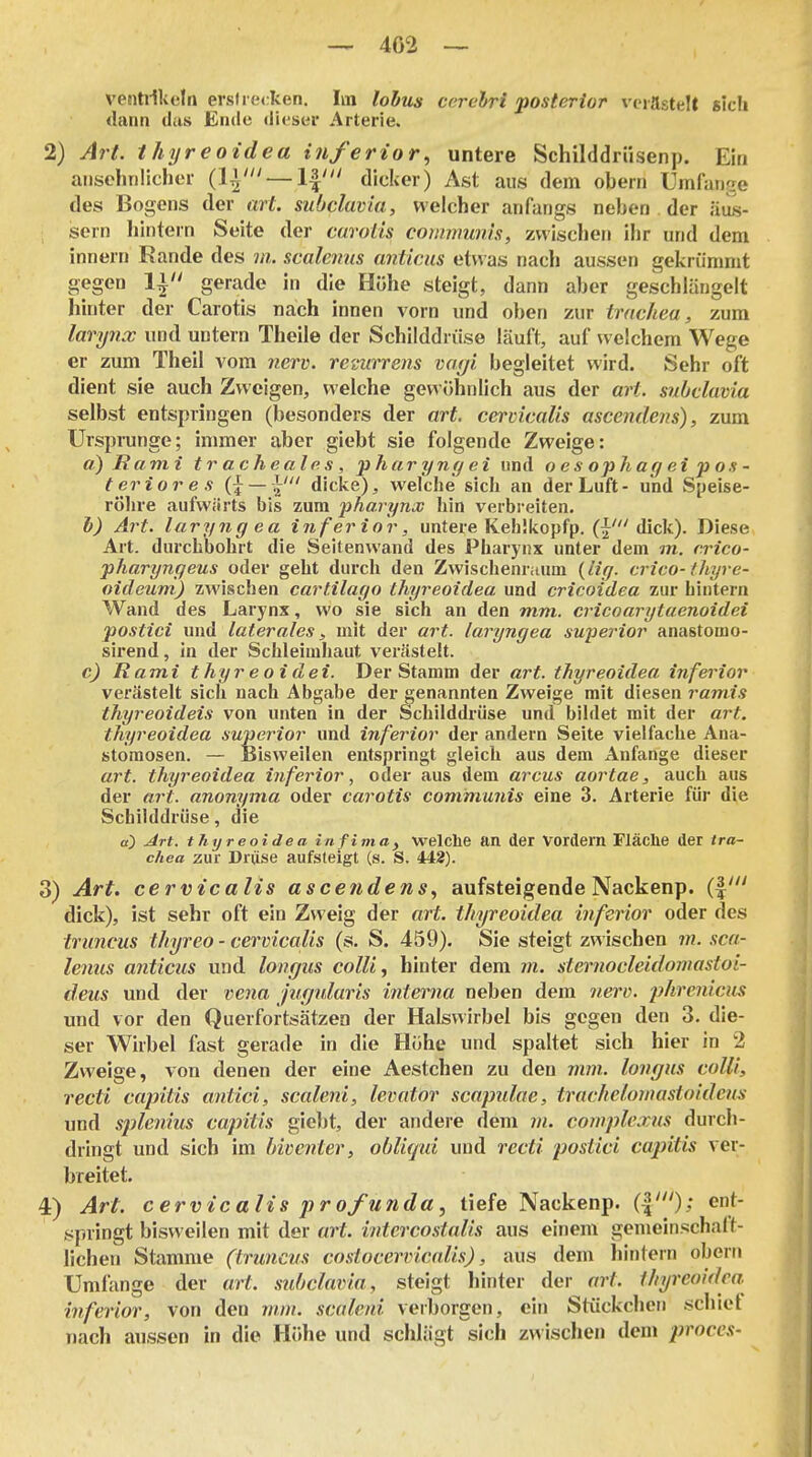 ventilkcln ersfiecken, Iin lobiis carelri posterior vcrflstelt sich dann das Ende diesei' Arterie. 2) Art. thyreoidea inferior., untere Schilddrüsenp. Ein anschrilichei- (1^' — \\' dicker) Ast aus dem obern Umfange des Bogens der art. subclavia, welcher anfangs neben der äus- sern hintern Seite der caroiis comirmnis, zwischen ihr und dem innern Rande des ni. scalemis anticus etwas nach aussen gekrümmt gegen 1| gerade in die Höhe steigt, dann aber geschlängelt hinter der Carotis nach innen vorn und oben zur trachea, zum larynx und untern Theile der Schilddrüse läuft, auf welchem Wege er zum Theil vom nerv, remrrens vatji begleitet wird. Sehr oft dient sie auch Zweigen, welche gewöhnlich aus der art. subclavia selbst entspringen (besonders der art. cervicalis ascendens), zum Ursprünge; immer aber giebt sie folgende Zweige: a) Rami tracheales, pharyngei und oesophageipox- teriores {\ — \' dicke), welche sich an der Luft- und Speise- rölire aufwiirts bis zum pharynx hin verbi-eiten. h) Art. laryng ea inferior, untere Kehlkopfp. (^' dick). Diese Art. durchbohrt die Seitenwand des Pharynx unter dem in. rrico- pharyngeus oder geht durch den Zwischenraum i^iig. crico-ihyre- oideum) zwischen cartilago thyreoidea und cricoidea zur hintern Wand des Larynx, wo sie sich an den mm. cricoarytaenoidei postici und laterales, mit der art. laryngea swperior anastomo- sirend, in der Schleimhaut vercästelt. c) Rami thyr eoidei. Der Stamm der art. thyreoidea inferior' verästelt sich nach Abgabe der genannten Zweige mit diesen ramis thyreoideis von unten in der Schilddrüse und bildet mit der art. thyreoidea superior und inferior der andern Seite vielfache Ana- stomosen. — Bisweilen entspringt gleich aus dem Anfange dieser art. thyreoidea inferior, oder aus dem arcus aortae, auch aus der art. anonyma oder carotis communis eine 3. Arterie für die Schilddrüse, die a) Art. thyreoidea infima, welche an der Vordem Fläclie der tra- chea zur Drüse aufsteigt (s. S. 442). 3) Art. cervicalis ascendens., aufsteigende Nackenp. (|' dick), ist sehr oft ein Zweig der art. thyreoidea inferior oder des truncus thyreo - cervicalis (s. S. 459). Sie steigt zwischen ?«. scn- lenus anticus und. longus colli, hinter dem m. sternocleidomastoi- deus und der vena jurjuluris interna neben dem nerv, phreidcus und vor den Querfortsätzea der Halswirbel bis gegen den 3. die- ser Wirbel fast gerade in die Hübe und spaltet sich hier in 2 Zweige, von denen der eine Aestchen zu den mm. longus colli, recti capitis antici, scaleni, levator scapulae, tracheloinasioidens und splenius cajntis giebt, der andere dem in. complexus durch- dringt und sich im bivcnler, obliqui und recti postici capitis ver- breitet. 4) Art. cervicalis profunda, tiefe Nackenp. (l'): ent- springt bisweilen mit der art. intercostalis aus einem gemeinschaft- lichen Stamme (truncus costocervicalis), aus dem hintern oberti Umfange der art. subclavia, steigt hinter der art. thyreoidea. inferior, von den mm. scaleni verborgen, ein Stückchen schiel nach aussen in die Höhe und schlägt sich zwischen dem jyroces-