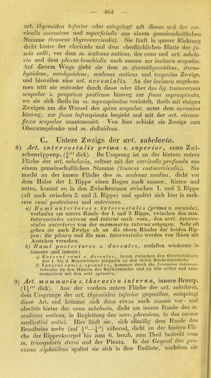 4i)4 — art. thyreoldea inferior oder entspringt mit dieser und der eer- mmlls ascendens und mjicrfidaUs aus einem gemeinscJiaftliclien Stamme (truncus thyreocermcaUs). Sie läuft in querer Richtung dicht hinter der dammla und dem oberflächlichen Blatte der fu- scia colli, vor dem m. sculenm anticus, der veiia und art. subcla- via und dem plexus bracJdalis nach aussen zur incisura scapulae. Auf diesem Wege giebt sie dem m. sternothyreoideus, sterno- hyoideus, omohyoideus, scaleiius anlicus und trapezius Zweige, und bisweilen eine art. acromialis. An der zwciW« angekom- men tritt sie entweder durch diese oder über das %. transversum scapidae s. proprium posticum hinweg zur fossa supraspinata, wo sie sich theils im m. supraspinatus verästelt, theils mit einigen Zweigen um die Wurzel der spina scapulae, unter dem acromion hinweg, zur fossa infraspinata begiebt und mit der art. circum- flexa scapidae anastomosirt. Von hier schickt sie Zweige zum Oberarmgelenke und m. delioideus. C. Untere Zweige der art. subclav>ia. 8) Art. inter costalis prima s. superior ^ erste Zwi- schenrippenp. (|' dick). Ihr Ursprung ist an der hintern untern Fläche der art. subclavia, seltner mit der cervicalis profunda aus einem gemeinschaftlichen Stamme (truncus costocervicalis), Sie macht an der innern Fläche des m. scalenus medius, dicht vor dem Halse der 1. Rippe einen Bogen nach aussen, hinten und unten, kommt so in den Zwischenraum zwischen I. und 2. Rippe (oft auch zwischen 2. uud 3. Rippe) und spaltet sich hier in meh- rere rami posteriores und anteriores. a) Rami anteriores s. inter co State s (primau. secunda), verlaufen am untern Rande der 1. und 2. Rippe, zwischen den mm. intercostales externi und interni nach vorn, den artt. interco- stales anteriores von der mammaria interna entgegen. Sehr oft geben sie auch Zweige ab an die obern Ränder der beiden Rip- pen ; die pleura und die mm. intercostales werden von ihiien mit Aestchen verseben. h) Rami posteriores s. dorsales, zerfallen wiederum in äussere und innere: a) Externi rami s. dorsales, (refen zwisclien den Oiierforlsä(zen des 1. bis 3. Brustwirbels hindurch zu den tiefen Rückenmuskeln. ß) Interni rami s. spinales, kommen durch die f'oramina interver- tebralia ZU den Häuten des Rückenmarks and zu ihm selbst und ana- stomosiren mit den artt. spinales. 9) Art. mammaria s^thoracica interna, innere Brustp. (1^' dick). Aus der vordem untern Fläche der urt. subclavia, dem Ursprünge der art. thyreoi.dea inferior gegenüber, entspringt diese Art. und krümmt sich dann etwas nach aussen vor- und abwärts hinter der vena subclavia, dicht am innern Rande des m. scalenus anticus, in Begleitung des nerv, phrenicus, in das caruiii mediastini antici. Hier läuft sie, sich allmälig dem Rande des Brustbeins mehr (auf nähernd, dicht an der hintern Flä- che der Rippenknoipel bis zum 6. herab, zum Theil bedeckt vom m. trianrpdaris sterni und der Pleura. In der Gegend des Pro- cessus xiphoideus spaltet sie sich in ihre Endäste, nachdem sie