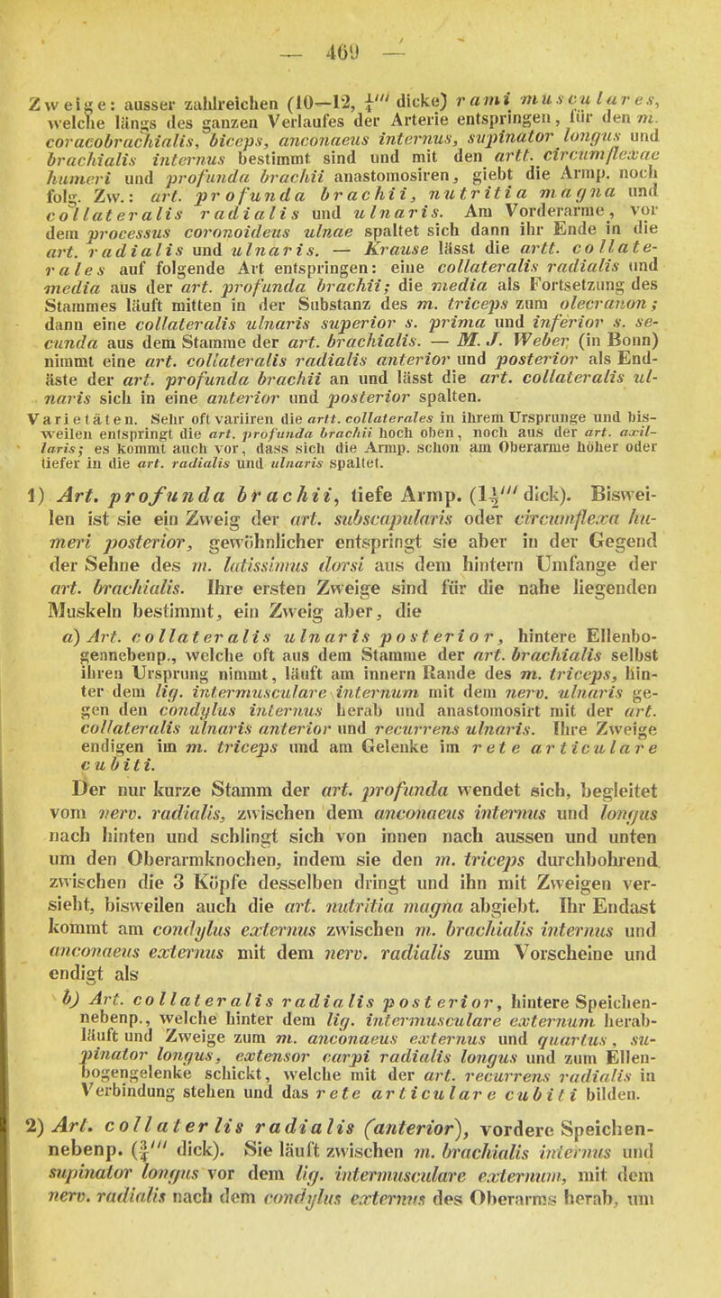 i — 46'J — ! 1 Zweige: ausser zahlreichen (iO—12, i' dicke) rami mu s eu l ar e | welche läniis des ganzen Verlaufes der Arterie entspringen, liir den m. , coracobracMalis, biceps, ancojiaeus internus, svpinator longtis und i hrachialis internus bestimmt sind und mit den artt. cirmm/lcxae - humeri und profunda brachii anastomosiren, giebt die Armp. noch 1 folg. Zw.: art. profunda brachii, nutritia magna und collateralis radialis und ulnaris. Am Vorderarme, vor dem Processus coronoideus ulnae spaltet sich dann ihr Ende in die j art. radialis und ulnar is. — Krause lässt die artt. collate- j rales auf folgende Art entspringen: eine collateralis radialis und \ media aus der art. profunda brachii; die media als Fortsetzung des J Stammes läuft mitten in der Substanz des m. triceps zum olecranon; \ dann eine collateralis ulnaris superior s. prima und inferior s. se- « Clinda aus dem Stamme der art. brachialis. — M. J. Weber (in Bonn) nimmt eine art. collateralis radialis anterior und posterior als End- äste der art. profunda brachii an und lässt die art. collateralis ul- \ naris sich in eine anterior und posterior spalten. I Varietäten. Sehr oflvariiren die arft. coUatemles in ihrem Ursprünge und his- j weilen entspringt die art. profunda brachii hoch oben , nocll aus der art. axil- laris; es kommt auch vor, dass sich die Armp. schon am Oberarme höher oder ,j tiefer in die art. radialis imd ulnaris spaltet. 1) Art. profunda brachii, liefe Armp. (IV dick). Biswei- j len ist sie ein Zweig der art. subscapularis oder circwnflexa hu- meri posterior, gewöhnlicher entspringt sie aber ii» der Gegend ' der Sehne des m. lutissinms dorsi aus dem hintern Umfange der , art. brachialis. Ihre ersten Zweige sind für die nahe liegenden ; Muskeln bestimmt, ein Zweig aber, die a) Art. collateralis ulnarisposterior, hintere Ellenbo- gennebenp., welche oft aus dem Stamme der art. brachialis selbst ihren Ursprung nimmt, läuft am innern Rande des m. ti'iceps, hin- 1 ter dem Hg. intermuscalare internum mit dem nerv, ulnaris ge- ! gen den condylus internus herab und anastomosirt mit der art. i collateralis ulnaris anterior und recurrens ulnaris. Ihre Zweige > endigen im m. triceps und am Gelenke imretearticulare cubiti. ^ Der nur kurze Stamm der art. profunda wendet sich, begleitet • vom nerv, radialis, zwischen dem anconaeus internus und lonrjus \ nach hinten und schlingt sich von innen nach aussen und unten ' um den Oberarmknochen, indem sie den m. triceps durchbohrend. 1 zwischen die 3 Köpfe desselben dringt und ihn mit Zweigen ver- , sieht, bisweilen auch die art. nutritia magna abgiebt. Ihr Endast ; kommt am condylus externus zwischen m. brachialis internus und anconaeus externus mit dem nerv, radialis zum Vorscheine und endigt als b) Art. collateralis radialis post erior, hintere Speichen- i nebenp., welche hinter dem Hg. intermusculare externum herab- \ läuft und Zweige zum m. anconaeus externus und quartus , su- i pinator longus, extensor carpi radialis longus und zum Ellen- | bogengelenke schickt, welche mit der art. recurrens radialis in Verbindung stehen und das refe articular e cubiti bilden. ' 1) Art. coli ater Iis radialis (anterior), vordere Speichen- ! nebenp. (|' dick). Sie läuft zwischen m. brachialis intermis und supinator lonfpis vor dem %. intermusculare externum, mit dem , nerv, radialis nach dem co7idi/lus externus des Oberarms herab, um 1