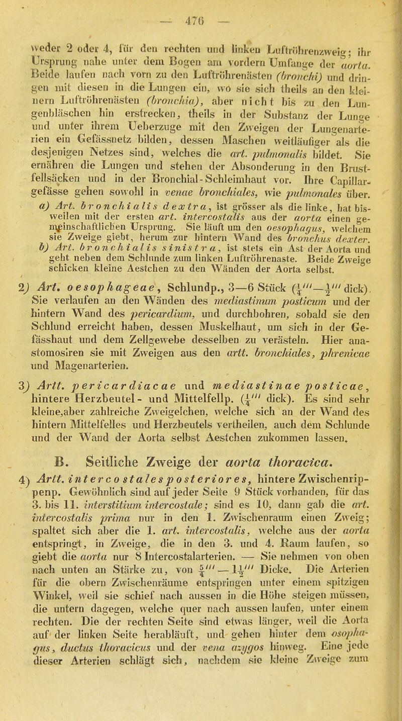 — 470 — weder 2 oder 4, liir den rechten und linken Luftiöhretizweig; ihr Ursprung nahe unter dem Bogen am vordem Umfange der uorta. Beide laufen nach vorn zu den Luftröhrenästen (hroitchi) und diin- gen mit diesen in die Lungen ein, wo sie sich theils an den klei- nern Lultrührenästen (bronvMu), aber nicht bis zu den Lun- genbläschen hin erstrecken, theils in der Substanz der Lunge und unter ihrem Ueberzuge mit den Zweigen der Lungenarte- rien ein Gefässnetz bilden, dessen Maschen weitläufiger als die desjenigen Netzes sind, welches die art. imlmonalis bildet. Sie ernähren die Lungen und stehen der Absonderung in den Brust- fellsäcken und in der Bronchial-Schleimhaut vor. Ihre Capillar- gefässe gehen sowohl in venae bronchiales, wie jmlmonales über. a) Art. br onchi all s d extra, ist £;rÖsser als die linke, hat bis- weilen mit der ersten art. intercostalis aus der aorta einen e- njf inschaftlicben Ursprung. Sie läuft um den Oesophagus, welchem sie Zweige giebt, herum zur hintern Wand des bronchus dextcr. h) Art. br onchi alis sinis t r a, ist stets ein Ast der Aorta und geht neben dein Schlünde zum linken Luftröhrenaste. Beide Zweite schicken kleine Aestchen zu den Wänden der Aorta selbst. ° 2) Art. oesophageae, Schiundp., 3—6 Stück (^'—dick), Sie verlaufen an den Wänden des niediastinum posticicm und der hintern Wand des j^ßncardium, und durchbohren, sobald sie den Schlund erreicht haben, dessen Muskelhaut, um sich in der Ge- fässhaut und dem Zellgewebe desselben zu verästeln. Hier ana- stomosiren sie mit Zweigen aus den artt. bronchiales, phrenicae und Magenarterien. 3J Artt. pericar diacae und mediastinae posticae, hintere Herzbeutel- und Mittelfellp. {^' dick). Es sind sehr kleine,aber zahlreiche Zv^ eigelchen, welche sich an der Wand des hintern Mittelfelles und Herzbeutels vertheilen, auch dem Schlünde und der Wand der Aorta selbst Aestchen zukommen lassen» B. Seitliche Zweige der aorta thoracica. 4) Artt, interco stalesposteriores, hintere Zwischenrip- penp. Gewöhnlich sind auf jeder Seite 9 Stück vorbanden, für das 3. bis 11. interstitium intercostale; sind es 10, dann gab die art. intercostalis prima nur in den 1. Zwischenraum einen Zweig; spaltet sich aber die 1. art. intercostalis, welche aus der aorta entspringt, in Zweige, die in den 3. und 4. Raum laufen, so giebt die aorta nur 8 Intercostalarterien. — Sie nehmen von oben nach unten an Stärke zu, von — 1^' Dicke. Die Arterien für die obern Zwischenräume entspringen unter einem spitzigen Winkel, weil sie schief nach aussen in die Höhe steigen müssen, die untern dagegen, welche quer nach aussen laufen, unter einem rechten. Die der rechten Seite sind etwas länger, weil die Aorta auf der linken Seite herabläuft, und gehen hinter dem Ösopha- gus, ductus ihoracicus und der vena azi/ffos hinweg. Eine jede dieser Arterien schlägt sich, nachdem sie kleine Zweige zum I