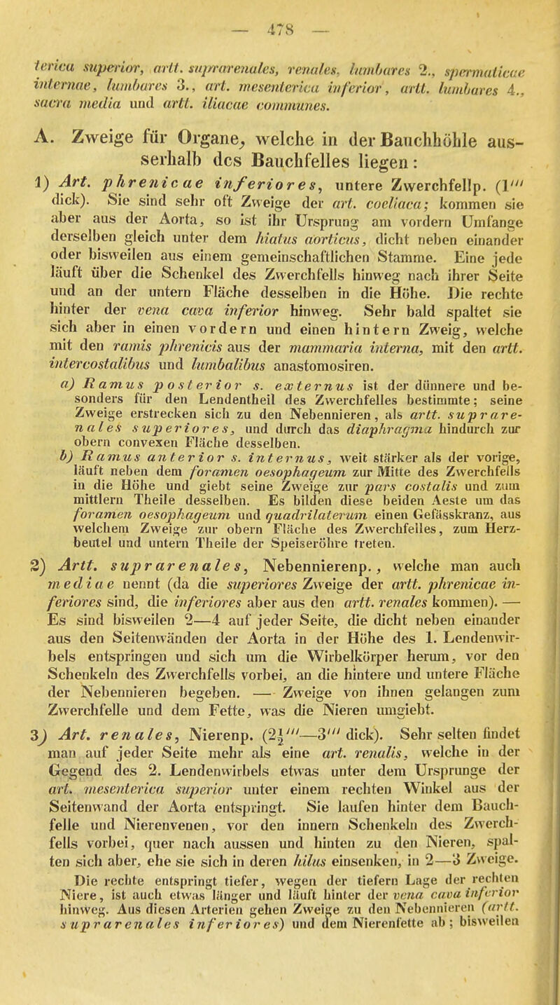 intemae, lumhurcs 3., art. mesenterica inferior, arlt. Iwnhares 4., Sacra media und artt. iliacae communes. A. Zweige für Organe^ welche in der Bauchhöble aus- serhalb des Bauchfelles liegen: 1) Art. phrenicae inferiores, unlere Zwerchfellp. (1' dick). Sie sind sehr oft Zweige der art. coeliaca; kommen sie aber aus der Aorta, so ist ihr Ursprung am vordem Umfange derselben gleich unter dem hiatus aortims, dicht neben einander oder bisweilen aus einem gemeinschaftlichen Stamme. Eine jede läuft über die Schenkel des Zwerchfells hinweg nach ihrer Seite und an der untern Fläche desselben in die Höhe. Die rechte hinter der vena cava inferior hinweg. Sehr bald spaltet sie sich aber in einen vordem und einen hintern Zweig, welche mit den ramis j)hrenicis aus der mammaria interna, mit den artt. intercostaUbus und lumbalibus anastomosiren. a) Ramus posterior s. externus ist der dünnere und be- sonders für den Lendentheil des Zwerchfelles bestimmte; seine Zweige erstrecken sich zu den Nebennieren, als artt. swprare- nal es s tiperiores, und durch das diaphragina hindurch zur obern convexen Fläche desselben. b) Ramus anterior s. internus, weit stärker als der vorige, läuft neben dem foramen oesophageum zur Mitte des Zwerchfells in_ die Höhe und glebt seine Zweige zur •pars costalis und zum mittlem Theile desselben. Es bilden diese beiden Aeste um das foramen oesophageum und quadrilaterum einen Gefässkranz, aus welchem Zweige zur obern Fläche des Zwerchfelles, zum Herz- beutel und untern Theile der Speiseröhre treten. 3) Artt. suprarenales, Nebennierenp., welche man auch media e uennt (da die superiores Zweige der artt. phrenicae in- feriores sind, die inferiores aber aus den artt. renales konmien). — Es sind bisweilen 2—4 auf jeder Seite, die dicht neben einander aus den Seitenwänden der Aorta in der Höhe des 1. Lendenwir- bels entspringen und sich um die Wirbelkörper heriun, vor den Schenkeln des Zwerchfells vorbei, an die hintere und untere Fläche der Nebennieren begeben. — Zweige von ihnen gelangen zum Zwerchfelle und dem Fette, was die Nieren umgiebt. 3J Art. renales, Nierenp. (2»'—3' dick). Sehr selten findet man auf jeder Seite mehr als eine art. renalis, welche in der Gegend des 2. Lendenvvirbels etwas unter dem Ursprünge der art. mesenterica superior unter einem rechten Winkel aus der Seitenwand der Aorta entspringt. Sie laufen hinter dem Bauch- felle und Nierenvenen, vor den innern Sclienkeln des Zwerch- fells vorbei, quer nach aussen und hinten zu den Nieren, spal- ten sich aber, ehe sie sich in deren hilits einsenken, in 2—3 Zweige. Die rechte entspringt tiefer, wegen der tiefern Lage der rechten Niere, ist auch etw;is länger und läuft hinter der vena cava inferior hinweg. Aus diesen Arterien gehen Zweige zu den Nebennieren (arft. suprarenales inferior es) und aem Nierenfette ab; bisweilen