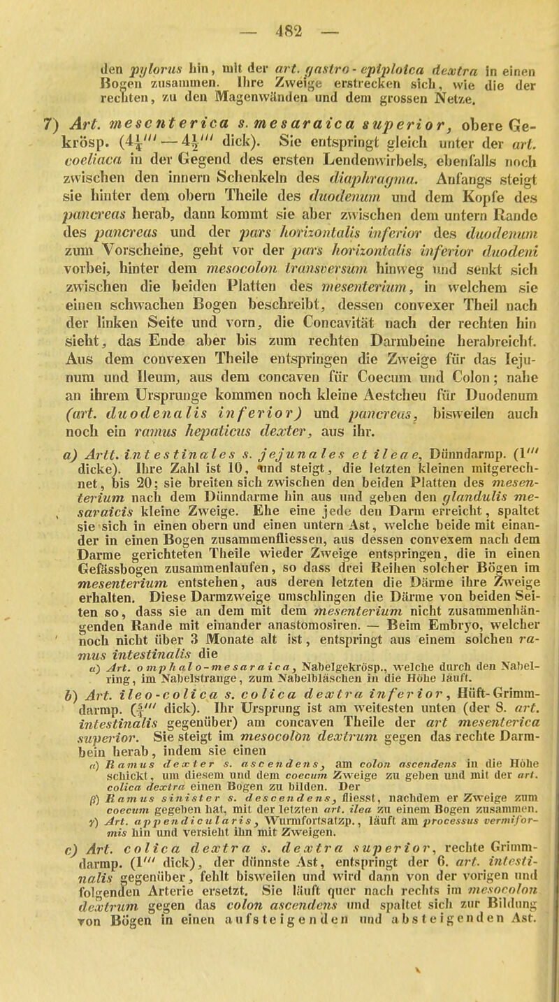 den pylorus hin, mit der art. f/astro ■ eptploica dextra In einen Bogen zusammen. Uire Zweige erstrecken sieb, wie die der rechten, 7,u den Magenwänden und dem grossen Netze. 7) Art. mescnterica s. mesaraica superior, obere Ge- krÖsp. (4^' — 41' dick). Sie entspringt gleich unter der art. eoeliaca in der Gegend des ersten Lendenwirbels, ebenfalls noch zwischen den innern Schenkeln des diaphragma. Anfangs steigt sie hinter dem obern Theile des duodenum und dem Kopfe des pancreas herab, dann kommt sie aber zwischen dem untern Rande des pancreas und der yjar« horizontalis inferior des duodenum zum Vorscheine^ geht vor der pars horizontalis inferior duodeni vorbei, hinter dem mesocolou trunsversum hinweg und senkt sich zwischen die beiden Platten des mesenterium, in welchem sie einen schwachen Bogen beschreibt, dessen convexer TheÜ nach der linken Seife und vorn, die Concavität nach der rechten hin sieht, das Ende aber bis zum rechten Darmbeine herabreicht. Aus dem convexen Theile entspringen die Zweige für das leju- nura und Ueum, aus dem concaven für Coecum und Colon; nahe an ihrem Ursprünge kommen noch kleine Aestcheu für Duodenum (art. duodena Iis inferior) und pancreas, bisweilen auch noch ein ramus hejmticus dextcr, aus ihr. a) Artt. int estinales s. j ejunales et ileae, Dünndarrap. (1' dicke). Ihre Zahl ist 10, ^md steigt, die letzten kleinen mitgerech- net , bis 20; sie breiten sich zwischen den beiden Platten des mesen- terium nach dem Dünndarme hin aus und geben den glandulis me- saraicis kleine Zweige. Ehe eine jede den Darm erreicht, spaltet sie sich in einen obern und einen untern Ast, welche beide mit einan- der in einen Bogen zusammenfliessen, aus dessen convexem nach dem Darme gerichteten Theile wieder Zweige entspringen, die in einen Gefässbogen zusammenlaufen, so dass drei Reihen solcher Bö^en im mesenterium entstehen, aus deren letzten die Därme ihre Zweige erhalten. Diese Darrazweige umschlingen die Därme von beiden Sei- ten so, dass sie an dem mit dem mesenterium nicht zusammenhän- genden Rande mit einander anastomosiren. — Beim Embryo, welcher noch nicht über 3 Monate alt ist, entspringt aus einem solchen ra- mus intestinalis die a) Art. ompitalo-mesaraica, Nabelgekrösp., welche durch den \ahel- ring, im Nabelstrange, zum Nabelbläschen in die Höhe läuft. b) Art. ileo-colica s. colica dextra inferior^ Hüft-Grimm- darmp. dick). Ihr Ursprung ist am weitesten unten (der 8. art. intestinalis gegenüber) am concaven Theile der art mesenterica .swperior. Sie steigt im mesocolön dextrum gegen das rechte Darm- bein herab, indem sie einen «) Ramus dexter s. ascetidenSj am colon ascendens in die Höhe schickt, um diesem und dem coecum Zweige zu geben und mit der art. colica dextra einen Bogen zu bilden. Der ß) Ramus sinister s. descendens, fliesst, nachdem er Zweige zum coecum gegeben hat, mit der letzten art. ilea zu einem Bogen zusammen. y) Art. apperidicularis j Wurmforlsatzp., läuft am Processus vermifor- mis hin und versieht ihn mit Zweigen. c) Art. colica dextra s. dextra superior, rechte Grimm- darmp. (!' dick), der dünnste Ast, entspringt der 6. art. iiitosli- nalis gegenüber, fehlt bisweilen und wird dann von der vorigen imd folgenden Arterie ersetzt. Sie läuft quer nach rechts im mesnroinn dextrum gegen das colon ascendens und spaltet sich zur Bildimg von Bögen in einen aufsteigenden nnd absteigenden Ast. X