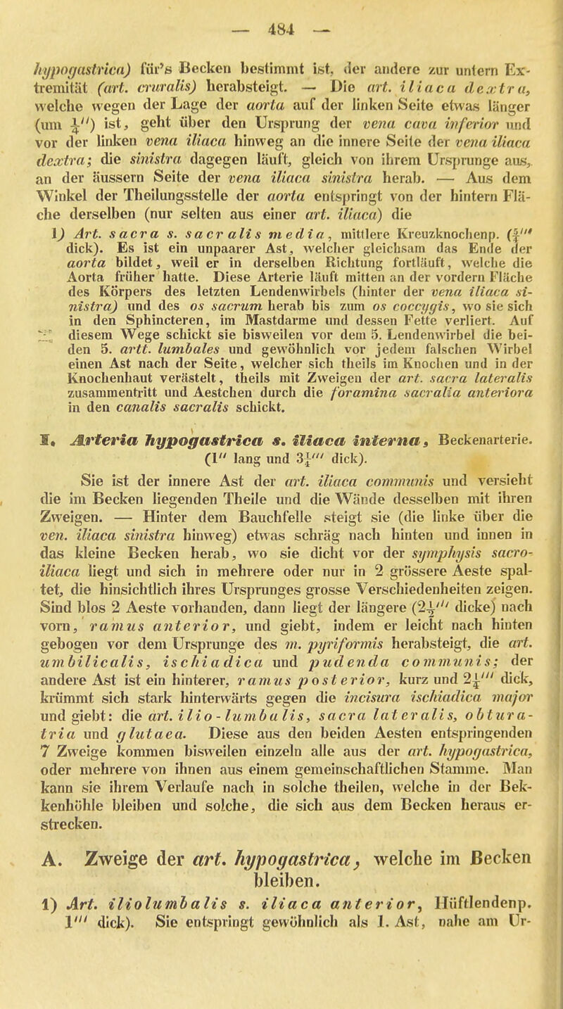 hypagastnca) füi's Becken bestimmt ist, der aiidere zur untern Ex- tiemität (art. cruralis) herabsteigt. — Die art. iliaca dextra, welche wegen der Lage der aorta auf der linken Seite etwas länger (um \) ist, geht über den Ursprung der venu cuva inferior und vor der linken venu iliaca hinweg an die innere Seite der ve7ia iliaca dextra; die sinistra dagegen läuft, gleich von ihrem ürspmnge aus, an der äussern Seite der vena iliaca sinisira herab. — Aus dem Winkel der Theilungsstelle der aorta entspringt von der hintern Flä- che derselben (nur selten aus einer art. iliaca) die 1) Art. Sacra s. sacr all s media, mittlere Kreuzknoclienp. (f dick). Es ist ein unpaarer Ast, welcher gleichsam das Ende der aorta bildet, weil er in derselben Richtung fortläuft, welche die Aorta früher hatte. Diese Arterie läuft mitten an der vordem Fläche des Körpers des letzten Lendenwirbels (hinter der vena iliaca si- nistra) und des os Aacram herab bis zum os coccygis, wo sie sich in den Sphincteren, im Mastdarme und dessen Fette verliert. Auf S^ diesem Wege schickt sie bisweilen vor dem 5. Lendenwirbel die bei- den 5. artt. lumbales und gewöhnlich vor jedem falschen Wirbel einen Ast nach der Seite, welcher sich theils im Knochen und in der Knochenhaut verästelt, theils mit Zweigen der art. sacra lateralis zusammentritt und Aestchen durch die foramina sacralia antei^iora in den canalis sacralis schickt. I» Jtrteria hypogastHca *. iliaca interna» Beckenarterie. (1 lang und dick). Sie ist der innere Ast der art. iliaca communis und versieht die im Becken liegenden Theile und die Wände desselben mit ihren Zweigen. — Hinter dem Bauchfelle steigt sie (die linke über die ven. iliaca sinistra hinweg) etwas schräg nach hinten und innen in das kleine Becken herab, wo sie dicht vor der symj^hi/sis sacro- iliaca liegt und sich in mehrere oder nur in 2 grössere Aeste spal- tet, die hinsichtlich ihres Ursprunges grosse Verschiedenheiten zeigen. Sind blos 2 Aeste vorhanden, dann liegt der längere {^\' dicke) nach vorn, ramus anterior, und giebt, indem er leicht nach hinten gebogen vor dem Ursprünge des m. pyriformis herabsteigt, die art. umbilicalis, ischiadica und pudenda communis; der andere Ast ist ein hinterer, ramus 2^ ost erior, kurz und 2^' dick, krümmt sich stark hinterwärts gegen die incisura ischiadica major und giebt: die art. i lio - lumba Iis, sacra lateralis, obtura- tria und glutaea. Diese aus den beiden Aesten entspringenden 7 Zweige kommen bisweilen einzeln alle aus der art. hypogastrica, oder mehrere von ihnen aus einem gemeinschaftlichen Stamme, Man kann sie ihrem Verlaufe nach in solche theilen, welche in der Bek- kenhöhle bleiben und solche, die sich a,us dem Becken heraus er- strecken. A. Zweige der art, hypogastrica, welche im Becken bleiben. 1) Art. iliolumhalis s. iliaca anterior, Hüftlendenp. V dick). Sie entspringt gewöhnlich als 1. Ast, nahe am ür-