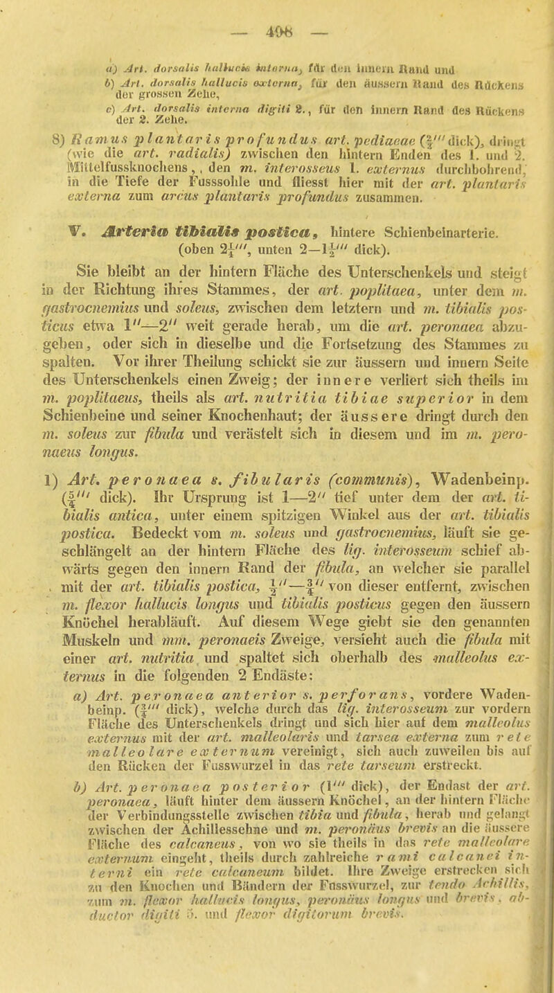 <0 '4rt. dorsalis haUucie inlornaj tAx den Innern Hand und 6) jii-i. dorsalis hallucis ojctornn^ füjr den äu.saern iJand des RilcXena der grossen Zelie, c) /Irt. dorsalis interna digiti 2., für den Innern Rand de» Rü(k''n.s der 2. Zehe. 8) Eaniufi plantaris profundus art. pediaeae (|'(]i<;k), dringt (wie die art. radialis) zwischen den hintern Enden des 1. und -2. Mittelfusslmocliens, . den m. interosscus l. externus durclj bohre ml, in die Tiefe der Fusssohle und fliesst hier mit der art. plantaris externa zum arcus plantaris profwndus zusammen. V, JLrteria MlbiaMs postica» hintere Schienbeinarterie, (oben 2i', unten 2-1^' dick). Sie bleibt an der hintern Fläche des Unterschenkels und steief in der Richtung ihres Stammes, der art. poplitaea, unter dem iii. f/astrocnemius und soleus, zwischen dem letztern und 7n. tibialis pos- ticus etvia 1^2 weit gerade herab, um die art. peronaea abzu- geben, oder sich in dieselbe und die Fortsetzung des Stammes zu spalten. Vor ihrer Theilung schickt sie zur äussern und Innern Seite des Unterschenkels einen Zweig; der innere verliert sich theils im m. popUtaeiis, theils als aH. nutritia tibiae suj>erior in dem Schienbeine und seiner Knochenhaut; der äussere dringt durch den m. soleus zur fibiila und verästelt sich in diesem und im m. pero- naeus longus. 1) Art. peronaea s. filularis (communis)Wadenbeinp. dick). Ihr Ursprung ist 1—2 tief unter dem der art. ti- bialis antica, unter einem spitzigen Wiokel aus der art. tibialis postica. Bedeckt vom m. soleus und gastrocnemius, läuft sie ge- schlängelt an der hintern Fläche des lifj. interosseum schief ab- wärts gegen den Innern Rand der fibula, an welcher sie parallel . mit der art. tibialis postica, \''—\ von dieser entfernt, zwischen m. ftexor hallucis longus und tibialis posticus gegen den äussern Knöchel herabläuft. Auf diesem Wege giebt sie den genannten Muskeln und mm. peronaeis Zweige, versieht auch die fibula mit einer art. nutritia, und spaltet sich oberhalb des mnllcolus ex- ternus in die folgenden 2 Endäste; a) Art. peronaea ant erior s. perfor ans, vordere Waden- beinp. (I' dick), welche durch das Hg. interosseum zur vordem Fläche des Unterschenkels dilngt und sich hier auf dem mallcolus externus mit der art. malleolar^is und tarsea externa znm retc malleo lare ex t er mim vereinigt, sich auch zuweilen bis aul den Rücken der Fusswurzel in das rete tarseum erstreckt. h) Art. peronaea posterior (!' dick), der Endast der ari. peronaea, läuft hinter dem äussern Knöchel, an der hintern ri;'ich<' der Verbindungsstelle zwischen und/lÄ?^/«, herab und gelanii' zwischen der Achillessehne und m. peronäus brevis an die äussere Fläche des ealcaneus, von wo sie theils in das rete mallcolnrc externum eingeht, theils durch zahlreiche ranii calcanei i7i- terni ein rete calcaneum bildet. Ihre Zweige erstrecken sicfi zu den Knochen imd Bändern der FnssVvurzel, zur tcndo Aehillis. zum m. ßexor hallucis lonifus, peronäus lontjus und dr«>'?^ o.'i- duefor diniti und flexor digitovum bvc.vls.