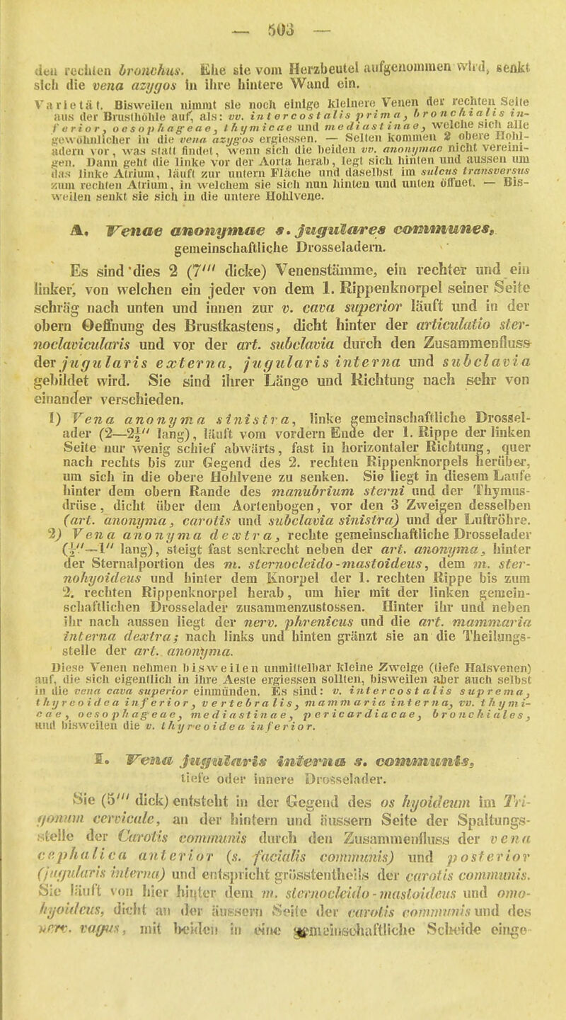 den recütcn hronchus. Ehe sie vom Herzbeutel aufgenommen whd, genjkt sich die vena azygos In ilire hintere Wand ein. Vi» vi etat. Bisweilen nimmt sie noch einige kleinere Venen tler rechten Seile aus der Brusthöhle auf, als: vv. intercostalls prima, bronchtalts in- ferior, ocsophaffeae, ihyviicae und nie diust inao, welche sich alle ^gewöhnlicher in die vena azt/g'os ergiessen. — Sellen kommen 2 obere Hohl- adern vor, was stall findet, wenn sich die heideu vv. annnymao nicht vereini- ;?e!i. jüann geht die linke vor der Aorta herah, legt sich hinten und aussen um (las linke Atriiun, läuft zur untern Fläche und daselbst im sulciis transversns ■A\m\ rechten Alriuni, in welchem sie sidi nun hinten und unleu öffnet. — Bis- weilen senkt sie sich in die untere HoUvene. A, Vetiae anonymae a.jugularea covstmunes, gemeinschaftliche Drosseladera. Es sind dies 2 (7' dicke) Venenstämme, ein rechter und ein linker; von welchen ein jeder von dem 1. Rippenknorpel seiner Seite schräg nach unten und innen zur v. Cava superior läuft xmd in der obern Oeflfnung des Brustkastens, dicht hinter der articulatio ster- noclavicularis und vor der art. subclavia durch den Zusammen Aus» Aer jugtilaris externa, jugularis interna und siibclavia gebildet wird. Sie sind ihrer Länge und Richtung nach sehr von einander verschieden. 1) Vena anonyma sinisf.ra, linke fferaeinschaftliche Drossel- ader (2—2^ lang), läuft vom vordem Ende der I.Rippe der linken Seite nur wenig schief abwärts, fast in horizontaler Richtung, quer nach rechts bis zur Gegend des 2. rechten Rippenknorpels lierübei-, um sich in die obere Hohlvene zu senken. Sie liegt in diesem Laufe hinter dem obern Rande des manubrium sterni und der Thymus- drüse , dicht über dem Aortenbogen, vor den 3 Zweigen desselben (art. anonyma, carotis und subclavia sinistra) und der Luftröhre. 3J Vena anonyma de x tr a, rechte gemeinschaftliche Drosselader (^'.'-~\ lang), steigt fast senkrecht neben der art. anonyma, hinter der Sternalportion des m. sternocleido-mastoideus, dem m. ster- nohyoideus und hinler dem Knorpel der L rechten Rippe bis zum 2. rechten Rippenknorpel herab, um hier mit der linken gemein- schaftlichen Drosselader zusaramenzustossen. Hinter ihr und neben ihr nach aussen liegt der nerv. phre7iicus und die art. mammaria interna deootra; nach links und hinten gränzt sie an die Theilangs- stelle der art. anonyma. Diese Venen nehmen bisweilen unmittelbar kleine Zweige (tiefe Halsvenen) auf, die sich eigentlich in ihre Aeste ergiessen sollten, bisweilen aber auch seihst in die vena cava superior einmünden. Es sind: v. intercost alis suprema, thtjreoidca inferior, vertebralis, mammaria interna, vv. thijm i- eae, oe .1 o p fi ag-e ac , mediastinae, p e r ic ar d i a c a e , bronchiales, und bisweilen die v. Ihi/reoidea inferior. 5. Vena juguleiris intei^a s, conrniuniSg tielü oder innere Drosselader. 8ie (5' dick) entsteht in der Gegend des os hi/oidewn im Tri- f/onnm cervicule, an der hintern und nussern Seite der Spaltungs- .sfcelle der Carotis communis durch den Zusanuneufluss der venu er.phalica anterior (s. facialis communis) und posterior angularis interna) und entsjjricht grüsstenthoüs der carotis communis. Sie läuft von hier hinter dem m. slcrnoclcido-masloideus und omo- hyoidcus, dicht an der äussern S«i(e der carotis comnnmisximl des vem. vaffus, mit beiden in eir»e ^niuinsüliaftliche Sclwide cinge-