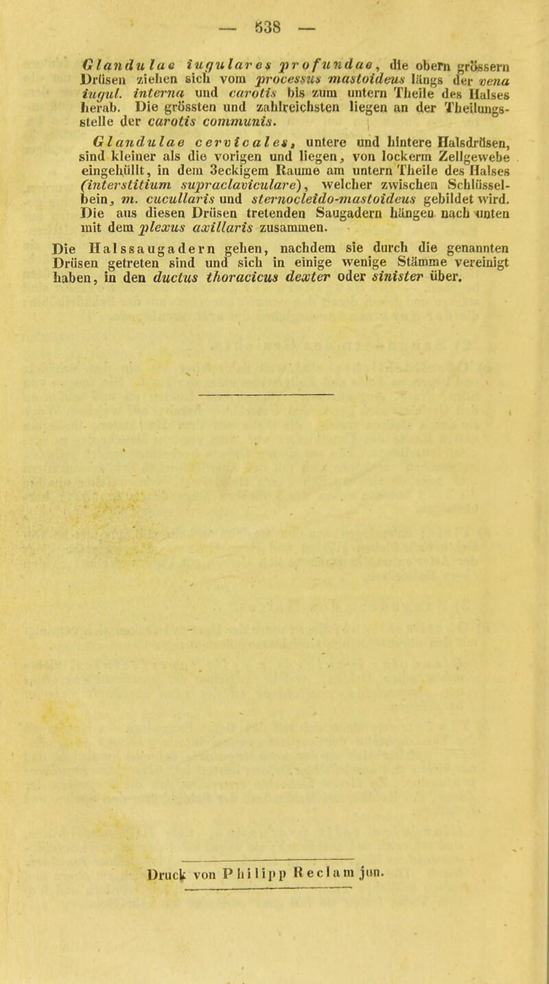 Glandulae iugulares j)r ofundae, die obem grössern Drüsen ziehen sich vom jjrocessux mantoideus lilngs der vena iugul. interna und carotis bis zum untern Thelle des Halses herab. Die grössten und zahlreichsten liegen an der Theilungs- gtelle der carotis communis. Glandulae cervtcales, untere und hintere Halsdrilsen, sind kleiner als die vorigen und liegen, von lockerm Zellgewebe eingehüllt, in dem Seckigem Räume am untern Theile des Halses (interstitium supraclaviculare), welcher zwischen Schlüssel- bein j m. cucullaris und sternocleido-mastoideus gebildet wird. Die aus diesen Drüsen tretenden Saugadern hängen, nach ^uoten mit dem pleccus axillaris zusammen. Die Halssaugadern gehen, nachdem sie durch die genannten Drüsen getreten sind und sich in einige wenige Stämme vereinigt haben, in den ductus thoracicus dexter oder sinister über. Druck von P h i 1 i j> p R e c 1 a m jim.