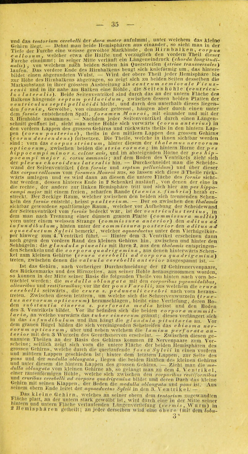 «ml das tenlorium cerehclli der «///)•« matcr aufiiliniiit, unter welchem das kleine Gt'lüni ViejU. — Dehnt man beide Hemisphären au*» einander, so sieht man in der Tiefe der I'urche eine weisse sewolljle IVIarkhinde, den IlirnhalJfen, corpus callosum, welcher etwa die Hiilfle und vorzüglich den vordem Tlieil dieser Furche einnimml; in seiner Mitte verläuft ein Längeiieindruck ichorda loiiffitudi- iialis} , von welchem na1;li beiden Seilen hin Querslreifen isiriae transversales^ laufen. Das vordere linde des Hirnbalkens beugt sich knieförmig um, das hinlere bildet einen abKennidelen M'ulsl. — Wird der obere Theil jeder Hemisphäre his 'M\x Höhe des llirnbalkens abgetragen, so zeigt sich zu beiden Seilen desselben die Warksuhslanz in ihrer grösslen Auslireiliing als centrum scmiovale pieus- senii und in ihr nahe am Balken eine Höhle, die Seit en hö hl e (ventricu- liis lateralis^. Beide Seileiivenlrikel sind durch das an der nntern Fläche des Balkens hängende septutn pelluciJum, zwischen dessen beiden Platten der V eni ric ul US s ep i i p o 11 u c i di bleibt, und durch den unlerhalb dieses liegen- den fornix, Gewölbe, von einander gelrennt, hängen aber durch einen unter Aexn fornix entstehenden Spalt, foramen Monroi, mit einander und mit der 3. Hirnliöhle zusammen. — Nachdem jeder Seitenventrikel durch einen Längen- schnitt geöfTnet ist, sieht man seine Höhle sich vor^värts (cornw ant erius) in den vordem Lappen des grossen Gehirns und rückwärts theils in den hintern Lap- pen (^coriiu posterius^, theils in den mittlem Lappen des gro.ssen Gehirn» (cor«M doscendens^ fortsetzen. Die Theile, welche in ihnen sichtbar werden sind: xorn das c o r p us st riat u yn, hinler diesem der t Jial a mit s nervo rum opticorum, zwischen beiden die riß cor/Iea; im hinlern Home der/je* Aippocajiipi minor s. calcar avis, und im absleigendeu Hörne der pes Jiip- pocampi major s. cornit ammoiiis; auf dem Boden des Ventrikels zieht sich der plexus choroi deus lateralis hin. — Durchschneidet man die Scheide- wand der Seilenvenlrikel (ßen fornix und septum pclluciduni} und über dieser das corpus callosum \om foramen Blonroi aus, SO lassen sich diese 3 Theile rück- wärts umlegen und es wird dann an diesen die unlere Fläche des fornix sicht- bar werden, dessen hinteres Ende in 2 Schenkel ausläuft, von denen der eine in die rechte, der andere zur linken Hemisphäre trilt und sich hier um pes/lippo- campi major mit einem freien, scharfen Rande (taenia s. fimbria') herab er- streckt. Der Seckige Raum, welcher zwischen den beiden sich trennenden Schen- keln des fornix entsteht, Ixuisai psalterium. — Der so zwischen den ihalamis sichtbar gewordene spallförmige Haum, welcher vor Aufhebung der Scheidewand der Seilenvenlrikel vom fomix bedeckt war, ist der ventriculustertius, in dem man nach Trennung einer dünnen grauen Platte (^commissura mollis'} vorn unter einem weissen Strange (j:ommis sur a anterior') den aditus ad infundibulum, hinten unter der c ommissur a p o st e r ior den aditus ad a q ua e d uctum Sylvii bemerkt, welcher aquaeductus unter dem Vierhügelkör- per hinweg zum 4. Ventrikel führt. — Hinler dem 3. Ventrikel erscheinen dann noch gegen den vordem Rand des kleinen Gehirns hin, zwisclien und hinter den Sebhügeln: die Glandula pinealis mit ihren 2, aus den thalamis entspringen- den Schenkeln und die Corpora quadrig emina , aus denen hinterwärts Schen- kel zum kleineil Gehirne {crura cerebelli ad c o rp o r a qu a d rig-e niina~) treten, zwischen denen die valvula cerebelli anterior ausgespannt ist. — Ist das Gehirn, nach vorheriger Durchschneidung der 12 Gehirnnenenpaare, des Rückenmarks und des Hirnzelles, aus^ seiner Höhle herausgenommen worden, so können in der Milte seiner Basis die folgenden Theile von hinten nach vorn be- iracblet werden: die me dnll a o bl on g-at a m\\ ien corporibus pyramidalibus, otivaribvs lliul restiformibus; vor ihr der pons Varolii, aus welchem die crura cerebelli seitwärts, die crura s. p e d uficu l i c e r e b ri nach Vorn heraus- treten. Zwischen diesen letztem, um welche sich die Sehnervenwiirzeln {^trac- tus nervorum opticoru7n) hemmschlagen, bleibt eine A^erliefung, deren Bo- den substantia cinerea s. perf'orata media heisst Und den Boden des 3. Ventrikels bildet. Vor ihr befinden sich die beiden c o rp or a m a m mil- laria, an welche vorwärts das tuber cinereum gränzt; dieses verlängert sich in da.s in fmidibulum und ihm hängt die glandula pituit aria a.n. Vor dem grauen Hügel bilden die sich vereinigenden Sehstreifen das chiasma ner- vorum o p i ico r u m, über und neben welchem die lamina p e r f or ata an- terior mit den 3 Wurzeln des Geruchsnerven erscheint. — Zwischen diesen ge- nannten Theilen an der Basis des Gehirns kommen 12 Nervenpaare zimu Vor- ucheine; seitlich zeigt sich vom die untere Fläche der beiden Hemisphären des grossen Gehirns, welche durch die querlaufende fossa Sylvii in einen vordem und mitilern Lappen geschieden ist; hinter deni letztem Lapnen, zur Seite des pons und der medulla oblongala, liegen die beiden Hälften de« kleinen Gehirns und unter diesem die hintern Lai)pen des grossen Gehirns. — Zieht man die me- dulla oblongala vom kleinen Gehirne ab, so gelangt man zu dem 4. Ventrikel, einer rautenförmigen Höhle, welche sich zwischen den corporibus resiiformibus \im\ crunbus cerebelli ad corpora quadrigcmina bildet und deren Dacli das kleine Gehirn mit seinen Klapiien, der Boden die medulla oblongaia uiul pons ist. Au.s seinem obern Ende leitet der aquaeductus Sylvii in den 3. Ventrikel. — Ti; C-ehirn, welches an seiner obern dem tenlorium zugewandten J-Uchi; platt, an der untern stark gewölbt ist, wird durch eine in der l>litte seiner ninlern und untern Fläche verlaufenden Längeiiverliefung (vermis, WurnH in ^ Hemisphären ^ellieilt; an jeder denselben wiid eine obere (mit dem lobu- 3*