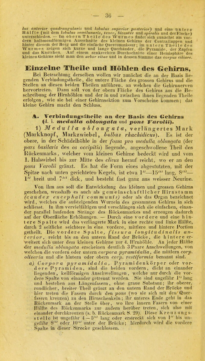 — 30 — Iiis anterior quailrangularis und lofutlus supfrior postnrior') und eine untere HÄlfle (mit dem lobulus semiluuaris, teuer, hiventer und spiralis und der Flocke) unlerscliieden. — Im obern Tlieile des Wurmes finde! sich zunächst am vor- dem halliniondförmigen Ausschnitte des kleineu Gehirns der Centrailappen und hinter diesem der Berg und die einfache Quercommissur; im untern Theile des Wurmes zeigen sich kurze und lange Querliänder, die Pyramide, der Zapfen und das Kiiütclieu. Auf einem senkrechten DurclischniKe einer Hemisphäre des kleinen Gehirns sieht man den arbor vitae und in dessen Stamme das corpus ciliare. Einzelne Theile nnd Hölüen deis Grehirns. Bei Betrachtung derselben wollen wir zunächst die an der Basis lie- genden Verbindiingstheile, die untere Fläche des grossen Gehirns und die Stellen an diesen beiden Theilen anführen, an welchen die Gehirnnerven hervortreten. Dann soll von der obern Fläche des Gehirns aus die Be- schreibung der Hirnhöhlen und der in und zwischen ihnen liegenden Theile erfolgen, wie sie bei einer Gehirnsektion zum Vorscheine kommen; das kleine Gehirn macht den Schluss. A. Ver1>indang^Ntheile an der Basis des Gehirns (d. i. medulla ohlongata und pons Varolii)» \)Medulla oblongata^ verlängertes Mark (Markknopf, Markzwiebel, bulbns rhachidicus). Es ist der obere, in der Scbädelhühle in der fossa pro medulla oblonfjata (der pars basilaris des os occipitis) liegende, angeschwollene Theil des Rückenmarks, welcher vom kleinen Gehirne bedeckt wird und vom 1. Halswirbel bis zur Mitte des clivits herauf reicht, wo er an den pons VaroUi gränzt. Es hat die Form eines abgestutzten, mit der Spitze nach unten gerichteten Kegels, ist etwa 1—15' lang, 8'— 1 breit und 7' dick, und besteht fast ganz aus weisser Neurine. Von ihm aus soll die Entwickelung des kleinen und grossen Gehirns geschehen, wesshalb es auch als gemeinschaftlicher Ilirnstamm (caudex encep halt communis) oder als das Organ bezeichnet wird, welches die aufsteigenden Wurzeln des gesanunten Gehirns in sich schliesst. In ihm vervielfältigen und verschlingen sich die einfachen, einan- der parallel laufenden Stränge des Rückenmarkes und erzeugen dadurch auf der Oberfläche Erhöhungen. — Durch eine vordere und eine hin- tere Spalte wird das verlängerte Mark in eine .rechte und linke Hälfte, durch 2 seitliche seichtere in eine vordere, mittlere und hintere Portion getheilt. Die vordere Spalte, fissura l ongitu dinalis an- terior, reicht bis an den untern Rand der Brücke, die hintere er- weitert sich unter dem kleinen Gehirne zur 4. Hirnhöhle. An jeder Hälfte <ler medulla nblongata ersciieinen deutlich 3 Paare Anschwellungen, von welchen die vorderii oder untern corpora pyramidalia, die mittlem corp. olivaria und die hintern oder obern corp. restiformia benannt sind. a) Corpora pyr amidalia, Pyramidenkörper oder vor- dere Pyramiden, sind die beiden vordem, dicht an einander liegenden, keilförmigen Anschwellungen , welche nur durch die vor- dere Spalte von einander getrennt werden. Sie sind ungefähr 1 lang und bestehen aus Längenfasern, ohne graue Substanz; ihr oberer, rundlicher, breiter Theil gränzt an den untern Rand der Brücke nnd hier treten die Fasern diu-ch den fons (wo sie sich mit deti ftuer- fasern kreuzen) zu den Hirnschenkeln; ihr unteres Ende geht in das Rückenmark an der Stelle über, wo ihre innern Fasern von einer Hälfte des Rückenmarks zur andern herüber treten, sich also mit einander durchkreuzen (s. b. Kückenmark S. 29). Diese Kreuzung s- stelle ist ungefähr 4 — 5' lan^ oder erstreckt sich von l bis un- gefähr 8' oder 10' unter der Brücke; hierdurch wird die vordere Spalte in dieser Strecke geschlossen.