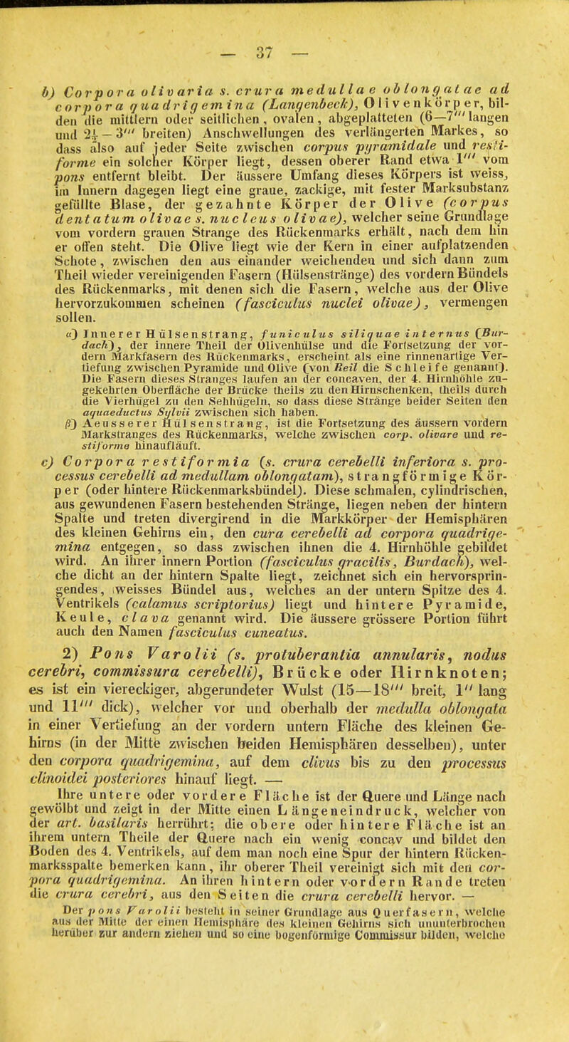 b) Corpora olivaria s. crura medul l a e ob long at ae ad Corpora qziadrig emina (Lanqenbeck), OWv enköv^ ar,h\\- den die mittlem odei- seillichen , ovalen, abgepLatteten (6—7' langen und 2^^ - 3' breiten) Anschwellungen des verlängerten Markes, so dass äilso auf jeder Seite /.wischen corpus pyramidale und reali- forme ein solcher Körper liegt, dessen oberer Rand etwa 1' vom pons entfernt bleibt. Der äussere Umfang dieses Körpers ist weiss^ im Innern dagegen liegt eine graue, zacliige, mit fester Marksubstanz gefüllte Blase, der gezahnte Körper der Olive (corpus dentatum olivae s. nucleus olivae), welcher seine Grundlasje vom vordem grauen Strange des Rückenmarks erhält, nach dem hin er offen steht. Die Olive liegt wie der Kern in einer aufplatzenden Schote, zwischen den aus einander weichenden und sich dann zum Theil wieder vereinigenden Fasern (Hülsenstränge) des vordem Bündels des Rückenmarks, mit denen sich die Fasern, welche aus der Olive hervorzukommen scheinen (fasciculus nuclei olivae), vermengen sollen. «3 Innerer H ülsen sträng, funiculus siliquae internus (Bur- dach'), der innere Theil der OlivenMlse und die Fortsetzung der vor- dem Markfaseni des Rückenmarks, erscheint als eine rinnenartige Ver- tiefung zwischen Pyramide und Olive (von Reil die Schleife genannt). Die Fasern dieses Stranges laufen an der concaven, der 4. Hirnhöhle zu- gekehrten Oberfläche der Brücke theils zu den Hirnschenken, theils durch die Vierhügel zu den Sehliügeln, so dass diese Stränge beider Seiten den aqnaeductus Sylvii zwischen sich haben. ß) Aeusserer Hül sensträng, ist die Fortsetzung des äussern vordem Markstranges des Rückenmarks, welche zwischen corp. oUvare und re- stiforme hinaufläuft. c) Corpora r estiformia crura cerebelli inferiora s. Pro- cessus cerebelli ad medullam oblongatam), strangförmige Kör- per (oder hintere Rückenmarksbündel). Diese schmalen, cylindrischen, aus gewundenen Fasern bestehenden Strände, liegen neben der hintern Spalte und treten divergirend in die Markkörper der Hemisphären des kleinen Gehirns ein, den cura cerebelli ad corpora quadrige- mina entgegen, so dass zwischen ihnen die 4. Hirnhöhle gebildet wird. An ihrer Innern Portion (fasciculus gracilis, Burdach), wel- che dicht an der hintern Spalte liegt, zeichnet sich ein hervorsprin- gendes, iweisses Bündel aus, welches an der untern Spitze des 4. Ventrikels (calamus scriptorius) liegt und hintere Pyramide, Keule, clava genannt wird. Die äussere grössere Portion führt auch den Namen fasciculus cuneatus. 2) Pons Varolii (s. protuhera7itia annularis, nodus cerebri, commissura cerebelli). Brücke oder Hirnknoten; es ist ein viereckiger, abgerundeter Wulst (15—18' breit, 1 lang und 11' dick), welcher vor und obeihaib der metlulla oblongata in einer Vertiefung an der vordem untern Fläche des kleinen Ge- hirns (in der Mitte zwischen beiden Hemisphären desselben), unter den corpora quadrigemina, auf dem clivus bis zu den processus clinoidei posteriores hinauf liegt. — Ihre untere oder vordere Fläche ist der Quere und Länge nach gewölbt und zeigt in der Mitte einen L ängeneindruck, welcher von der art. basilaris herrührt; die obere oder hintere Fläche ist an ihrem untern Theile der Quere nach ein wenig concav und bildet den Boden des 4. Ventrikels, auf dem man noch eine Spur der hintern Rücken- marksspalte bemerken kann, ihr oberer Theil vereinigt sich mit den cor- pora quadrigemina. An ihren hintern oder vordem Rande treten die crura cerebri, aus den Seiten die crura cerebelli hervor. — Der pons Farolii besteht in seiner Grundlage aus Querfasern, welche aus der Mitte der einen Hemisphäre des kleinen Gehirns sich uuunterbrocUeii herüber jsur andern Bielien und so eine bogenförmige Commissur bililen, vvelclio