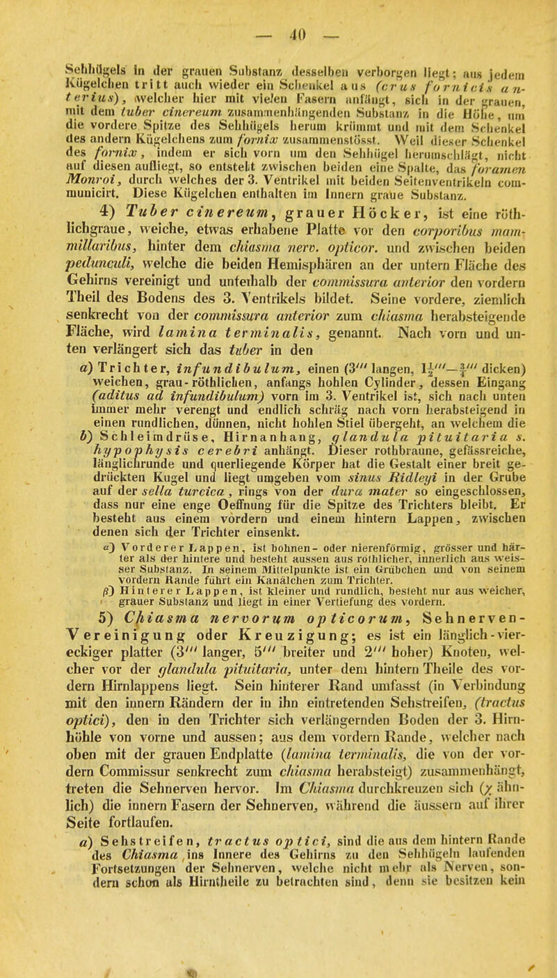 Sehliügels in der grauen Substanz desselben verborgen liegt; aus jedem Kügelclien tritt auch wieder ein Sclicukel aus (crus fornicis an- terius), welcher hier mit vielen Fasern anfängt, sich in der grauen, mit dem luber cinereum zusaminenh.'lngenden Substany, in die Höhe, um die vordere Spitze des Sehhügels herum lirümmt und mit dem Schenkel des andern Kügelchens zum fornix xusaramenstösst. Weil dieser Schenkel des fornix, indem er sich vorn um den Sehhügel herumsciiiifgt, nicht Huf diesen aufliegt, so entstelit zwischen beiden eine S|)alte, das forajuen Monroi, durch welches der 3. Ventrikel mit beiden Seitenventrikeln com- municirt. Diese Kügelchen enthalten im Innern graue Substanz. 4) Tuber ctjiereum, grauer Höcker, ist eine rüth- lichgraue, weiche, etwas erhabene Platte vor den corporibus rnam- millaribus, hinter dem chiasma nerv, opticor. und zwischen beiden pedunculi, welche die beiden Hemisphären an der untern Fläche des Gehirns vereinigt und unterhalb der commissura anterior den vordem Theil des Bodens des 3. Ventrikels bildet. Seine vordere, ziemlich senkrecht von der commissura anterior zum chiasma herabsteigende Fläche, wird lamina terminalis, genannt. Nach vorn und un- ten verlängert sich das tuber in den a) Trichter, infundibulum, einen (3' langen, dicken) weichen, grau-röthliclien, anfangs hohlen Cylinder, dessen Eingang (aditus ad infundibulum) vorn im 3. Ventrikel ist, sich nach unten Immer mehr verengt und endlich schräg nach vorn herabsteigend in einen rundlichen^ dünnen, nicht hohlen Stiel übergeht, an welchem die b) Schleimdrüse, Hirnanhang, q landula pituitaria s. hypophysis cerebri anhängt. Üieser rothbraune, gefässreicbe, länglicla-unde und qiierliegende Körper hat die Gestalt einer breit ge- drückten Kugel und liegt uojgeben vom sinus Ridleyi in der Grube auf der sella turcica, rings von der dura mater so eingeschlossen, dass nur eine enge Oeflfnung für die Spitze des Trichters bleibt. Er besteht aus einem vordem und einem hintern Lappen, zwischen denen sich der Trichter einsenkt. a} Vorderer Lappen, ist bolinen- oder nierenförmig, grösser und här- ter als d«r liinlere und besteht aussen aus röthliclier, innerlich aus weis- ser Substanz. In seinem Mdelpunkte ist ein Grubchen und von seinem vordem Rande führt ein Kanälchen zum Trichter. ß) Hinterer Lappen, ist kleiner und rundlich, besieht nur aus weicher, grauer Substanz und liegt in einer Vertiefung des vordem. 5) Cfiiasma nervorum opticorum, Sehnerven- Vereinigung oder Kreuzigung; es ist ein länglich - vier- eckiger platter (3' langer, 5' breiter und 2' hoher) Knoten, wel- cher vor der glandula pituitaria, unter dem hintern Theile des vor- dem Hirnlappens liegt. Sein hinterer Rand umfasst (in Verbindung mit den Innern Rändern der in ihn eintretenden Sehstreifen, (tractus optici), den in den Trichter sich verlängernden Boden der 3. Hirn- hühle von vorne und aussen; aus dem vordem Rande, welcher nach oben mit der grauen Endplatte (lamina terminalis, die von der vor- dem Commissur senkrecht zum chiasma herabsteigt) zusammenhängt, treten die Sehnerven hervor. Im Chiasma durchkreuzen sich (x ähn- lich) die Innern Fasern der Sehnerven, während die äussern auf ihrer Seite fortlaufen. a) Sehstreifen, tractus optici, sind die ans dem hintern Rande des Chiasma , ins Innere des Gehirns zu den Sehhügeln laufenden Fortsetzungen der Sehnerven, vvelche nicht mehr als JVervcn, son- dern schon als Hirntheile zu betrachten sind, denn sie besitzen kein /