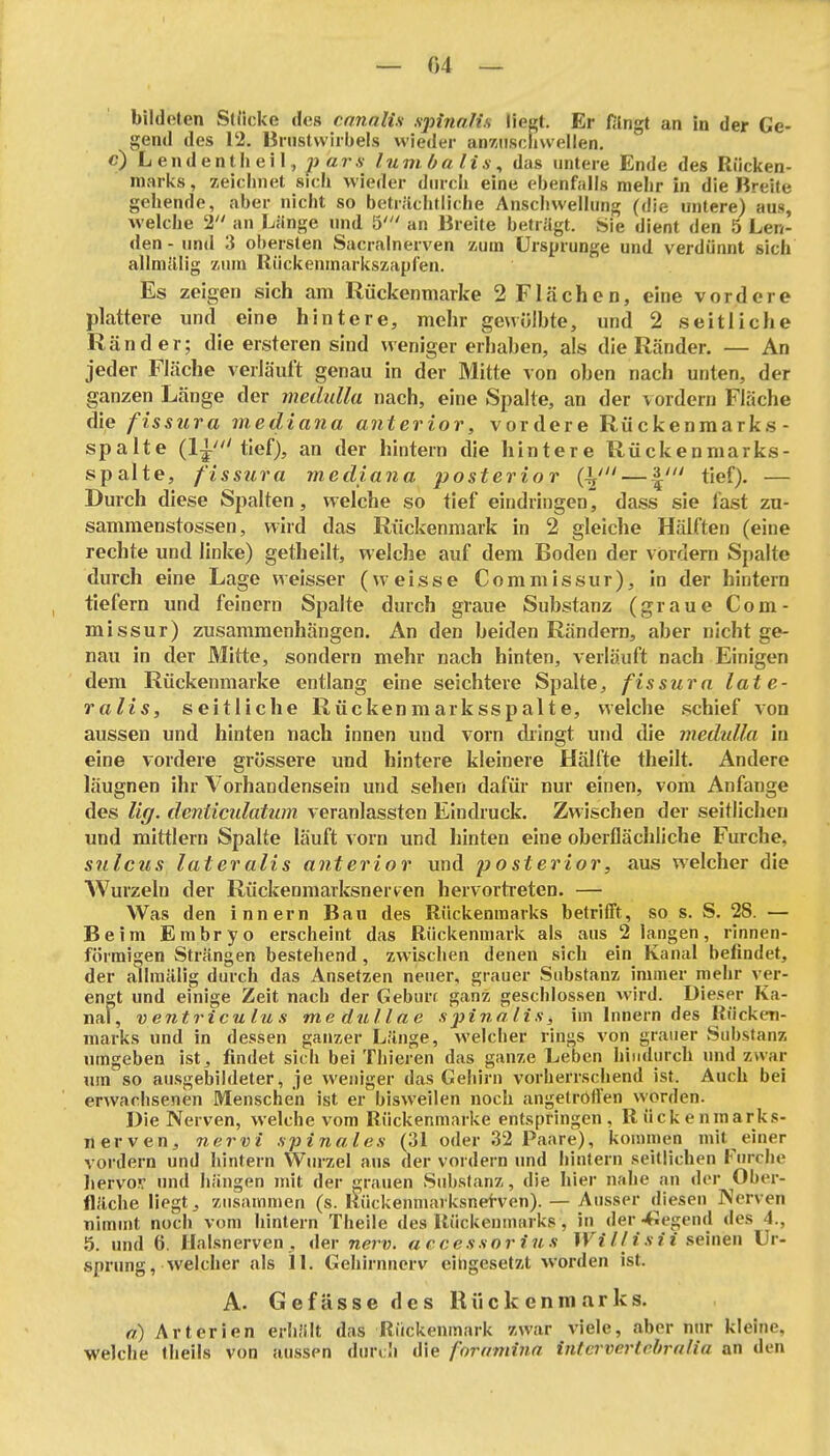 bildeten Stücke des cnnalis spiyiaHs liegt. Er filngt an in der Ge- gend des 12. Brustwirbels wieder anzuschwellen, c) L endentli ei 1, j> ö7-,y lumba Iis ^ das untere Ende des Rücken- marks, zeiclinet sich wieder diuch eine ebenfalls mehr in die Breite gehende, aber nicht so beträchtliche Anschwellung (die untere) aus, M'elche 2 an Länge und 5' an Breite betrügt. Sie dient den 5 Len- den - und 3 obersten Sacralnerven zum Ursprünge und verdünnt sich allmälig zum lliickeninarkszapren. Es zeigen sich am Rückenmarke 2 Flächen, eine vordere plattere und eine hintere, mehr gewölbte, und 2 seitliche Ränder; die ersteren sind weniger erhaben, als die Ränder. — An jeder Fläche verläuft genau in der Mitte von oben nach unten, der ganzen Länge der medulla nach, eine Spalte, an der vordem Fläche die fissura mediana anterior, vordere Rückenmarks- spalte (Ii-' tief), an der hintern die hintere Rückenmarks- spalte, fissura mediana posterior {y — tief). — Durch diese Spalten, welche so tief eindringen, dass sie fast zu- sammenstossen, wird das Rückenmark in 2 gleiche Hälften (eine rechte und linke) getheilt, welche auf dem Boden der vordem Spalte durch eine Lage weisser (weisse Commissur), in der hintern tiefern und feinern Spalte durch graue Substanz (graue Com- missur) zusammenhängen. An den beiden Rändern, aber nicht ge- nau in der Mitte, sondern mehr nach hinten, verläuft nach Einigen dem Rückenmarke entlang eine seichtere Spalte, fissura late- ralis, seitliche Rückenmarksspalte, welche schief von aussen und hinten nach innen und vom diingt und die medidla in eine vordere grössere und hintere kleinere Hälfte theilt. Andere läugnen ihr Vorhandensein und sehen dafür nur einen, vom Anfange des lig, dcnticulatum veranlassten Eindruck. Zwischen der seitlichen und mittlem Spalte läuft vorn und hinten eine oberflächliche Furche, sulcus lateralis anterior und o sterior, aus welcher die Wurzeln der Rückenmarksner^en hervorti'eten. — Was den Innern Bau des Rückenmarks betrifTt, so s. S. 28. — Beim Embryo erscheint das Rückenmark als aus 2 langen, rlnnen- förmigen Strängen bestehend, zwischen denen sich ein Kanal befindet, der allmälig durch das Ansetzen neuer, grauer Substanz immer mehr ver- engt und einige Zeit nach der Geburt ganz geschlossen wird. Dieser Ka- nal, ventriculus medullae sjiinali.s, im Innern des Rücken- marks und in dessen ganzer Länge, welcher rings von graner S(d)stanz umgeben ist, findet sich bei Thieren das ganze Leben hindurch und zwar um so ausgebildeter, je weniger das Gehirn vorherrschend ist. Auch bei erwachsenen Menschen ist er bisweilen noch angetröft'en worden. Die Nerven, welche vom Rückenmarke entspringen, Rückenmarks- nerven, nervi spinales (31 oder 32 Paare), kommen mit einer vordem und hintern Wurzel aus der vordem und hintern seitlichen Fiuche liervo!f und hängen mit der grauen .Substanz, die hier nahe an der Ober- fläche liegt, zusammen (s. liückenmarksnei-ven). — Ausser diesen Nerven nimmt noch vom hintern Theile des Rückenmarks, in der -fiegend des 4., 5. und 6. Halsnerven, der nerv, accessorius TFi//r.v?i seinen Ur- sprung, welcher als IL Gehirnnerv eingesetzt worden ist. A. G e f ä s s e d e s R ü c k e n m a r k s. a) Arterien erhätt das Rückenmark zwar viele, aber nur kleine, welche theils von aussen durch die foramina intervertebrnlia an den