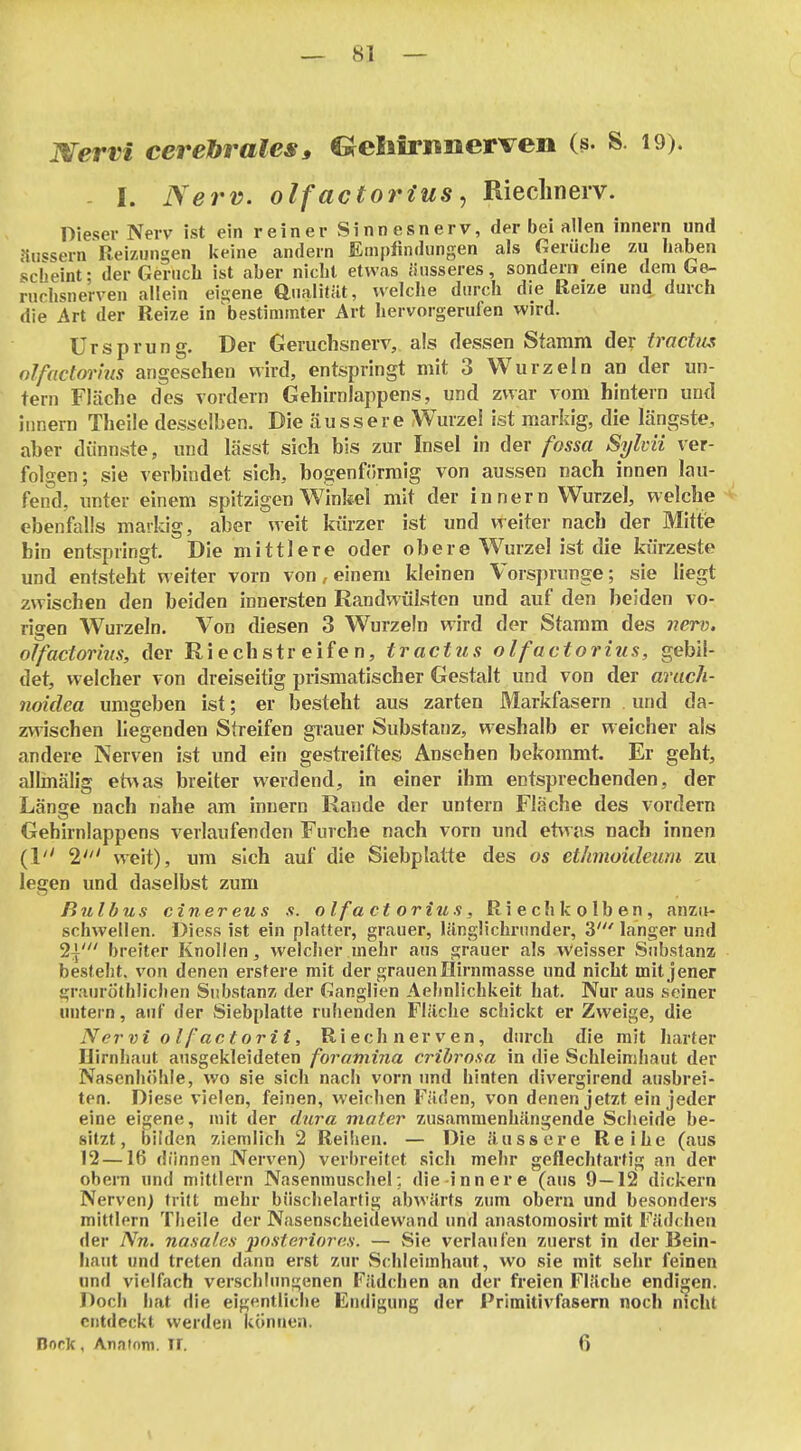 JX^ervi cerebrales^ Greliirnnerveii (s. S. 19). - I. Nerv, olfactorius ^ Riechnerv. Dieser Nerv ist ein reiner Sinnesnerv, der bei allen innern und iiiissern Reizungen Iteine andern Empfindungen als Gerüche zu haben scheint; der Geruch ist aber nicht etwas jinsseres, sondem eine dem G&- ruchsnerven allein eigene önalifät, welche durch die Reize und durch die Art der Reize in'bestimmter Art hervorgerufen wird. Ursprung. Der Geruchsnerv, als dessen Stamm der trachis ol/actorhis angesehen wird, entspringt mit 3 Wurzeln an der un- tern Fläche des vordem Gehirnlappens, und zwar vom hintern und innen] Theile desselben. Die äussere Wurzel ist markig, die längste, aber dünnste, und lässt sich bis zur Insel in der fossa Sylvii ver- folgen; sie verbindet sich, bogenftirmig von aussen nach innen lau- fend, unter einem spitzigen Winkel mit der innern Wurzel, welche ' ebenfalls markig, aber weit kürzer ist und weiter nach der Mitte bin entspringt. Die mittlere oder obere Wurzel ist die kürzeste und entsteht n eiter vorn von, einem kleinen Vorsprunge; sie liegt zwischen den beiden innersten Randwülsten und auf den beiden vo- rigen Wurzeln. Von diesen 3 Wurzeln wird der Stamm des nerv, olfactorms, der Riechstreifen, tractus olfactorius, gebil- det, welcher von dreiseitig prismatischer Gestalt und von der aritch- noidea umgeben ist; er besteht aus zarten Markfasern und da- zwischen liegenden Streifen grauer Substanz, weshalb er weicher als andere Nerven ist und ein gestreiftes Ansehen bekommt. Er geht, allmälig et^^as breiter werdend, in einer ihm entsprechenden, der Läns^e nach nahe am innern Rande der untern Fläche des vordem Gehirnlappens verlaufenden Furche nach vorn und et\vas nach innen (1 2' weit), um sich auf die Siebplatte des os ethmoideiim zu legen und daselbst zum Bulbus ein er eus s. olfact orius, Riechkolben, anzu- schwellen. Diess ist ein platter, grauer, länglichrunder, 3' langer und 2i' breiter Knollen, welcher mehr aus grauer als Weisser Substanz besteht, von denen erstere mit der grauen Hirnmasse und nicht mit jener grauröthlichen Substanz der Ganglien Aehnlichkeit hat. Nur aus seiner untern, auf der Siebplatte ruhenden Fläche schickt er Zweige, die Nervi olfactorit, Riechnerven, durch die mit harter Hirnhaut ausgekleideten foramina cribrosa in die Schleimhaut der Nasenh()hie, wo sie sich nach vorn und hinten divergirend ausbrei- ten. Diese vielen, feinen, weichen Fäclen, von denen jetzt ein jeder eine eigene, mit der rfwre mater zusammenhängende Scheide be- sitzt, bilden ziemlich 2 Reihen. — Die äussere Reihe (aus 12—16 dünnen Nerven) verbreitet sich mehr geflechtarfig an der obem und mittlem Nasenmuschel; die innere (aus 9—ISS dickern Nerven) tritt mehr büschelartig abwärts zum obern und besonders mittlem Theile der Nasenscheidewand und anastomosirt mit Fädchen der Nn. nasales posterioren. — Sie verlaufen zuerst in der Bein- haut und treten dann erst zur Schleimhaut, wo sie mit sehr feinen und vielfach verschlungenen Fädchen an der freien Fläche endigen. Doch hat die eigentliche Endigung der Primitivfasern noch nicht entdeckt werden können. Bork, Anatom, ir. 6