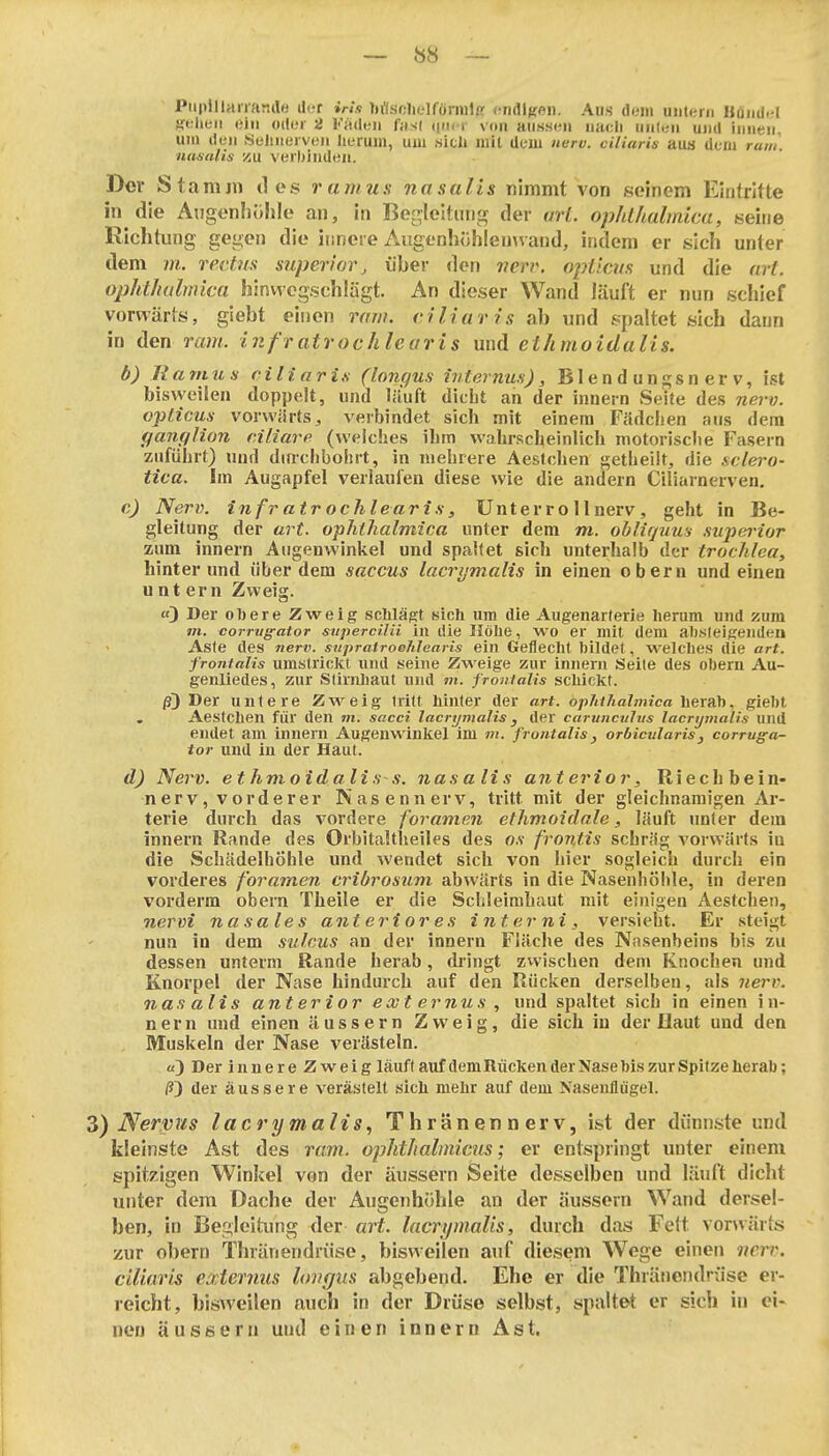 Piiplllaiiantle d<?r iris bflsolielfornilcr ciidlj^ei). Aus dem untern Honilel Kt lieii Olli (»der 2 l';ideii fnsl iiik r von aussen iiacli uiiNiii und innen um den Seliiierven lieruin, um sich mit dem nerv, ciliaris auä dem ruui nasalis zu verl)iiiden. Der Stamm des rumus nasalis nimmt von seinem Eirilritte in die Augenl)ühle an, in Be<]?leitung der arl. ophlhalmicu, seine Richtung gegen die innere Augenhuhlenwand, indem er sich unter dem m. rechts superior, über den 7ierv. opticus und die arf. ophthulmica hinvvcgschlägt. An dieser Wand läuft er nun schief vorwärts, giebt einen raw. ciliaris ab und spaltet sich dann in den ram. infratrochlearis und ethmoidulis. b) RarnuH ciliar in (longus internus), Blendungsnerv, ist bisweilen doppelt, und läuft dicht an der innern Seite des nerv, opticus vorwärtsj verbindet sich mit einem Fädclien ans dem ffanfflion ciliar(welches ihm wahrscheinlich motorisclie Fasern zuführt) und dinchbobrt, in mehrere Aestchen getheilt, die sclero- tica. Im Augapfel verlaufen diese wie die andern Ciliarnerven, c) Nerv, infratrochlearis, Unterrollnerv, geht in Be- gleitung der art. ophihalmica unter dem m. obliquus superior zum innern Augenwinkel und spaltet sich unterhalb der trochlea, hinterund über dem saccus lacrymalis in einen obern und einen untern Zweig. «3 Der obere Zweig schläft sich um die Augenarterie herum und zum m. corrvg-ator sitpercilii in die Höhe, wo er mit dem ahsteigendeu Aste des nerv, supratroehlearis ein Geflecht bildet, welches die art. frontalis umstrickt und seine Zweige zur innern Seile des obem Au- genliedes, zur Stirnliaut und m. fronialis schickt. ß) Der untere Z'w^eig tritt hinter der art. opht/ialmica heiahgiebt , Aestchen für den m. sacci lacrymalis, der carunctihis lacrymalis und endet am innern Augenwinkel im m. frontalis, orbicularis, corruga- tor und in der Haut. d) Nerv, et hmoidalis s. nasalis anterior, Riechbein- nerv, vorderer Nasennerv, tritt mit der gleichnamigen Ar- terie durch das vordere foramen ethmoidale, läuft nnter dem innern Rande des Orbitaltlieiles des os frontis schräg vorwärts in die Schädelhöhle und Avendet sich von hier sogleich durch ein vorderes foramen cribrosum abwärts in die Nasenhöhle, in deren vorderm obern Theile er die Schleimhaut mit einigen Aestchen, nervi nasales anteriores interni, versieht. Er steigt nun in dem sulcus an der innern Fläche des Nasenbeins bis zu dessen unterm Rande herab, di ingt zwischen dem Knochen und Knorpel der Nase hindurch auf den Rücken derselben, als iierv. nasalis anterior ext er nus , und spaltet sich in einen in- nern und einen äussern Zweig, die sich in der Haut und den Muskeln der Nase verästeln. «) Der innere Zweig läuft auf dem Rücken der Nasebis zur Spitze herab; /?) der äussere verästelt sich mehr auf dem Nasenflügel. Z) Nervus lacrymalis^ Thränennerv, ist der dünnste und kleinste Ast des ram. ophthalmicus; er entspringt unter einem spitzigen Winkel von der äussern Seite desselben und läuft dicht utiter dem Dache der Augenhöhle an der äussern Wand dersel- ben, in Begleitung der art. lacrymalis, durch das Feit vorwärts zur obern Thränendrüse, bisweilen auf diesem Wege einen nerr. ciliaris externiis lovgiis abgebend. Ehe er die Thräncndrfise er- reicht, bisAveilen auch in der Drüse selbst, spaltet er sich in ei» nen äussern und einen innern Ast.