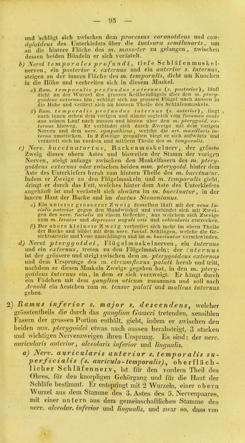 und 'schlägt sich zwfsclien dem processus coronoideus und con- (li/loideus des Unterkiefers über die incüura semilunaris, um an die iiintere Fläche des m. masseter zu gelangen, zwischeu dessen beiden Bündeln er sich verästelt. b) Nervi t empor ale s pr o fundi, tiefe Sc b 1 äf en mus ke I- nerveu, ein posterior s. externus und ein anterior s. internus, steigen an der Innern Fläche des m. temporalis, dicht am Knochen in die Höhe und verbreiten sich in diesem Muskel. a) Rani, temporalis profundus externus Qs. posterior'), läufl dicht an der Wurzel des grossen Keilbeinfliigels ülier den m. ptery- g-oieleus externus hin, sclilÄgl sich am grossen Flügel nach aussen in die Höhe und verliert sich im liinleru Theile des Scliläfenmuskels. ß) Hanl, temporalis profundus internus (js. anterior), liegt « nach innen neben dem vorigen und nimmt sogleich vom foramen ovale aus seinen Lauf nach aussen und hinten über den m. ptenjgoid. ex- ternus hinweg. Er verbindet sich durch Zweige mit dem vorigen Nerven und dem Jierv. sympathicus, welche die arl. maxillaris in- terna umstricken. In 2 Zweige gespalten biegt er sich aufwärts und verästelt sich im vordem und mittlem Theile des m. temporalis. c) Nerv, buc ein atorius, Backenmuskel nerv, der grösste Zweig dieses obern Astes und bisweilen der Stamm der vorigra Nerven, steigt anfangs zwischen den Muskelfasern des m. pterij- ffoideus exter-nus oder zwischen beiden mm. pterygoid. hinter dem Aste des Unterkiefers herab zum hintern Theile des m. buccinator. Indem er Zweige zu den Flügelmuskeln und 7n. temporalis giebt, dringt er durch das Fett, welches hinter dem Aste des Unterkiefers angehäuft ist und verästelt sich abwärts im m. buccinator, in der Innern Haut der Backe und im ductus Stenonianus. «3 Hin unterer grösserer Zweig desselben läuft mit der vena fa- cialis anterior gegen den Mundwinkel und verbindet sich mit Zwei- gen des nerv, facialis ZU einem Geflechte, aus welchem sich Zweige zum wi, levator und depressor ang-uli oris und orbicularis erstrecken. ß) Der obere kleinere Zweig verbreitet sich mehr im obern Theile der Backe und bildet mit dem nerv, facial. Schlingen, welche die Ge- sichlsarterie und Vene umschlingen und im m. buccinator verschwinden. d) Nervi pterygoidei, Flu g el m uskel nerven , ein interniLS und ein externus, treten zu den Flügelmuskeln; der internus ist der grössere und steigt zwischen dem m. ptei^goideus extermis und dem Ursprünge des m. circumflexus palati herab und tritt, nachdem er diesen Muskeln Zweige gegeben hat, in den m. ptery- goideus internus ein, in dem er sich verzweigt. Er hängt durch ein Fädchen mit dem ganglion oticum zusammen und soll nach Arnold ein Aestchen zum m. tensor palati und malleus internus geben. 2) Rarnus inferior s. major s. desce7iclens, welcher grüsstentheils die durch das (janglion Gasseri tretenden, sensiblen Fasern der grossen Portion enthält, giebt, indem er zwischen den beiden mm. pterygoidei etwas nach aussen herabsteigt, 3 starken und wichtigen Nervenzweigen ihren Ursprung. Es sind: der nerv, minmlaris anterior, aheolaris inferior und Ungmlis. a) Nerv, auricularis anterior s. temporalis su- perficialis (s. auriculo-temporalis), oberfläch- licher Schläfen nerv, ist für den vordem Theil des Ohres, für den knorpligen Gehörgang und für die Haut der Schläfe bestimmt. Er entspringt mit 2 Wurzeln, einer obern Wurzel aus dem Stamme des 3. Astes des 5. Nervenpaares, mit einer untern aus dem gemeinschaftlichen Stamme des nerv, alceolar. inferior und Üngualis, und zwar so, dass von