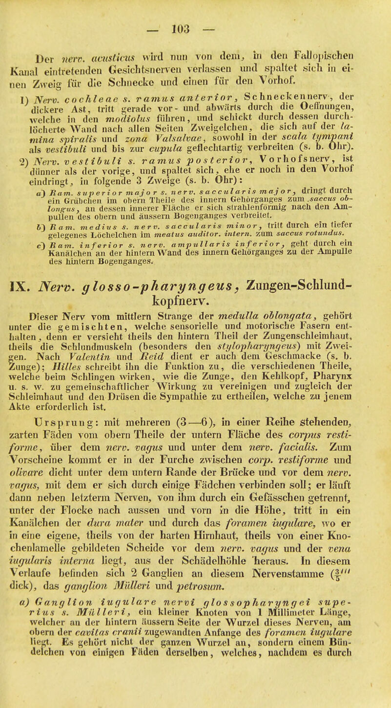 Der nerv, acustmts wird nun von dem, in den FaUoplschen Kanal eintretenden Gesichtsnerven verlassen und spaltet sich in ei- nen Zwei«- lür die Schnecke und einen für den Vorhof. 1) Nei-v. Cochleae .v. ramus anterior, Schneckennerv, der dickere Ast, tritt gerade vor- und abwärts durch die Oeflnungen, welche in den modiolus führen, und scliickt durch dessen durch- löcherte Wand nach allen Seiten Zweigelcheu, die sich auf der la- tnina spiralis und zona Valsalvae, sowohl in der scala tympani als vestibiUi und bis zur cupula geflechtartig verbreiten (s. b. Ohr). T) Nerv. V estibuli s. ramus posterior, Vorhofsnerv, ist dünner als der vorige, und spaltet sich, ehe er noch in den Vorhof eindringt, in folgende 3 Zweige (s. b. Ohr): a) Ram. svperior major s. nerv, saccularis major, dringt durch ein Grübchen im obeni Theile des innern Gehörganges zum .saccus ob- longits, an dessen innerer Fläche er sicli strahlenförmig nach den Am- pullen des Obern und äussern Bogenganges verbreilel. 63 Ram. medivs s. nerv, s accul aris minor, triff durch ein tiefer gelegenes Löchelchen im meaius auditor. intern, zum saccus rotundus. c') Ram. inferior s. nerv, ampullaris inferior, geht durch ein Kanälchen an der hintern Wand des innern Gehörganges zu der Ampulle des hintern Bogenganges. IX. Nerv. glosso-pJiaryngeus, Zungea-Sclilund- kopfnerv. Dieser Nerv vom mittlem Strange der medulla oMongata, gehört unter die gemischten, welche sensorielle und motorische Fasern ent- halten, denn er versieht theils den hintern Theil der Zungenschleimhaut, theils die Schlundmiiskeln (besonders den stylopharyngeus) mit Zwei- gen. Nach Valentin und Reid dient er auch dem Geschmacke (s. b. Zunge); Hilles schreibt ihn die Funktion zu, die verschiedenen Theile, welche beim Schlingen wirken, wie die Zunge, den Kehlkopf, Pharynx u. s. w. zu gemeinschaftlicher Wirkung zu vereinigen und zugleich der Schleimhaut und den Drüsen die Sympathie zu ertheilen, welche zu jenem Akte erforderlich ist. Ursprung: mit mehreren (3—6), in einer Reihe stehenden, zarten Fäden vom obern Theile der untern Fläche des corpus resti- formc, über dem nerv, vagus und unter dem ncfcv. facialis. Zum Vorscheine kommt er in der Furche zwischen corp. TcsUforme und oUvare dicht unter dem untern Rande der Bmcke und vor dem nerv, vagus, mit dem er sich durch einige Fädchen verbinden soll; er läuft dann neben letzteim Nerven, von ihm durch ein Gefösschen getrennt, unter der Flocke nach aussen und vorn Jn die Höhe, tritt in ein Kanälchen der dura mater und durch das foramen higulare, wo er in eine eigene, theils von der harten Hirnhaut, theils von einer Kno- chenlamelle gebildeten Scheide vor dem nerv, vagus und der vena iuguluris interna liegt, aus der Schädelhöhle heraus. In diesem Verlaufe befinden sich 2 Ganglien an diesem Nervenstamme (|' dick), das ganglion Mülleri und petrosum. a) G ang Ii an iugular e nervi glos sopharyng ei supc' rius 's. Mülleri, ein kleiner Knoten von 1 Millimeter Länge, welcher an der hintern äussern Seite der Wurzel dieses Nerven, am obern der cavilns cranii zugewandten Anfange des foramen iugidare liegt. Es gehört nicht der ganzen Wurzel an, sondern einem Bün- delchen von einigen FHden derselben, welches, nachdem es durch